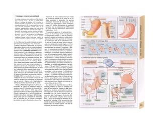 Estómago: estructura y motilidad
El esófago desemboca en el cardias a nivel del fondo, al
que se unen el cuerpo y el antro. La salida gástrica
(píloro) se continua del duodeno (A). El tamaño del
estómago depende de su llenado, que afecta sobre todo al
estómago proximal (A, B). La pared gástrica tiene una
capa muscular longitudinal externa (sólo en Ia
curvadura, longitud gástrica regular), una capa circular
potente y fibras musculares internas transversales. La
mucosa de las glándulas tubulares gástricas del fondo y
el cuerpo contiene células principales (CP) y células
parietales (CPa) (A), que producen los componentes
del jugo gástrico (v. 242). La mucosa gástrica
comprende además células endocrinas (síntesis de
gastrina en el antro) y células secretoras de moco (CM).
A nivel funcional se puede distinguir una parte
próxima/ del estómago y otra distal (A).
Cuando se produce la deglución, los reflejos
vagovagales abren no sólo el esfínter esofágico
inferior (v. 238), sino que dilatan durante un
período corto el estómago proximal (relaja-
ción receptiva). Esta dilatación se mantiene
mientras entra el alimento, de forma que no
aumente la presión interna aunque se llene. La
contracción tónica del estómago proximal, que
sirve sobre todo de depósito, empuja lenta-
mente el contenido hacia el estómago distal.
En el límite entre ambas zonas (tercio medio
del cuerpo) existe una zona marcapasos.
Cuando se produce la estimulación local de la
pared gástrica (de forma refleja directa, en parte
por la gastrina; Dl) se generan ondas peris-
tálticas en dicha zona, especialmente intensas
en el antro y que se transmiten hacia el píloro.
El quimo es empujado en dirección al píloro
(C5,6,l) (C2,3) y cuando éste se cierra, es
empujado de nuevo hacia atrás (C3,4). De este
modo se produce una trituración del alimento,
que se mezcla y digiere con el jugo gástrico;
además se produce la emulsión de las grasas.
En las células marcapasos (= células in-
tersticiales de Cajal) del estómago distal se
producen cada 20 s cambios de potencial (de-
nominadas ondas lentas; v. 244), que se diri-
gen hacia el píloro con mayor velocidad (0,5 a
4 cm/d) y amplitud (0,5-4 mV). La posible ac-
tividad de las células marcapasos del estómago
distal (igual que en el corazón) es dominada
por la actividad de las células marcapaso
proximales, ya que su frecuencia es menor. La
frecuencia de estas contracciones por ondas
de excitación depende de la suma de los in-
flujos neuronales y humorales. La gastrina
aumenta la frecuencia de respuestas y la fre-
cuencia del marcapasos. Otras hormonas,
como GlP, inhiben directamente la motilidadi
mientras que la somatostat/ηα (SIH) actúa
de forma indirecta, inhibiendo la liberación de
GRP(Dlyv. 234).
Vaciamiento gástrico. El alimento per-
manece en el estómago hasta conseguir que
los fragmentos tengan <1 mm de diámetro
(quimo); después se produce su salida hacia
el duodeno. El tiempo que tarda el estómago
en vaciarse del 50% de su contenido es 10-
20 min en el caso del agua, pero es mayor
para otros alimentos y puede llegar a 1-4 h en
función de la composición de la dieta (en ge-
neral hidratos de carbono < proteínas < gra-
sas). El vaciamiento depende del tono del es-
tómago proximal y del píloro. La motilina
estimula el vaciamiento gástrico (aumenta el
tono del estómago proximal, dilata el píloro);
el vaciamiento se innibe cuando el pH del qui-
mo disminuye y cuando aumenta la osmolali-
dad y el contenido en ácidos grasos de cadena
larga y aminoácidos aromáticos. Los enteroci-
tos quimiosensores y las células caliciformes in-
testinales, los reflejos enterogástricos y las hor-
monas CCK, gasf riña, ClP y secretina (v. 234)
intervienen en su regulación (D2). El píloro
suele estar algo abierto (flujo libre del quimo
preparado) y sólo se contrae: 1) al final de la
«sístole» antral para empujar el alimento pre-
parado, y 2) cuando se producen contraccio-
nes duodenales para evitar el reflujo de sales
biliares que podrían lesionar al estómago. Si
se produjera este reflujo, los aminoácidos li-
bres presentes en el líquido provocarían el
cierre reflejo del píloro (D2).
Los alimentos no digeribles (huesos, fibras,
cuerpos extraños) no salen del estómago du-
rante la fase digestiva. Durante la fase inter-
digestiva se producen unas ondas de contrac-
ción especiales con un ritmo de 1,5 horas de-
terminado por un «reloj interno» que se
transmiten por el estómago y el intestino del-
gado (el denominado complejo motor migra-
torio, CMM), que propulsa los alimentos no di-
geribles del estómago y las bacterias que han
entrado de forma retrógrada hacia el intestino
delgado hacia el intestino grueso. Esta fase de
«limpieza» la controla la motilina.
 