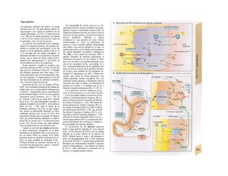 Jugo gástrico
Las glándulas tubulares del fondo y el cuerpo
secretan unos 3-4 1 de jugo gástrico diarios. El
pepsinógeno y las !¡pasas se producen en las
células principales y el HCI, el /actor intrínse-
co (v. 260) en las células parietales y la mucina
y HC03~en las células mucosas del cuello de
Ia glándula y del resto de Ia mucosa.
La pepsina está implicada como endopep-
tidasa en la digestión proteica. Se produce me-
diante la escisión del pepsinógeno en la luz
gástrica y de las glándulas cuando el pH es <6
y es exocitada por las células principales. El
principal activador de su secreción es la acetií-
colina, que se libera de forma refleja local y
también por hidrogeniones (y, por tanto, de
forma indirecta a través de la gastrina).
Ácido gástrico. Cuando se produce una
secreción máxima de HCl, el valor del pH del
jugo gástrico disminuye hasta 0,8. La llegada
del alimento tampona este valor hasta 1,8-4,
cifras adecuadas para el funcionamiento ópti-
mo de la pepsina y la lipasa gástricas. Este pH
tan bajo desnatura/iza las proteínas alimenta-
rias y tiene un efecto bactericida.
Secreción de HCl (A). La bomba ATPasa
HVK+
de la membrana luminal de las células pa-
rietales hace que se intercambien hidrogeniones
e iones K+
, consiguiendo que la concentración
de los primeros llegue a ser 107
en la luz gástrica
(transporte actiuo primario, Al y v. 26). El
K+
recircula a través de un canal de K+
luminal
hacia la luz. Por cada hidrogenión secretado se
produce la salida de un ion HC03~ de la célula (a
partir de CO2 + OH^ bajo el efecto de la
anhidrasa carbónica [AC]) por el lado sanguí-
neo, donde se intercambia mediante un inter-
cambiador aniónico por un ion Ch (A2). Este
mecanismo permite que se acumule Or intrace-
lular, que posteriormente abandona la célula a
través de los canales de Cl· en dirección hacia
la luz (A3). De esta forma, por cada hidroge-
nión secretado entra un ion Ch hacia la luz.
Cuando se activan las células parietales
se abren numerosos canalículos en la parte
profunda de las glándulas (B2), cuya pared po-
see un denso ribete en cepillo. Este ribete
aumenta mucho la superficie luminal de la cé-
lula y la gran cantidad de moléculas H+
/K+
-
ATPasas permite un aumento máximo de la
secreción de hidrogeniones desde 2 mmol/h
en reposo a más de 20 mmol/h.
La secreción de ácido gástrico se de-
sencadena (B) por diversos estímulos nerviosos,
gástricos locales e intestinales («fases») (Bl). La
ingesta de alimento provoca de forma re/leja la
secreción de jugo gástrico, proceso en el que los
nervios gustativos, olfatorios y óptico
constituyen el asa aferente de estos re/lejos
condicionados (v. 236). La deficiencia de
glucosa a nivel cerebral también desencadena
este reflejo, cuyo nervio eferente es el vago. La
acetilco/ina activa a nivel fúndico directamente a
las células parietales (receptores colinérgi-cos
M3; B2); a nivel antral las neuronas GRP (=
péptido liberador de gastrina) determinan la
liberación de gasín'na en las células G (B3),
que a su vez activa a las células parietales a tra-
vés de los receptores CCKB. Las células H- o
ECL (enterocromafín-lilce) de las glándulas fún-
dicas se activan a través de la gastrina (recepto-
res CCKB), pero también de los receptores co-
linérgicos y adrenérgicos β3 (Β2) y liberan his-
tamina, que activa de forma paracrina a las
células parietales vecinas (receptores H2). Los
estímulos locales gástricos y duodenales sobre la
secreción de ácido se deben a la liberación de
gastrina en el antro y el duodeno por la en- j
trada de la papilla alimentaria (Bl y v. 235, A).
Los siguientes factores inhiben la secre-
ción de ácido gástrico: a) un Dolor de pH j
< 3 en la luz antral inhibe la secreción de las
células G (retroalimentación negativa; Bl,3) y
activa al mismo tiempo la secreción de SIH por
las células D antraíes (v. 234). SIH inhibe de i
forma paracrina las células G antraíes (B2,3) y
las células H fúndicas (B2); b) CGRP se libera
por mecanismo neuronal (v. 234), que activan
las células D antraíes y fúndicas (B2,3); c) la
secretina y GIP del intestino delgado (v. 234)
influyen de forma retrógrada sobre la secre- j
ción de jugo gástrico (Bl). La composición del
quimo procedente del estómago se adapta a
las necesidades del intestino delgado.
La protección de la mucosa gástrica
frente al jugo gástrico depende de: a) la capa de
moco y b) la secreción de HCO3- por las células
mucosas de la parte inferior de la mucosa. El
HCO3" difunde hacia el moco y allí tampona el
ácido. Las prostaglandinas PGE2 y PGI2 estimulan
la secreción de HCO3". Cuando dicha producción
disminuye por medicamentos antiinfla- I matorios
como la ciclooxigenasa 1, que reducen la síntesis
de PG (v. 269), disminuye la protección de la
mucosa y se pueden producir úlceras.
 