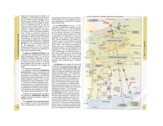 (partícula de reconocimiento de señal) en el
citoplasma. La consecuencia de esta unión es
que: a) la síntesis en curso se detiene y b) el ri-
bosoma (con la mediación del PRS y el re-
ceptor del PRS) se une al receptor de riboso-
mas de la membrana del RE. En este mo-
mento se reinicia la síntesis proteica. Una vez
concluida la síntesis de proteínas para la ex-
portación, la cadena peptídica es secretada a
la cisterna a través de una proteína transloca-
dora. Cuando se sintetizan proteínas de
membrana, los dominios de membrana (G2)
interrumpen la síntesis cerrando las proteínas
translocadoras, al tiempo que sitúan la se-
cuencia peptídica hidrófoba en la membrana
fosfolipídica. El RE sin ribosomas se denomina
RE liso y en él se sintetizan los lípidos (p.
ej., las lipoproteínas, v. 254 y ss.). Las
proteínas fabricadas en el RE son transporta-
das en forma de vesículas con membrana (lí-
pidos) hacia el aparato de Golgi.
El aparato o complejo de Golgi (F) está
constituido por compartimientos funcional-
mente comunicados entre sí, en los que se
elaboran los productos elaborados en el RE.
Consta de una red de Golgi-ds (superficie
de entrada, próxima al RE), de vesículas
planas apiladas (pilas del Golgi) y de una red
de Golgi-trcms (selección). En el aparato de
Golgi:
* se sintetizan los polisacáridos.
» se modifican las proteínas (modificación
postraducción), como la glucosilación de
las proteínas de membrana en determinados
aminoácidos (ya se produce en el RE), que
posteriormente forman el glucocálix en la su-
perficie externa de la célula (v. 14), o la y-car-
boxilación de los restos de glutamato (v. 102).
* fosforila el componente glucídico de las
glucoproteínas (p. ej., la manosa-6-fosfato) y
» «empaqueta» determinadas proteínas para
su exportación en vesículas secretoras (granu
los de secreción), cuyo contenido se exocita ha
cia el espacio extracelular (páncreas) (v. 246).
El aparato de Golgi representa, por tanto,
una estación de modificación, selección y
reparto central de las proteínas y lípidos fa-
bricados en el RE.
La regulación de la expresión genéti-
ca se produce a nivel de la transcripción
(Cía), la modificación del ARN (Clb), de la
exportación del ARNm (Cíe), de la elimina-1
ción del ARN (Cid), de la traducción (Cíe), I
de la modificación y selección (Ff) y la degra-1
dación proteica (Fg).
En las mitocondrias (A, B y v. 17, B»
se produce la oxidación de los lípidos y los hi-1
dratos de carbono a CO2 y H20 empleando*
O2. En ellas se produce el ciclo del ácido cí-l
trico, la cadena respiratoria y la /ormación»
de ATP necesaria para los mismos. Las célu-l
las implicadas en el transporte y con un me-1
tabolismo activo tienen muchas mitocon-l
drias, como los hepatocitos y los epitelios in-1
testinales y renal. Las mitocondrias se rodeaiH
de una membrana externa lisa y una mem-B
brana interna, que muestra una superficie*
mucho mayor por la presencia de pliegues»
profundos (crestas) y que está implicada en ell
transporte (v. 17, B). Las mitocondrias se ori-l
ginan posiblemente en bacterias aerobias ,1
que vivían en simbiosis con las células anae-B
robias (hipótesis simbiótica], de las queB
quedan como reliquias el ADN (bacteriano!
y la doble membrana de las mitocondriasl
También tienen ribosomas para la síntesis»
proteica.
Los lisosomas son vesículas (F), que deri-B
van del RE a través del aparato de Golgi y quel
se ocupan de la «limpieza» intracelular de»
macromoléculas. Estas sustancias de desechB
entran a la célula por endocitosis (como la al-l
búmina en el túbulo renal, v. 158) o fagocitosis»
(bacterias por los macrófagos, v. 94 y ss.),l
pero también se pueden originar dentro de lal
misma por la destrucción de organelas pro|
pias (auto/agía, por ejemplo de mitocori
drias), que se eliminan en los autofagosoma:
(B, F). Los fragmentos de membrana endocl
tados pueden reincorporarse de nuevo a la
misma (reciclado de receptores en la endocitosis
mediada por receptor, v. 28). Estacione;
intermedias en este tráfico de vesículas sos
los endosomas precoces y tardíos. Los en|
dosomas tardíos y los lisosomas contienen hi
drolasas acidas (proteases, nucleasas, lipa
sas, glucosidasas, fosfatases, que sólo son ac
uvas en medio ácido), una H+
-ATPasa d«
membrana, que acidifica el interior del lisosq
ma a un pH 5, y diversas proteínas transport
tadoras, que a) separan los productos del
desecho (entre otros, aminoácidos) del citoplasB
ma y b) se ocupan de la entrada de H* para el
 