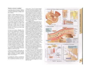 Duodeno: estructura y motilidad
La principal función del intestino delgado es
culminar la digestión del alimento y absorber
los productos metabolizados con H2O, electró-
litos y vitaminas.
Estructura. El intestino delgado mide unos 2 m y
empieza en el duodeno a Ia salida del estómago, se
continúa en el yeyuno y desemboca en el ciego a través
del íleon. La parte externa del intestino (serosa; A1) se
sigue de una capa muscular longitudinal (A2), el plexo
mientérico (de Auerbach; A3), una capa muscular
circular (A4), el plexo submucoso (de Meissner, A5) y
Ia mucosa (M), revestida por células epiteliales (A13-
15). El mesenterio (A7) permite el aporte vascular y
linfático del intestino delgado (A8 y 9) y también contiene
los nervios (A10). La superficie entre el epitelio y Ia luz
aumenta unas 300-1.600 veces más que Ia
correspondiente a un cilindro plano de Ia misma longitud
(más de 100 m2
): aumenta el triple por las válvulas
conniventes de Kerckring (A11), 7-14 veces por las
vellosidades (A12) y 15-40 veces por el ribete en cepillo
(A13) de los enterocitos.
Estructura microscópica y función. Entre
los enterocitos encargados de la reabsorción
(A14) se encuentran células caliciformes
(A15), que fabrican moco que sirve a la super-
ficie epitelial como protector y suavizante. En
la base de las vellosidades se localizan las glán-
dulas intestinales o criptas de Lieberkühn
(A16). En éstas se encuentran: a) células indi-
ferenciadas y en mitosis, a partir de las cuales
se desarrollan las vellosidades; b) células muco-
sas; c) células endo y paracrinas que son in-
formadas por las células quimiosensibles veci-
nas sobre la composición del quirno para poder
secretar la hormona adecuada a la sangre o
la sustancia paracrina al intersticio (v. 234), y
d) células encargadas de Ia defensa inmune
(v. 232). Las glándulas de Brunner del duode-
no se localizan todavía más profundas, en la
submucosa, en la pared intestinal y secretan un
líquido rico en HCO3" hacia la luz.
La punta de las vellosidades se elimina mientras que
nuevas células de las criptas ascienden, de forma que en
3-6 días se produce Ia renovación de todo el epitelio
intestinal (descamación). El epitelio desprendido
degenera en Ia luz intestinal, liberando allí su contenido en
enzimas y el hierro almacenado.
La motilidad del intestino es controlada de
forma autónoma por el sistema nervioso enté-
rico y se modifica por hormonas y por la iner-
vación externa (v. 234). En el intestino delgado
se producen molimientos pendulares locales
(de 1-4 cm) (musculatura longitudinal) y seg-
mentaciones rítmicas (musculatura circular), !
ambos encargados de mezclar el contenido in-
testinal y ponerlo en contacto con el epitelio. I
Este fenómeno se refuerza por los movimien-
tos propios de las vellosidades (muscular de la 1
mucosa). Las ondas reflejas peristálticas (30- I
120 cm/min), que se producen sobre todo en
los períodos interdigestivos (v. 240), propuí·
san el contenido intestinal (aprox. 1 cm/min) I
hacia el intestino grueso.
Los reflejos peristálticos hacen que el
contenido intestinal (boío, B) produzca una dis- i
tensión luminal que determina de forma refleja,
mediada por los sensores de distensión, el es-·
trechamiento de los segmentos proximales y la J
dilatación de la luz intestinal en segmentos más j
distales. Las motoneuronas colinérgicas de ex- J
citación sostenida (denominadas de tipo 2) ac-
tivan al mismo tiempo, controladas por inter- J
neuronas, la musculatura circular por detrás y 1
la longitudinal por delante del bolo. De modo J
paralelo se inhibe la musculatura circular en el
sentido opuesto a la corriente (acomodación] y ¡
se activa en el sentido de Ia misma (B; v. 234). I
El intestino también tiene un marcapasos
parecido a las células intersticiales de Cajal gás-
tricas, cuyo potencial de membrana oscila con
una frecuencia de 3-15/min y 10-20 mV: on-
das lentas (Cl). Los estímulos nerviosos, en-
docrinos y paracrinos pueden aumentar el nivel
general de estas ondas (= un potencial menos
negativo) o disminuirlo. Si aumentara y el pico
de la onda llegara al potencial umbral '
(aprox. -40 mV), se producirían salvas de po-
tenciales de acción (salvas de «espigas») (C2).
Si el valle de la onda alcanzara el potencial um- ¡
bral, se producirían espigas duraderas (C3) con j
una contracción sostenida (espasmo).
Transmisión de la excitación. Las salvas
de espigas se transmiten a las células muscu- j
lares a través de las uniones en hendidura J
(v. 70), de forma que éstas se contraen de for- .]
ma rítmica con una frecuencia similar (o me- j
nor). La transmisión en sentido anal se agota!
después de un punto determinado (D, zona i
marcapasos) y células distales (de menor fre- i
cuencia) tienen que realizar esta función de I
marcapasos. Este fenómeno explica que el pe-1
ristaltismo del intestino delgado sólo se dirija j
desde oral a anal.
 