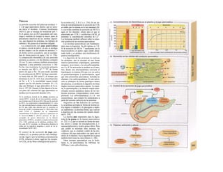 Páncreas
La porción exocrina del páncreas produce 1-
2 1 de jugo pancreático diarios, que se secre-
tan hacia el duodeno. Contiene bicarbonato
(HCO3'), que se encarga de neutralizar (pH 7-
8) el quimo rico en HCl procedente del estó-
mago y también de romper la mayor parte de
precursores inactivos de las enzimas digesti-
vas, que digieren las proteínas, los hidratos de
carbono y las grasas en el intestino delgado.
La composición del jugo pancreático
se parece a la de la saliva, ya que se produce
en dos etapas y en los acinos se secreta Cl~
de forma activa secundaría, que se acompa-
ñan de forma pasiva de agua y Na+
(v. 236).
La composición electrolítica de esta secreción
primaria se parece a la del plasma (compare
Al con 2), pero contiene también proenzimas
digestiuas y otras proteínas (exocitosis; v. 30).
En las vías excretoras la secreción primaria
se mezcla con HCCv, Que se s
'9ue
de forma
pasiva de agua y Na+
. De este modo aumenta
la concentración de HCO3' del jugo pancreáti-
co hasta más de 100 mmol/1, al tiempo que
disminuye la de Cl~ (A3). Las concentraciones
de Na+
y K+
y la osmolalidad siguen siendo
iguales que las del plasma (compare Al y 2),
algo que distingue al jugo pancreático de la sa-
liva (v. 237, B). Durante la fase digestiva la ma-
yor parte del volumen del jugo pancreático se
produce por la secreción ductular (A3).
En Ia membrana lummal de las células ductulares se
secreta HCO3" a través de un intercambiador amónico,
que al tiempo saca Ch de Ia luz (B1). Para que Ia secreción
de HC03~ no comprometa Ia disponibilidad de Cl~ en Ia
luz, éste recircula hacia Ia misma a través de los canales
de Ch, que están más abiertos por Ia secretina (a
través de cAMP y Ia proteincinasa A = PKA) (B2). Este
canal CFTR (= regulador de Ia conductancia
transmembrana de Ia fibrosis quística) es defectuoso en
Ia mucovisci-dosis (= fibrosis quistica), Io que se
acompaña de graves alteraciones en Ia función
pancreática. El HCO3- secretado se origina en Ia reacción
CO2 + OH- catalizada por Ia anhidrasa carbónica (AC).
Por cada HCO3" secretado, un hidrogenión abandona Ia
célula por su superficie sanguínea a través de un in-
tercambiador NaVH+
(B3).
El control de la secreción de jugo pan-
creático (C) se produce por las vías colinérgi-
cas (n. vago) y por la hormona co/ecisíocin/na
(CCK; refuerza el efecto vagal por los recepto-
res CCKA de las fibras colinérgicas del acino) y
la secretina (A2, 3, B, C y v. 234). En un sis-
tema de retroalimentación la secreción de CCK
se inhibe por la tripsina en la luz intestinal (D).
La secretína aumenta la secreción de HCO3-y
agua en los dúctulos, efecto para el que es
potenciada por CCK y aceíilco/ina (AChJ, al
aumentar la concentración citosólica de Ca2+
.
Las hormonas también influyen sobre la expre-
sión genética de las enzimas pancreáticas.
Las enzimas pancreáticas son fundamen-
tales para la digestión. Su pH óptimo es 7-8.
Si la secreción de HCOs- es
insuficiente (en la
mucoviscidosis), el quimo sigue siendo dema-
siado ácido y se produce una insuficiencia di-
gestiva (ma/digesíión).
La digestión de las proteínas la realizan
las proteasas, que se secretan en una forma
inactiva (proenzima): tripsinógeno, quimiotrip-
sinógeno, proe/ostasa y las procarboxipeptida-
sas A y B. Su activación se produce en el intes-
tino, donde una enteropeptidasa convierte el
tripsinógeno en tripsina (D), que a su vez activa
el quimotripsinógeno a quimiotripsina, igual
que otras proenzimas pancreáticas, incluidas las
elastasas y las carboxipeptidasas. Si esta activa-
ción se produjera de forma patológica dentro
del páncreas, se produciría la digestión de dicho
órgano (necrosis pancreática aguda). La tripsi-
na, la quimiotripsina y la elastasa rompen deter-
minadas uniones peptídicas dentro de las mo-
léculas proteicas, comportándose como endo-
proíeasas. Las carboxipeptidasas A y B son
exopeptidasas, que rompen los aminoácidos a
partir del extremo carboxilo de las proteínas.
Digestión de los hidratos de carbono.
La α-amilasa secretada en forma de enzima ac-
tiva digiere el almidón y el glucógeno a malto-
sa, maltotriosa y α-dextrina límite, que vuelven
a digerirse por las enzimas del epitelio intesti-
nal (v. 259).
La enzima más importante para la diges-
tión de la grasa es la lipasa pancreática
(v. 252 y s.), que se secreta en forma de enzi-
ma activa y rompe los triacilgliceroles a 2-
monoacilgliceroles y ácidos grasos libres. Para
que actúen se necesitan otras enzimas, las
colipasas, que se originan a partir de las pro-
colipasas del jugo pancreático (en parte por el
efecto de la tripsina). En la digestión de la grasa
también intervienen las sales biliares (v. 248).
Otras enzimas pancreáticas son la fosfo-
lipasa A2, la (pro)-elastasa, las ARNasas, las
ADNasas y una carboxilesterasa.
 