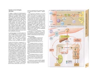 Función excretora del hígado;
bilirrubina
El hígado se encarga de la desintoxicación y
excreción de numerosas sustancias, sobre todo
lipófilas, que se pueden producir durante el
metabolismo (bilirrubina u hormonas esteroi-
deas) o proceden del intestino (el antibiótico
cloramfenicol). Para ello hace falta biotrans-
formarlas. En un primer paso se añaden a las
sustancias hidrófobas grupos OH". NH2" o
COOH" reactivos con la ayuda de enzimas
(monooxigenasas, entre otras) y después, en
un segundo paso, se les acopla ácido glucuró-
nico, acetato, glutatión, guana o sulfato.
Estos conjugados hidrosolubles pueden ser
transformados a nivel renal y excretados en la
orina (como los conjugados con glutatión,
como el ácido mercáptico) o bien secretarse
por los hepatocitos hacia la bilis, para su pos-
terior eliminación con las heces.
Los hepatocitos disponen en Ia membrana canalicu-lar de
distintos transportadores, sobre todo dependientes de
ATP, como MDR1 (proteína de resistencia a múltiples
fármacos 1) para los metabolitos hidrófobos, sobre todo
catiónicos, MDR3 para fosfa-tidilcolina y cMOAT (=
transportador de aniones orgánicos multiespecífico
canalicular = MRP2 = proteína de resistencia a múltiples
fármacos 2) para los conjugados con glutatíón,
glucurónido y sulfato y para múltiples aniones orgánicos.
Fuentes de bilirrubina y conjugación. La
bilirrubina se origina en un 85% a partir de
la hemoglobina de los eritrocitos y el resto
de otras proteínas hemo, como los citocro-
mos (A y B). Cuando se destruye la hemoglo-
bina (sobre todo por los macrófagos), la globi-
na y el hierro (v. 90) se separan y a partir del
anillo de porfirina se originan tras varios pa-
sos intermedios biíiuerdina y por último la bi-
lirrubina amarilla (35 mg de bilirrubina por
1 g de hemoglobina). La bilirrubina libre (bi-
lirrubina indirecta) es menos hidrosoluble y
resulta tóxica al ser liposoluble. En sangre se
une a la albúmina (2 mol de bilirrubina/1 mol
de albúmina), pero es captada sin la misma
por los hepatocitos (A). Con la ayuda de la
glucuroniltransferasa y gastando glucosa,
ATP y UTP se sintetiza en los mismos UDP-
ácido glucurónico, con el que se conjuga la
bilirrubina. Así se produce el glucurónido
de bilirrubina, hidrosoluble, que se secre-
ta por un mecanismo activo primario hacia
los canalículos biliares (cMOAT = hBSEP
v. 248).
La excreción de bilirrubina con Ia bilis
supone 200-250 mg/d, de los que un 85% se
excreta con las heces. En el intestino la bilirru-
bina es convertida en estercobilinógeno inco-
loro por las bacterias (B), que se oxida en parte
a estercobi/ina, una sustancia parda, respon-
sable del color de las heces. Aproximadamente
el 15% del glucurónido de bilirrubina es des-
conjugado por las bacterias intestinales y re-|
gresa en forma lipófila (en parte como ester-
cobilinógeno) hacia el hígado (circulación en-
terohepática). Un pequeño porcentaje (1%)
alcanza la circulación mayor y se excreta por el
riñon en forma de urobi/inógeno (= estercobi-
linógeno) (B). Cuando existe una hepatopatía,
aumenta la excreción renal.
La concentración plasmática normal
de bilirrubina es 17 µηιοΐ/ΐ máximo (= 1 mg/
di). Si superara los 30 µπιοΐ/ΐ (= 1,8 mg/dl), se
produciría una coloración amarillenta de la es-
clerótica y posteriormente de la piel ('ictericia).
Causas de ictericia:
1. Ictericia prehepática. Un aumento de Ia he
molisis hace que se produzca tal cantidad de bilirru
bina, que el hígado sólo pueda excretarla si man
tiene elevadas las cifras plasmáticas. En este caso
aumenta sobre todo Ia bilirrubina indirecta (no con
jugada).
2. La ictericia ¡ntrahepática se produce por
a) lesiones de los hepatocitos por tóxicos (hongos)
o inflamación (hepatitis), que alteran el transporte
y conjugación de Ia bilirrubina; b) en Ia Ictericia
neonatal por hemolisis por Ia ausencia total (sín
drome de Crigler-Najjar) o Ia inmadurez del siste
ma de glucuronización; c) por inhibición de Ia glu
curoniltransferasa, por ejemplo por esteroides;
d) por un defecto congénito (Dubin-Johnson) o una
inhibición (medicamentos u hormonas esteroideas)
de Ia secreción de bilirrubina hacia los canalículos
biliares.
3. En Ia ictericia posthepática las vías biliares
se obstruyen (por cálculos o tumores) con estasis
biliar. En Ia sangre aparece sobre todo bilirrubina
conjugada («directa») y aumenta también Ia fosfa-
tasa alcalina, que es un componente normal de Ia
bilis
En los tipos 2a, 2d y 3 aumenta Ia bilirrubina conjugada
en Ia orina (coloración parda) y en el tipo 3 también se
pierde el color de las heces, porque no llega bilirrubina al
intestino y no se produce esterco-bilina.
 