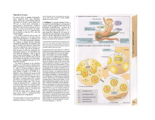 Digestión de Ia grasa
La ingesta diaria de grasas (mantequilla,
aceite, margarina, leche, carne, salchichas,
huevos, nueces, etc.) es muy distinta según los
individuos (10-250 g/d) y como media es 60-
100 g/d. La mayor parte corresponde a
grasas neutras o triaciíg/icerina (= triglicéri-
dos) (90%), entre los que se incluyen los /os/o-
lípidos, los esteres de colesterol y las uitami-
nas Uposolubles A, D, K y E. Todos estos lipi-
dos se absorben en más del 95% a nivel del
intestino delgado.
Los !¡pidos se disuelven mal en agua. Su
digestión y absorción en un medio acuoso
como el del tubo digestivo y su transporte en el
plasma (v. 254) exigen mecanismos especiales
(A). Aunque se pueden absorber pequeñas
cantidades de triglicéridos sin romperlos, para
que se produzca una absorción normal hace
falta que se digieran de forma enzimatica las
grasas de Ia dieta. Para que las enzimas ac-
túen, las grasas se tienen que emulsionar me-
cánicamente (gracias a los movimientos del
tercio distal del estómago; v. 240), ya que las
gotas de grasa emulsionadas (1-2 µηΐ; Bl) re-
presentan una mayor superficie para la acción
de las lipasas (en relación con la masa grasa).
Las siguientes enzimas participan en la di-
gestión de las grasas:
Las lipasas se producen en las glándulas
linguales, en el fondo gástrico (células princi-
pales y accesorias) y en el jugo pancreático (A
y v. 246J. Un 10-30% de la grasa se rompe en
el estómago (el pH ácido es óptimo para las li-
pasas gástrica y lingual) y un 70-90% en el
duodeno y tercio proximal del yeyuno (el pH
óptimo de la lipasa pancreática es 7-8). Las li-
pasas son activas a nivel de la interfase entre la
fase grasa y el entorno acuoso (B). La lipasa
pancreática (triacilglicerina lipasa) desarro-
lla su actividad !¡política (máx. 140 g de gra-
sa/min) en presencia de Ca2+
y colipasas, que
se producen bajo efecto de la tripsina a partir
de las proco/ipasas del jugo pancreático. La
lipasa pancreática rompe la triacilglicerina
incorporando H2O al enlace éster I y S (v.
227, B), de forma que se generan ácidos
grasos libres (AGL) y 2-monoaci/g/icerina
como productos de la degradación.
Esta enzima genera una fase viscosa isótropa con
propiedades hidrófobas e hidrófilas simultáneas (B2).
Cuando hay un exceso de Ca2
* o una concen-
tración demasiado baja de monoacilglicerina una parte
de los ácidos grasos reaccionan formando jabones
calcicos, que se pueden eliminar.
La fosfolipasa A2 (activada mediante la tripsi- ¡
na a partir de la pro-fosfolipasa A2 del jugo pan- I
creático) rompe el segundo enlace éster de los j
fosfolípidos (fosfatidilcolina = lecitina) de I
las micelas en presencia de sales biliares y Ca2+
. I
Una carboxilesterasa inespecífica (= Ii- 1
pasa inespecífica, hidrolasa de los esteres de 1
colesterol) del jugo pancreático actúa también 1
sobre las micelas rompiendo los esteres de co-
lesterol y los tres enlaces éster de la triacilgli-
cerina y los esteres de las vitaminas A, D y E. j
La lipasa también esta presente en Ia leche materna (no en
Ia de vaca), Io que permite al lactante Ia digestión de Ia
grasa de Ia leche. Esta enzima es lábil con el calor, de
forma que Ia pasteurización de Ia leche materna reduciría Ia
capacidad de digerir Ia grasa del lactante.
En presencia de las sales biliares (v. 248) se!
producen de forma espontánea micelas a partir
de los monoacilgliceroles, los AGL de cadena
larga y otros !¡pidos en el intestino delgado
(B3). (Los AGL de cadena corta son relativa-
mente polares y se pueden absorber sin necesi-1
dad de micelas ni de sales biliares). Las micelas
tienen un tamaño de sólo 20-50 nm (con una
relación superficie/volumen 50 veces mayor I
que las gotas de grasa emulsionadas), lo que
permite un íntimo contacto de los productos
de degradación de las grasas lipófilos con la
pared intestinal, que resulta esencial para la ab-
sorción de la grasa. Los segmentos polares de
las sustancias presentes en las micelas (como las
sales biliares conjugadas, el monoacilglicerol y
los fosfolípidos) se orientan hacia el ambiente
acuoso, mientras que los segmentos apelares
se dirigen hacia el interior de la misma. Los Ii-I
pidos completamente apelares (éster de coles-]
terol, vitaminas Uposolubles, tóxicos liposolu-
bles) se encuentran en el centro de la micela, j
en un medio lipófilo (el denominado continuo]
hidrocarburo) y en este entorno entran en
contacto con el ribete en cepillo del epitelio,
donde son captados de forma pasiva (AGL, en
parte mediado por transportador) por las célu-l
las mucosas. La absorción de las grasas termina
como máximo al final del yeyuno y las saíes
biliares libres de las micelas se absorben en el
íleon terminal y vuelven a utilizarse (circula-
ción enterohepática; v. 249, B).
 