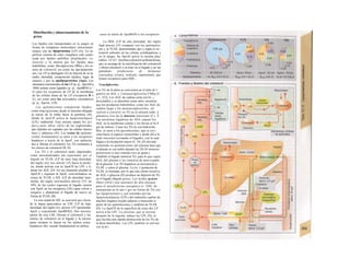 Distribución y almacenamiento de Ia
grasa
Los lípidos son transportados en la sangre en
forma de complejos moleculares (microemul-
siones) con las lipoproteínas (LP) (A). La su-
perficie externa de estos complejos está consti-
tuida por lípidos anfófilos (fosfolípidos, co-
lesterol) y la interna por los lípidos muy
hidrófobos, como Macilglicerina (TG) y los es-
teres de colesterol, así como las apo/ipoproteí-
nas. Las LP se distinguen (A) en función de su ta-
maño, densidad, composición lipídica, lugar de
síntesis y por la apolipoproteína (Apo). Los
elementos estructurales de las LP (p. ej., ApoAII y
-B48) actúan como ligandos (p. ej., ApoBlOO y -
E) para los receptores de LP de la membrana
de las células diana de las LP (receptores B o
E), así como para los activadores enzimáticos
(p. ej., ApoAI, -ClI).
Los quilomicrones transportan lípidos,
como íriaci/g/icerina, desde el intestino delgado
(a través de la linfa) hacia la periferia (D),
donde la ApoCII activa la lipoproteinlipasa
(LPL) endotelial. Esta enzima separa los áci-
dosc¡rasos libres (AGL) de los triglicéridos,
que rjQeden ser captados por las células muscu-
lares y adiposas (D). Los restos de quilomi-
crones (remanentes) se unen a los receptores
hepáticos a través de la ApoE, son endocita-
dos y liberan el colesterol, los TG residuales y
los esteres de colesterol (B, D).
Los TG y el colesterol tanto importados
como neosintetizados son exportados por el
hígado en VLDL (LP de muy baja densidad,
del inglés very low density LP) hacia la perife-
ria, donde activan con su ApoCII las LPL y li-
beran los AGL (D). En ese momento pierden la
ApoCII y exponen la ApoE, convirtiéndose en
restos de VLDL o IDL (LP de densidad inter-
media, del inglés intermedíate density LP), un
50% de las cuales regresan al hígado (unión
con ApoE en los receptores LDL) para volver a
cargarse y abandonar el hígado de nuevo en
forma de VLDL (B).
La otra mitad de IDL se convierte por efecto
de la lipasa pancreática en LDL (LP de baja
densidad, del inglés low density LP) (perdiendo
ApoE y exponiendo ApoBlOO). Dos terceras
partes de esta LDL liberan el colesterol y los
esteres de colesterol en el hígado y la tercera
parte restante lo hacen en los tejidos extra-
hepáticos (B), siendo fundamental en ambos
casos la unión de ApoBlOO a los receptores
La HDL (LP de alta densidad, del inglés
high density LP) comparte con los quilomicro-
nes y la VLDL determinadas apo y capta el co-;
lesterol sobrante en las células extrahepáticas y
en la sangre. Su ApoAI activa la enzima plas-
mática LCAT (lecitina-colesterol-aciltransferasa,
que se encarga de Ia esterificación del colesterol)
y libera colesterol y su éster en el hígado y en las
glándulas productoras de hormonas
esteroideas (ovario, testículo, suprarrenal), que
tienen receptores para HDL.
Triacilglicerina
Los TG de la dieta se convierten en el tubo di-1
gestivo en AGL y 2-monoacilglicerina CMGj (C
y v. 252). Los AGL de cadena corta son hi- 4
drosolubles y se absorben como tales, mientras
que los productos hidrófobos, como los AGL de
cadena larga y los monoacilgliceroles, sel
vuelven a convertir en TG en el retículo endo- ]
plásmico liso de la mucosa intestinal (C). 1
Las proteínas ligadoras de AGL captan los
AGL en la membrana celular y los llevan al Iu-1
gar de síntesis. Como los TG no son hidrosolu-
bles, se unen a los qui/omicrones, que se exo-
citan hacia el espacio extracelular y desde allí a Ia
linfa intestinal (evitando el hígado), con la cual
llegan a la circulación mayor (C, D). (El elevado
contenido en quilomicrones del plasma hace que
el plasma se vea turbio durante los 20-30 minutos
posteriores a una comida rica en grasa.)
También el hígado sintetiza TG, para lo que capta
AGL del plasma o los sintetiza de novo a partir
de la glucosa. Los TG hepáticos se incorporan a
VLDL y salen al plasma. La ex- I portación de
VLDL es limitada, por lo que una oferta excesiva
de AGL o glucosa (D) produce un depósito de TG
en el hígado (hígado graso). Los ácidos grasos
libres (AGL) son sustratos de alta energía
para el metabolismo energético (v. 228). Se
transportan en la san-1 gre en forma de TG (en
las lipoproteínas) y son extraídos por las
lipoproteinlipasas (LPL) del endotelio capilar de
muchos órganos (tejido adiposo y muscular) a
partir de los quilomicrones y también de VLDL
(D). La ApoCII de la superficie de estas dos LP
activa a las LPL. La insulina, que se secreta
después de la ingesta, induce las LPL (D), lo
que facilita una rápida destrucción de los TG de
la dieta absorbidos. Las LPL también se activan
con la he-
 