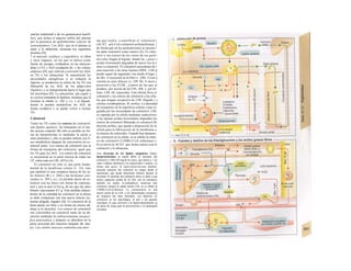 ραπ'ηα (endotelial o de los granulocitos basófi-
los), que aclara el aspecto turbio del plasma
por la presencia de quilomicrones («factor de
actaramiento»). Los AGL, que en el plasma se
unen a la albúmina, alcanzan los siguientes
destinos (D):
* el músculo cardíaco y esquelético, el riñon
y otros órganos, en los que se utiliza como
fuente de energía, oxidándose en las mitocon-
drias a CO2 y H2O (oxidación β); » las células
adiposas (D), que vuelven a convertir los AGL
en TG y los almacenan. Si aumentaran las
necesidades energéticas o se redujera la
ingesta, se produciría la rotura de los TG con
liberación de los AGL de los adipo-citos
(lipólisis) y se transportarían hacia el lugar que
los necesitara (D). La adrenalina, glu-cagón y
el cortisol estimulan la lipólisis, mientras que la
insulina la inhibe (v. 282 y s.); « el hígado,
donde se pueden metabolizar los AGL de
forma oxidativa o se puede volver a formar
TG.
Colesterol
Tanto los TG como los esteres de colesterol
son lípidos apelares. Su transporte en el me-
dio acuoso corporal (B) sólo es posible en for-
ma de lipoproteínas (o mediante la unión a
otras proteínas) y sólo se pueden utilizar con fi-
nes metabólicos después de convertirlos en co-
lesterol polar. Los esteres de colesterol son la
forma de transporte del colesterol, igual que
los TG para los AGL. Los esteres de colesterol
se encuentran en la parte interna de todas las
LP, sobre todo en LDL (42%) (A).
El colesterol no sólo es una parte funda-
mental de la membrana celular (v. 14), sino
que también es una sustancia básica de las sa-
les biliares (B y v. 248) y las hormonas este-
roideas (v. 294 y ss.). La pérdida diaria de co-
lesterol con las heces (en forma de coprosta-
noí) y por la piel es 0,6 g, de los que las sales
biliares representan 0,5 g. Esta pérdida (depen-
diente de la cantidad de colesterol en la dieta)
se debe compensar con una nueva síntesis (in-
testino delgado, hígado) (B). El colesterol de la
dieta puede ser libre o en forma de esteres (B,
abajo a la derecha). Los esteres de colesterol
son convertidos en colesterol antes de su ab-
sorción mediante la carfooxiesterasa inespecí-
fica pancreática y después se absorben en la
parte proximal del intestino delgado (B, aba-
jo). Las células mucosas contienen una enzi-
ma que vuelve a esterificar el colesterol j
(ACAT, acil-CoA-colesterol-aciltransferasa), i
de forma que en los quilomicrones se encuen-!
tra tanto colesterol como esteres (A). El coles-
terol y sus esteres de los restos de ios quilo-
micrones llegan al hígado, donde las ¡¡pasas i
acidas lisosomales degradan de nuevo los és-l
teres a colesterol. El colesterol procedente de i
esta reacción y de otras fuentes (HDL, LDL)]
puede seguir las siguientes vías desde el higa- j
do (B): 1) excreción en la bilis (v. 248); 2) con-]
versión en sales biliares (v. 249, B); 3) incor-j
poración a las VLDL, a partir de las que se
produce, por acción de las LPL, IDL y, por úl-
timo. LDL (B, izquierda). Esta última lleva el
colesterol y los esteres de colesterol a las célu-
las que tengan receptores de LDL (hígado y j
células extrahepáticas; B, arriba). La densidad
de receptores en la superficie celular viene re-
gulada por las necesidades de colesterol. LDL
es captada por la célula mediante endocitosis
y las lipasas acidas lisosomales degradan los
esteres de colesterol liberando el colesterol (B,
derecha arriba), que queda a disposición de la
célula para la fabricación de la membrana o
la síntesis de esferoides. Cuando hay demasia-
do colesterol en la célula: a) se inhibe la sínte-
sis de colesterol (3-HMG-CoA-reductasa) y
b) se activa la ACAT, que forma esteres con el
colesterol y lo almacena.
Una elevación de los lípidos sanguíneos (hiper-
lipoproteinemia) se puede deber al aumento del
colesterol (>200-220 mg/dl en suero, que afecta a 1 de
cada 5 adultos alemanes), los triglicéridos o ambos. La
forma más grave, Ia hipercolesterole-mia familiar,
presenta aumento del colesterol en sangre desde el
nacimiento, que puede determinar Infartos durante Ia
juventud. El aumento del colesterol sérico se debe a una
menor captación celular de Ia LDL rica en colesterol;
también los tejidos ex-trahepáticos sintetizan más
colesterol, porque al captar menos LDL no se inhibe Ia
3-HMG-CoA-re-ductasa. La consecuencia es una
mayor unión de Ia LDL a los denominados receptores
de limpieza (de baja afinidad), con depósito de
colesterol en los macrófagos, Ia piel y las paredes
vasculares, Io que convierte a Ia hipercolesterolemia en
un factor de riesgo para Ia aterosclerosis y Ia cardiopatía
coronaria.
 