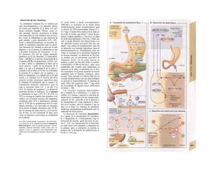 Absorción de las vitaminas
La cobalamina (vitamina B12) se sintetiza poi
unos microorganismos y los animales superio
res tienen que ingerirla en la dieta. Los pro-
ductos animales (hígado, ríñones, carne, le-
che, pescado, huevos) constituyen la fuente
más importante de esta sustancia para el hom-
bre. Como la cobalamina es una molécula de
gran tamaño y poco liposoluble (CN-, OH-.
metil- y adenosilcobalamina), se necesitan sis-
temas de transporte especiales para su absor-
ción intestinal (A). Durante su paso por el tube
digestivo y en el plasma, la cobalamina se une
a distintas proteínas de transporte: 1) /ac-
tor intrínseco (FI) (de las células parietales
gástricas) en Ia luz intestinal; 2) transcoba/a-
mina // (TCII) en el plasma; 3) proteína R en
el plasma (TCI), los granulocitos (TCHI), sali-
va, bilis y leche. La cobalamina se libera por el
ácido gástrico a partir de las proteínas de la
dieta y se une a la proteína R de la saliva y
(cuando el pH es alto) al FI (Al). En el duodeno
la proteína R se digiere por la tripsina y se
libera la cobalamina y es captada por el FI (que
resiste a la tripsina). En la mucosa del íleon
terminal existen receptores específicos para
el complejo Fl-cobalamina, que lo captan y lo
internalizan mediante endocitosis, para la
cual se necesitan iones Ca2+
y un pH >5,6
(A2). El número de receptores y la absorción
aumentan durante el embarazo. En el plasma
la cobalamina se liga a TCI, II y III (A3). La
TCII se encarga de repartir esta sustancia a las
células con actividad mitótica del organismo
(receptores para TCII y endocitosis), mientras
que la TCIII (de los granulocitos) lleva la coba-
lamina sobrante y los derivados no deseados
de la misma al hígado (receptores para TCIII),
que se encarga de almacenarlos o excretarlos
con la bilis. La TCI (semivida 10 días) sirve
como un depósito a corto plazo de cobalamina
en el plasma.
Una dieta exclusivamente vegetariana o las alteraciones
en Ia absorción de Ia cobalamina producen síntomas de
deficiencia grave, como Ia anemia perniciosa y lesiones
medulares (mielosis funicular). Suelen tardar años en
aparecer ya que el organismo tiene almacenadas unas
1.000 veces Ia cantidad que se necesita a diario (1 µg) (v.
90).
El ácido fólico o ácido pteroilglutámico
(PtB-GIu1) es necesario en su forma activa
metabólicamente (ácido tetrahidrofólico) para
la síntesis de DNS (necesidades diarias O, Ι-
Ο, 2 mg). El ácido fólico aparece en la dieta so-
bre todo en formas que tienen 7 restos de glu-
támico (cadena peptídica γ, Pte-G/u7) en lugar
de ácido pteroilglutámico (Pte-Glu¡). Dado que
sólo se puede absorber esta última forma a ni-
vel intestinal (yeyuno proximal) (B), hay que
digerir esta cadena de poliglutamilos antes de
la absorción con enzimas específicas (pteroil-
glutamatohidrolasas). Posiblemente estas en-
zimas se localizan en la membrana luminal de
la mucosa intestinal. La absorción de PIe-GIu1
se produce por un mecanismo específico de
transporte activo. En la célula mucosa se
produce a partir de Pte-Glul ácido N5-metilte-
trahidrofólico (5-Me-H4-Re-Qu1), entre otros
metabolites (B). Cuando estos metabolitos ya
aparecen en la dieta, se absorben con el mis-
mo mecanismo en la pared intestinal (el mismo
empleado para el fármaco citotóxico meto-
trexato). Para convertir el 5-Me-H4-PtB-GIu1 en
el ácido tetrahidrofólico con actividad biológica
se necesita la metilcobalamina. El depósito de
ácido fólico del organismo (unos 7 mg) cubre
las necesidades de algunos meses (deficiencia
de folato, v. 90).
Las restantes vitaminas hidrosolubles
(B1 o tiamina, B2 o riboflavina, C o ácido as-
córbico, H o biotina o niacina) se absorben de
forma activa secundaria con un transportador
simparte de Na+
, parecido al de la glucosa o
los aminoácidos (C). Estas sustancias se absor-
ben en el yeyuno, salvo la vitamina C que lo
hace en el íleon. La vitamina B6 (piridoxal,
piridoxina, piridoxamina) posiblemente sólo se
reabsorbe de forma pasiva.
La absorción de vitaminas liposolubles
(A o retinol, D2 o colecalciferol, E o tocoferol,
K1 o filoquinona, K2 o farnoquinona) exige la
formación de micelas, igual que para las gra-
sas (v. 252). Los mecanismos de la absorción
no están claros (son saturables y dependen de
la energía), pero su transporte en plasma se
produce tras la formación de quilomicrones y
VLDL (v. 254 y s.).
 