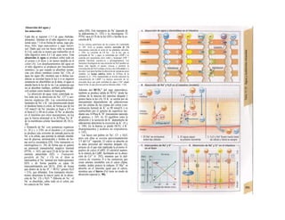 Absorción del agua y
los minerales
Cada día se ingieren 1,5 I de agua (bebidas,
alimento). Además en el tubo digestivo se ge-
neran unos 7 1/d en forma de saíiua, jugo gás-
trico, bilis, jugo pancreático y jugo intesti-
nal. Dado que con las heces sólo se pierden
0,11/d, cada día se tienen que reabsorber en el
tubo digestivo unos 8,4 I de agua netos. Esta
absorción de agua se produce sobre todo en
el yeyuno y el íleon, y en menor medida en el
colon (A). Los desplazamientos del agua en
el tubo digestivo se producen por mecanismo
osmótico, ya que cuando se absorben sustan-
cias con efecto osmótico (como Na+
, Ch), el
agua las sigue (B), mientras que si dichas sus-
tancias se secretan hacia la luz o si se ingieren
sustancias no absorbibles en la dieta, el agua es
atraída hacia la luz de la vía. Las sustancias que
no se absorben (sulfates, sorbitol, polietilengli-
col) actúan como medios de transporte.
La absorción de agua viene controlada so-
bre todo por la absorción de Na+
, Cl" y sus-
tancias orgánicas (B). Las concentraciones
luminales de Na+
y K+
van disminuyendo desde
el duodeno hasta el colon, de forma que de los
145 mmol/1 de Na+
iniciales se llega a 125 en
el íleon (C) y 40 en el colon. El Na+
se absorbe
en el intestino por otros mecanismos, en los
que la fuerza principal es la ATPasa Na+
/K+
de la membrana celular basolateral (B, D) (v.
26):
» Simporfe de Na+
con sustancias orgánicas
(v. 26 y s. y 258): en el duodeno y el yeyuno
se produce una corriente de entrada pasiva de
Na+
a la célula, que permite la entrada simultá-
nea de glucosa, aminoácidos y fosfato de for-
ma activa secundaria (Dl). Este transporte es
electrogénico (v. 28), de forma que se genera
un potencial transepitelial negativo luminal
(PTNL, v. 162), que saca Ch de la luz por me-
canismo paracelular (D2). » Transporte
paralelo de Na+
y Ch en el íleon se
intercambia el Na+
luminal por hidro-geniones
(D3) y de forma paralela se capta Or
intercambiándolo por HCO3
-
(D4), de forma
que dentro de la luz H+
+ HCO3" genera H2O
+ CO2, que difunden. Este transporte electro-
neutro determina la mayor parte de la absor-
ción de Na+
, Ch y H2O. * Difusión de Na+
: el
Na+
es absorbido, sobre todo en el colon, por
los cana/es de Na+
lumi-
nales (DS). Este transporte de Na+
depende de
la aldosterona (v. 182) y es electrógeno. El
PTNL saca el Ch de la luz (D2) o facilita la se-
creción de K+
.
En las células epiteliales de las criptas efe Lieberkühn
(v. 245, A16) se produce también secreción de Ch
(mecanismo parecido al acino de las glándulas salivales;
v. 236). La corriente de Ch ha- , cia Ia luz, que se
acompaña de Na+
y agua, es estimulada por cAMP y se
controla por mecanismo neu-l roñal y hormonal (VIP =
péptido intestinal vasoacti-vo y prostaglandinas). Las
funciones fisiológicas de esta secreción de H2O pueden ser
hacer más líquido el quimo viscoso y permitir Ia
recirculación del H2O (criptas a Ia luz a las vellosidades y a
las crip-1 tas) para facilitar Ia absorción de sustancias poco
solubles. La toxina colérica inhibe Ia GTPasa de Ia
proteína Gs (v. 274), manteniendo en niveles máximos Ia
concentración de cAMP. La intensa secreción de Q-
asociada hace que gran cantidad de agua y Na* salgan
hacia Ia luz, Io que provoca graves diarreas (máx. 1 l/h).
Además del HCO3" del jugo pancreático,
también se produce salida de HCO3" desde las
células de la mucosa del intestino delgado y
grueso hacia la luz (A). El K+
se secreta por un
mecanismo dependiente de aldosterona
por las células de las criptas del colon (con-
centración luminal de K+
es 90 mmol/l) y es
reabsorbido por el epitelio de superficie me-
diante una ATPasa K+
/H+
(mecanismo parecido
al gástrico; v. 243, A). El equilibrio entre la
absorción y la secreción de K+
dependiente de
aldosterona determina la excreción de K+
(A y
v. 180). En la diarrea se pierde HCO3' y K+
(hipopotasemia y acidosis no respiratoria;
v. 142).
Las heces son pobres en Na+
, Cl~ y H2O,
pero con ellas se excreta aproximadamente
1/3 del Ca2+
ingerido. El calcio se absorbe en
la parte proximal del intestino delgado (A),
proceso en el que está implicada la proteína Ii-
gadora de calcio (CaBPj. El calcitriol aumen-
ta la síntesis de CaBP, facilitando así la absor-
ción de Ca2+
(v. 292), mientras que la defi-
ciencia de vitamina D o las sustancias que
crean uniones insolubles con el calcio (fitina,
oxalato, ácidos grasos) la reducen. El Mg2+
se
absorbe en el intestino igual que el calcio,
mientras que el hierro (Fe) tiene un modo de
absorción especial (v. 90).
 