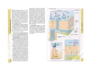 transportadores o receptores hormonales.
Las proteínas se anclan a los restos de ami-
noácidos lipófilos o se colocan sobre proteí-
nas ya ancladas. Algunas proteínas de mem-
brana se pueden mover con libertad en la
membrana, mientras que otras se anclan en
el citoesqueleto, como los intercambiadores
amónicos de los eritrocitos. La superficie ce-
lular está revestida por el glucocálix, com-
puesto por las porciones glucídicas de las glu-
coproteínas y los glucolípidos de la membra-
na celular (61,4) y de la matriz extracelular.
El glucocálix permite las interacciones célula-
célula (reconocimiento de superficie, entrí
otros). Las selectinas son proteínas de mem
brana que se unen a componentes del gluco
cálix (v. neutrófilos).
El citoesqueleto posibilita que la célulí
adopte diversas morfologías (p. ej., en la di
visión celular), que se mueva (migración, ci
lios) y que se produzca el transporte intrace
lular (vesículas, mitosis). Contiene filamento
de actina, microtúbulos originados en lo
centrosomas y filamentos intermedios
como vimentina, desmina, queratina y neu
rof ¡lamentos.
fp>
equilibrio de cargas (canales de Cl~). Estas
proteínas de transporte y enzimas son apor-
tadas a los lisosomas primarios desde el apa-
rato de Golgi. La manosa-6-fosfato (M6P) sir-
ve como «etiqueta», ya que se liga con los re-
ceptores para M6P en la membrana de Golgi
y forma la estructura mediante endocitosis
mediada por receptores ayudada por una
clatrina (v. 28). En el medio ácido las proteí-
nas se separan del receptor y se desfosfori-
lan; posteriormente, se recicla (F). Las pro-
teínas desfosforiladas ya no son reconocidas
por el receptor M6P, lo que impide que re-
gresen al aparato de Golgi.
Los peroxisomas contienen enzimas (im-
portadas mediante una secuencia señalizado-
ra), con las que oxidan determinadas molécu-
las'orgánicas (R-H2), como los aminoácidos D
y los ácidos grasos: R-H2 + 02 -» R + H202.
La cata/asa presente en los peroxisomas
convierte 2 H202 en 02 + H2O y oxida toxi-
nas, como el alcohol, entre otras.
Mientras que las membranas de las orga-
nelas se ocupan de la compartimentalización
intracelular, la membrana celular (G) se
encarga de proteger el interior celular del
espacio extracelular (v. 2). Se compone de
una bicapa lipídica (Gl) y es lisa o muestra
digitaciones profundas (ribete en cepillo y la-
berinto basal, B). Según el tipo celular contiene
distintos porcentajes de fosfolípidos (so bre
todo fosfatidilcolina, G3, serina y etano
lamina, así como esfingomielina), colesterinc
(= colesterol) y g/uco/ípidos (p. ej., cerebro
sidos), cuyas porciones hidrófobas estar
opuestas entre sí, mientras que las porciona
hidrófilas se orientan hacia el entorno acuo
so, líquido extracelular o citosol (64). L
composición lipídica de ambas capas de 1;
membrana es muy distinta y los glucolípido
sólo están presentes en la capa externa. E
colesterol aparece en ambas y reduce la flui
dez de la membrana y su permeabilidad par
las sustancias polares. En la membrana lip:
dica fluida bidimensional están integrada
proteínas, que pueden representar desde <
25 (membrana de la mielina) al 75% (men
brana interna de la mitocondria) de la mas
de la membrana según el tipo de la misma; a
gunas atraviesan la doble capa lipídica un
(Gl) o más veces (G2) (proteínas irán,
membrana) y actúan como canales iónico:
 
