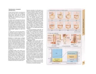 Intestino grueso, vaciamiento
intestinal, heces
El último tramo del tubo digestivo está constitute por el
intestino grueso (ciego y colon, 1,3 m de longitud) y el
recto. La mucosa del intestino grueso se caracteriza por
profundos pliegues (criptas), que están constituidos
principalmente por células productoras de moco, las
denominadas células caliciformes. Una parte de las
células superficiales (con un ribete en cepillo) se
encargan de Ia absorción.
El intestino grueso desempeña dos funciones
principales: sirve como depósito para el con-
tenido intestinal (primer depósito en el ciego y
colon ascendente y segundo depósito en el rec-
to) y absorbe el agua y los electrólitos (v. 262),
de forma que de los 500-1.500 mi de quimo
que entran cada día en el intestino grueso, sólo
se eliminan 100-200 ml. El intestino grueso no
resulta fundamental para la vida, lo que permite
resecar gran'des segmentos en caso de tu-
mores.
Si se introduce agua en el recto ésta se puede reabsorber y
los medicamentos (supositorios) administrados por vía
rectal se absorben también hacia Ia sangre a través de Ia
pared intestinal. Las sustancias administradas por esta vía
evitan el paso por el ácido gástrico y Ia acción de las
enzimas digestivas, eludiendo también el paso hepático.
Motilidad. En el intestino grueso se producen
mow'mientos de mezcla locales con forma-
ción de prominentes repliegues (haustras) y
también ondas peristálticas tanto anterógra-
das como retrógradas (marcapasos en el colon
transverso), que permiten almacenar las heces
tanto en el colon como en el ciego. Además se
producen 2-3 veces/d los denominados movi-
mientos de masa (A), que se suelen desenca-
denar por la comida y que se relacionan con el
denominado re/le;o gasírocólico y las hormo-
nas digesíiuas.
El movimiento de masas se puede visualizar con un
estudio radiológico con contraste (A1-A8). Se administra
Ia papilla contraste a las 7 de Ia mañana (A1) y a las 12 h
ya ha llegado al final del íleon y al ciego. El inicio de Ia
comida del mediodía estimula el vaciamiento ¡leal (A2).
Cinco minutos después se produce un estrechamiento en Ia
punta del contraste (A3) y poco después se llena el colon
transverso con el mismo (A4), aunque se producen
estrechamientos en su distribución (A5). Pocos minutos
más tarde (durante Ia comida todavía) se produce un
repentino estrechamiento del intestino y en muy poco tiempo
el contenido del mismo llega al colon sigmoide (A6-8).
Bacterias intestinales. El tubo digestivo es
estéril en el momento del nacimiento y durante
las primeras semanas de vida se coloniza por
vía oral con bacterias (anaerobios). En los adul-
tos el intestino grueso tiene 10"-1O12
bacterias
por mi de contenido, frente a 106
/nl a nivel
ileal. El bajo pH gástrico sirve come defensa
frente a la infección bacteriana, lo que
justifica que en la parte proximal del intestino
delgado casi no existan bacterias (0-104
/ml).
Las bacterias intestinales aumentan la actividad
inmune intestinal («inflamación fisiológica») y
su metabolismo resulta esencial para el hués-
ped. Convierten las sustancias no absorbibles
(como la celulosa) o los sacáridos no absorbi-
dos por completo (como la lactosa) en ácidos
grasos de cadena corta fáciles de absorber y
gas (metano, H2, CO2); además pueden sintetizar
vitamina K.
El ano está normalmente cerrado (Bl) y de
ello se encargan las denominadas válvulas con-
niventes que se localizan entre dos pliegues
opuestos, el músculo puborrectal, interno in-
voluntario y el esfínter anal externo volunta-
rio y, por último, un cuerpo hemorroidal veno-
so. El tono del esfínter interno (músculo liso) se
controla por el sistema simpático con recepto-
res α-adrenérgicos, mientras que el externo
(estriado) se contrae de forma tónica por ac-
ción del nervio pudendo.
Defecación. Cuando la parte superior del
recto (ampolla rectal) se llena de heces, se ex-
citan los sensores de distensión (B2), con re-
lajación refleja del esfínter interno (acomoda-
ción mediante neuronas VIP) y aumenta el
tono del esfínter externo, produciéndose ne-
cesidad de defecar. Si se puede defecar, se
acorta el recto, se relajan los músculos pu-
borrectal y el esfínter anal externo y la muscu-
latura circular del colon descendente, sigmoide
y el recto empuja ayudada por la prensa abdo-
minal las heces hacia el exterior (B3). La fre-
cuencia de defecaciones varía (3 veces/d a
3 veces/semana) y depende de la cantidad de
sustancias no reabsorbib/es (celulosa, lignina)
de la dieta. Una excesiva frecuencia defecato-
ria con heces líquidas (diarrea) puede producir
tantos problemas como el estreñimiento (defe-
caciones infrecuentes).
Heces (C). Como media se excretan 60-
80 g/d de heces (>200 g es diarrea), que se
componen en 1/4 de sustancia seca, de las que
1/3 procede de las bacterias intestinales.
 