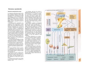 Hormonas, reproducción
Sistemas de integración del cuerpo
Los organismos multicelulares tienen que inte-
grar y coordinar los grupos de células y órga-
nos especializados, a diferencia de las células
individuales (v. 2). Esta coordinación la reali-
zan el sistema nervioso y el sistema hor-
monal, que también aportan información
adicional para la defensa por el sistema in-
mune (v. 94 y s.). Estos sistemas transmiten
señales mediante mecanismos eléctricos y
humorales (A).
Las señales nerviosas y hormonales se en-
cargan del control y la regulación (v. 4) del
meíabo/ismo y del «medio interno» (presión
arterial, valor del pH, equilibrio del agua y los
electrólitos, temperatura, etc.), así como del
crecimiento y maduración del organismo, de
las funciones orgánicas y comportamientos
fundamentales para la reproducción y, por úl-
timo, de la relación del organismo con su en-
torno. En este control y regulación intervienen
los sensores (sensores sentitivos) de los órganos
internos, el aparato locomotor y los órganos de
los sentidos, así como la muscu/atura esquelé-
tica, los factores psíquico-emocionales, etc.
En muchos casos las señales funcionan me-
diante mecanismos de retroalimentación
dentro del organismo (v. 4).
Los nervios están especializados en la trans-
misión rápida de seña/es y se distingue el siste-
ma neruioso centra! (SNC; v. 310 y ss.) del sis-
tema neruioso periférico, al que pertenecen:
• el sistema nervioso somático, que reco
ge información de los sentidos no viscerales
y la transmite en dirección central (aferencias) y
controla la musculatura esquelética (eferen-
cias),
» el sistema nervioso vegetativo periféri-
co (= autónomo) (v. 78 y ss.), que es eferente y
se encarga principalmente de regular la circula-
ción, los órganos internos y la función sexual.
Está relacionado con
» las aferencias viscerales, también deno-
minadas fibras nerviosas, que transmiten se-
ñales desde los órganos internos hacia el sis-
tema central y que suelen acompañar a las fi-
bras vegetativas en el mismo nervio (como el
vago), y
• el sistema nervioso entérico, que integra
la función local del esófago, el estómago y el
intestino (v. 234).
Las hormonas, igual que las citocinas y
quimocinas del sistema inmune (v. 94 y ss.) y los
neurotransmisores, son sustancias mensaje-
ras. Las hormonas se encargan de la transmi-
sión lenta a largo plazo de señales, para lo
cual necesitan del sistema circulatorio para su-
perar las importantes distancias dentro del or-
ganismo. Las hormonas y otras sustancias señal,
que sólo actúan sobre determinadas células J
próximas, se denominan paracrinas, y cuando J
sólo actúan sobre la propia célula que las pro-
duce, autocn'nas.
Las hormonas se producen en determinadas
glándulas, tejidos o células (en parte también cé-
lulas nerviosas: células neuroendocrinas) y su
órgano destino o diana puede ser una glándula !
endocrina (hormonas glandotropas) o un tejido
no endocrino (hormona aglandotropa). Las
células diana tienen sitios de unión específicos
(receptores) para la hormona y se unen a ella
con gran afinidad, es decir, una concentración de
hormona muy baja (10~6
-1042
mol/1) basta para
que se transmita la señal. Los receptores permiten
a la célula diana responder a una señal de las
múltiples a las que está sometida de forma
simultánea.
En estrecha colaboración con el sistema
nervioso, las hormonas controlan la nutrición,
el metabolismo, el desarrollo y maduración
físico y psíquico, ios mecanismos reproducto-
res, Ia adaptación del rendimiento y el «me-
dio interno» corporal (homeostasis) (A). La
mayor parte de estas funciones vegetativas se
encuentran bajo el control central del hipotá-
lamo, que está influido por centros superio-
res encefálicos (v. 330).
Las sustancias transmisoras de señales libe-
radas en las sinapsis químicas del sistema
nervioso y que transmiten la información a las
fibras nerviosas postsinápticas, los músculos o
las glándulas se denominan neuroíransmiso-
res (v. 50 y ss.). Algunos neuropéptidos libera-
dos a nivel presináptico llegan también a la
zona que rodea la sinapsis, donde tienen una
acción «paracrina».
 