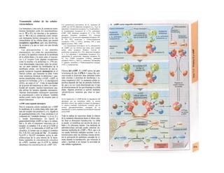 Transmisión celular de las señales
extracelulares
Las hormonas y otra serie de sustancias trans-
misoras humorales como los neurotransmiso-
res (v. 55 y 82), las citocinas y las quimioci-
nas (v. 94 y ss.) se comportan como sustan-
cias mensajeras (primer mensajero) en las vías
extracelulares de las células diana, que poseen
receptores específicos para una determina-
da sustancia a la que se unen con una elevada
afinidad.
Las glucoproteínas y ios péptidos
transmisores, asi como las catecolaminas,
se unen a la superficie externa de la membrana
de la célula diana y la unión entre el transmi-
sor y el receptor (con algunas excepciones
como la insulina o la prolactina) (v. 278) pro-
voca determinadas reacciones entre las proteí-
nas (en parte también los fosfolípidos) de la
membrana celular, con liberación de una se-
gunda sustancia (segundo mensajero) en el
interior celular, que transmite la señal. Entre
estas sustancias destacan la adenosina y gua-
nosina monofosfato cíclico (cGMP, cAMP), el
inositol-l,4,5-trifosfato (¡P3) y el diacilglicerol
(DAG), así como el Ca2+
. Como la especificidad
de la acción del transmisor se debe a la especi-
ficidad del receptor, muchos transmisores pue-
den utilizar los mismos segundos mensajeros.
Además determinados mensajeros aumentan
su concentración y otros la reducen. También
suelen existir varios tipos de receptor para el
mismo transmisor.
cAMP como segundo mensajero
Para la respuesta celular mediada por c-AMP
la membrana de la célula diana debe tener ade-
más del receptor una proteína G5 o G1 (ligado-ra
de guanilnucleótido) (Al). Estas proteínas G se
componen de 3 unidades distintas <xs (o a¡), β y
γ, siendo heterotrímeros. En reposo el
guanosidintrifosfato (GDP) se liga a la subuni-
dad a. Si sólo el transmisor reacciona con el
receptor, el complejo T-R se une al G5-GDP (o
GfGDP; A2) y se intercamba el GDP por GTP
citosólico, al tiempo que se separa el complejo
Pyy T-R (A3), con ayuda del Mg2+
. El complejo
O8-GTP o Oj-GTP resultantes activa la ade-
nilatociclasa de la cara interna de la mem-
brana (aumenta Ia concentración citosólica
de cAMP), mientras que O1-GTP la inhiben
(disminuye Ia concentración de cAMP; A3).
Los transmisores activadores de G5 (aumento de
cAMP) son ACTH, adenosina (receptores A2A, A2B), Ia
adiuretina o vasopresina (receptores V2), Ia adrenalina y
Ia noradrenalina (receptores β, y P2), calcitonina,
CGRP, CRH, dopamina (receptores D1 o D2), FSH,
glucagón, histamina (receptores H2), oxitocina
(receptores V2), diversas pros-taglandinas (receptores DP,
IP, EP2, EP4), seroto-nina o 5-hidroxitriptamina
(receptores 5-HT4 y 5-HT7), secretina, VIP y, para
algunas acciones, TRH y TSH.
Los transmisores activadores de G¡ (disminución
de cAMP) son los mismos que antes, pero cuando
actúan sobre receptores distintos. Activan G,
acetilcolina (receptores M2 y M4), adenosina (receptores
A1 y A3), adrenalina y noradrenalina (receptores (X2),
angiotensina II, quimiocinas, dopamina (receptores D2,
D3, D4), GABA (receptores GABA6), glutamato
(receptores DiGLU24, InGLU6J, melatonlna, neuropéptldo
Y, opiáceos, serotonina o 5-hidroxitriptamina (receptor
5-HT1) y somatosta-tina.
Efectos del cAMP. El cAMP activa las pro-
íe/ncinasas de tipo A (PKA = cinasa A), con
cuya ayuda se fosforilan otras proteínas (sobre
todo enzimas o proteínas de membrana e in-
cluso receptores) (A4). La respuesta celular es-
pecífica depende del tipo de proteína fosforila-
da, que a su vez viene determinado por el tipo
de proteincinasas de las que disponga la célula
diana. Algunas proteínas se activan mediante
afosforilacion, mientras que otras se inac-
tivan.
En los hepatocitos el cAMP facilita Ia degradación del
glucógeno por un mecanismo doble: Ia enzima
glucógeno sintasa, que cataliza Ia síntesis de glucógeno,
se inactiva mediante fosforilación, mientras que Ia
enzima glucogenofosforilasa, encargada de su
degradación, se activa mediante Ia fosforilación inducida
porelcAMP.
Toda la cadena de reacciones desde la síntesis
de la sustancia transmisora hasta el efecto celu-
lar final se denomina transducción. La señal
se puede: a) modificar por acción de otras se-
ñales y b) reforzarse mucho. Una molécula de
adenilatociclasa activada puede sintetizar nu-
merosas moléculas de cAMP y PKA, que a su
vez puede fosforilar múltiples enzimas. Las in-
terconexiones entre las distintas cinasas permi-
ten la activación de auténticas cascadas de ci-
nasas durante la transducción, que refuerzan la
señal y facilitan a un tiempo la actividad de
más señales reguladoras.
 