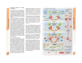 Transmisión celular de las señales
extracelulares
Las hormonas y otra serie de sustancias trans-
misoras humorales como los neurotransmiso-
res (v. 55 y 82), las citocinas y las quimioci-
nas (v. 94 y ss.) se comportan como sustan-
cias mensajeras (primer mensajero) en las vías
extracelulares de las células diana, que poseen
receptores específicos para una determina-
da sustancia a la que se unen con una elevada
afinidad.
Las glucoproteínas y los péptidos
transmisores, así como las catecolaminas,
se unen a la superficie externa de la membrana
de la célula diana y la unión entre el transmi-
sor y el receptor (con algunas excepciones
como la insulina o la prolactina) (v. 278) pro-
voca determinadas reacciones entre las proteí-
nas (en parte también los fosfolípidos) de la
membrana celular, con liberación de una se-
gunda sustancia (segundo mensajero) en el
interior celular, que transmite la señal. Entre
estas sustancias destacan la adenosina y gua-
nosina monofosfato cíclico (cGMP, cAMP), el
inositol-l,4,5-trifosfato (IP3) y el diacilglicerol
(DAC), así como el Ca2+
. Como la especificidad
de la acción del transmisor se debe a la especi-
ficidad del receptor, muchos transmisores pue-
den utilizar los mismos segundos mensajeros.
Además determinados mensajeros aumentan
su concentración y otros la reducen. También
suelen existir varios tipos de receptor para el
mismo transmisor.
cAMP como segundo mensajero
Para la respuesta celular mediada por c-AMP
la membrana de la célula diana debe tener ade-
más del receptor una proteína Gs o G¡ (ligado-
ra de guanilnucleótido) (Al). Estas proteínas G
se componen de 3 unidades distintas Ot5 (o α,),
β y γ, siendo heterotrímeros. En reposo el
guanosidintrifosfato (GDP) se liga a la subuni-
dad a. Si sólo el transmisor reacciona con el
receptor, el complejo T-R se une al G5-GDP (o
G1-GDP; A2) y se intercamba el GDP por GTP
citosólico, al tiempo que se separa el complejo
Pyy T-R (A3), con ayuda del Mg2+
. El complejo
«S-GTP o α,-GTP resultantes acíiua la ade-
nilatociclasa de la cara interna de la mem-
brana (aumenta Ia concentración citosólica
de cAMPj, mientras que α,-GTP la inhiben
(disminuye /a concentración de cAMP; A3).
Los transmisores activadores de Gs (aumento de
cAMP) son ACTH, adenosina (receptores A2A, A2B), Ia
adiuretina o vasopresina (receptores V2), j Ia adrenalina y
Ia noradrenalina (receptores β, y β2), calcitonina, CGRP,
CRH, dopamina (receptores D1 o D2), FSH, glucagón,
histamina (receptores H2), oxitocina (receptores V2),
diversas pros-taglandinas (receptores DP, IP, EP2, EP4),
seroto-nina o 5-hidroxitriptamina (receptores 5-HT4 y
5-HT7), secretina, VIP y, para algunas acciones, TRH y
TSH.
Los transmisores activadores de G, (disminución de
cAMP) son los mismos que antes, pero cuando actúan
sobre receptores distintos. Activan G, acetilcolina
(receptores M2 y M4), adenosina (receptores A1 y A3),
adrenalina y noradrenalina (receptores Ci2), angiotensina
II, quimioclnas, dopamina (receptores D2, D3, D4), GABA
(receptores GABAB), glutamato (receptores mGLU2J(,
mGLU6.8), melatonina, neuropéptido Y, opiáceos,
serotonina o 5-hidroxitriptamina (receptor 5-HT1) y
somatosta-tina.
Efectos del cAMP. El cAMP activa las pro·
teincinasas de tipo A (PKA = cinasa A), con
cuya ayuda se fosforilan otras proteínas (sobre ;
todo enzimas o proteínas de membrana e in-
cluso receptores) (A4). La respuesta celular es-
pecífica depende del tipo de proteína fosforila-
da, que a su vez viene determinado por el tipo
de proteincinasas de las que disponga la célula
diana. Algunas proteínas se activan mediante la
fosforilación, mientras que otras se inac- I tivan.
En los hepatocitos el cAMP facilita Ia degradación del
glucógeno por un mecanismo doble: Ia enzima glucógeno
sintasa, que cataliza Ia síntesis de glucógeno, se Inactiva
mediante fosforilación, mientras que Ia enzima
glucogenofosforilasa, encargada de su degradación, se
activa mediante Ia fosforilación inducida por el cAMP.
Toda la cadena de reacciones desde la síntesis
de la sustancia transmisora hasta el efecto celu-
lar final se denomina transducción. La señal
se puede: a) modificar por acción de otras se-
ñales y b) reforzarse mucho. Una molécula de
adenilatociclasa activada puede sintetizar nu-
merosas moléculas de cAMP y PKA, que a su
vez puede fosforilar múltiples enzimas. Las in-
terconexiones entre las distintas cinasas permi-
ten la activación de auténticas cascadas de ci-
nasas durante la transducción, que refuerzan la
señal y facilitan a un tiempo la actividad de
más señales reguladoras.
 