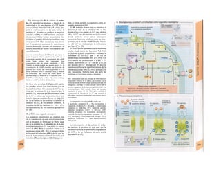 La interrupción de la cadena de seña-
les (A, derecha) se produce a través de la
subunidad a, ya que degrada el GTP ligado
con la GTPasa liberando GDP y P1 (A5) y des-
pués se vuelve a unir con βγ para formar la
proteína G. Además, se produce la inactiva-
ción del cAMP a 5'-AMP mediante una fosfo-
diesterasa (A4,6) e incluso las proteínas fos-
foriladas se pueden defosforilar mediante unas
/os/a tasas (A4). Otro mecanismo para inacti-
var el receptor en presencia de una concen-
tración demasiado elevada del transmisor es
hacerlo insensible al mismo fosfornándolo: de-
sensibilízación.
La toxina colérica bloquea Ia GTPasa, Io que impide su
acción bloqueante sobre Ia adenilatociclasa (A5), con el
consiguiente aumento de Ia concentración de cAMP
celular hasta valores muy importantes (con
consecuencias para las células intestinales; v. 262).
También se puede producir un aumento tóxico de Ia
concentración de cAMP citosólico por Ia toxina de
pertussis (tos ferina), que inhibe Ia proteína Gi y su
acción inhibidora sobre Ia adenilatociclasa, y también
Ia fosfocolina, que activa de forma directa Ia
adenilatociclasa. La inhibición de Ia reacción cAMP ->
5'-AMP por efecto de Ia teofilina o Ia cafeína prolonga
Ia vida de cAMP y el efecto del transmisor.
G5, G¡ y otras proteínas G (G0) pueden regular
!os canales iónicos (con intervención o no de
la adenilatociclasa). Los canales de Ca2+
se ac-
tivan por la proteína G5 y se inactivan por la
proteína G0, mientras que determinados cana-
les de K+
se activan por las proteínas G0 y tam-
bién G¡ (por su complejo βγ) (ρ. ej., pág. 83,
B). En la familia de las proteínas G también se
incluyen los GoB de los sensores olfatorios, la
transducina de los bastones (v. 348 y s.) y
la α-gustducina de los sensores gustativos
(v. 338).
IP3 y DAG como segundo mensajero
Las sustancias transmisoras que emplean esta
vía de transducción se unen a nivel extracelular
con su receptor, de forma que se libere, igual
que en Ia proteína G5 la subunidad otq de la pro-
teína heterotrimérica Gq, que activa la /os/o/i-
pasa C-β (PLC-β) de la superficie interna de la
membrana celular (Bl). PLC-β rompe el fosfa-
tidilinositol-4,5-bifosfato (PIP2) de la cara in-
terna de la membrana celular en inositol-1,4,5-
trifosfato (IP3) y diacilglicerol (DAG), que ac-
túan de forma paralela y cooperativa como se-
gundos mensajeros (Bl).
El IP3 hidrófilo alcanza por vía citosólica el
depósito de Ca2+
de la célula (el RE; v. 36),
donde se liga a los canales de Ca2+
para abrirlos
(B2). El Ca2+
sale del depósito hacia el ci-tosol,
donde controla como tercer mensajero
numerosas funciones celulares, como las inter-
acciones con la vía del cAMP. Muchas funcio-
nes del Ca2+
son mediadas por la calmoduüna
que liga Ca2+
(v. 70).
El DAG lipófilo permanece en la membrana
celular, donde ejerce dos funciones: * el DAG
se degrada a ácido araquidónico mediante la
fosfolipasa A2 (PLA-2), que a su vez se
metaboliza a eicosanoides (B3 y v. 269). » el
DAG activa una proteincinasa C (PKC = C-
cinasa), dependiente de Ca2
* (de ahí la C), ya
que necesita del Ca2+
liberado por IP3 para su
translocación hacia la superficie interna de la
membrana celular (B4). La PKC activada por
este mecanismo fosforila toda una serie de
proteínas en los restos serina o treonina.
PKC desencadena toda una cascada de fosforilaciones
(importante refuerzo de Ia señal), que culmina con Ia
fosforilación de Ia MAP-cinasa (proteína activada por
mitógenos), que llega al núcleo celular y activa allí Ia
proteína reguladora de Ia expresión genética Elk-1. La
fosforilación por PKC también libera otra proteína
reguladora de genes NF-KB. PKC activa también el
transportador de intercambio Na+
/H*, que aumenta el
pH celular, otra señal fundamental para muchos proce-
sos celulares.
Las sustancias activadoras de IP3 y DAG son
Ia acetilcolina (receptores M1 a M3), Ia adiuretina o
vasopresina (receptores V1), adrenalina y noradre-nalina
(receptores a,), bradicinina, CCK, endotelina, gastrina,
glutamato (receptores mGLU, y mGLU5), GRP,
histamina (receptores H1), leucotrienos, neu-rotensina,
oxitocina, diversas prostaglandinas (receptores FP, TP,
EP1), serotonina o 5-hidroxitripta-mina (receptor 5HT2),
taquicinina, tromboxano A2 y (para algunas acciones)
TRH y TSH.
La interrupción de la cadena de seña-
les también se produce en este caso por la
autoinactivación de la proteína G (degradación
del GTP) y de las fosfatases, así como por la
degradación de IP¡.
 