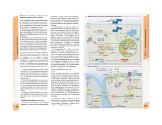 P-
Receptores de sustancias transmisoras de Ia
membrana celular acoplados a enzimas
Estos receptores actúan (independientemente
de la proteína G) como enzimas con sus domi-
nios citosólicos, que se activan cuando la sus-
tancia transmisora se liga al dominio extracelu-
lar del receptor. Se distinguen 5 clases:
1. Receptores de la guanilatociclasa, que
sintetizan cGMP como segundo mensajero a
partir del GTP y que, a su vez, activa la pro-
teincinasa G (PKG). Ejemplo de este tipo es la
atriopeptina.
2. Receptor de la tirosinacinasa (C), fos-
forila la proteína (del mismo tipo) en los grupos
OH de los restos ürosilo. A este grupo pertene
cen los receptores de la insulina y numerosos
factores de crecimiento, como el factor de cre
cimiento (GF, del inglés growing factor) epidér
mico, PDGF, N(ervioso)GF, F(ibroblastos)GF,
H(epatocito)GF, IGF-I (parecido a la insulina).
La información que aporta el transmisor se transmite al
interior de Ia célula (en el caso de EGF u PDGF), por
dos receptores unidos (dimerización; C1 => C2) y que
se fosforilan en sus dominios citosólicos
(autofosforilación; C2). En otros casos, por ejemplo
insulina e IGF-1, el receptor es un heterote-trámero (α2β2),
que fosforila otra proteína (sustrato del receptor de Ia
insulina 1; IRS-1) después de su propia autofosforilación,
que a su vez se encarga de activar determinadas proteínas
diana intracelulares que poseen un dominio SH2 (C3).
3. Receptor serina/treonina cinasa, como
el receptor TGF-β, que funciona igual que el
grupo 2, pero su fosforilación no se produce a
nivel de la tirosina, sino igual que en las cina-
sas C en los restos de serina o treonina de la
proteína diana.
4. Receptores asociados a tirosincinasa,
aquellos cuyo receptor se une con tirosincina-
sas no receptoras (proteínas de la/ami/ia Src),
que a su vez fosforilan a la proteína diana. En
este grupo destacan los receptores de la pro
lactina, eritropoyetina, STH y numerosas ci-
tocinas.
5. Receptor tirosina-fosfatasa, que elimi
na el fosfato de los restos de tirosina (p. ej., du
rante la activación de las células T el receptor
CD45).
Hormonas con receptores intracelulares
Las hormonas esteroideas (v. 270, recuadros
amarillos), el calcitriol y las hormonas tiroideas
comparten con otras hormonas la capacidad
de producir una respuesta celular específica, i
pero la cadena de señales que desencadenan
es distinta, ya que su elevada liposo/ubi/idad
les permite atravesar con facilidad la membra- j
na celular.
Las hormonas esteroideas se unen a su I
célula diana a nivel de la proteína receptora ci- |
tosólica correspondiente (D). Esta unión deter-
mina que las proteínas inhibidoras (las denomi-
nadas proteínas del shock térmico, HSP) se
suelten del receptor, lo que permite que el
complejo hormona receptor (H-R) se mueva
libremente hacia el núcleo celular (translocación)
y allí estimule la transcripción de determinados
genes (inducción) o la inhiba. Las proteínas
cuya síntesis aumenta o disminuye (v. AIP, pág.
182) por este mecanismo son responsables de
la respuesta celular (D).
La triyodotironina (T3; v. 286 y s.) y el cal-
citriol (v. 292) se unen a los receptores corres-
pondientes en el núcleo celular (receptor nu-
clear). Los receptores de ambas hormonas son
factores de transcripción activados por hor-
monas e inducen una disminución del calcitriol
y de la proteína ligadora del calcio, que participa
en la absorción intestinal de Ca2+
(v. 262).
Existen pruebas recientes de que la función de
las hormonas esteroideas y el calcitriol también
se puede controlar de forma no genómica.
NO como molécula transmisora de
señales
En las neuronas nitrérgicas y en endotelio
el NO (monóxido de carbono) activado por el
complejo Ca2+
-calmodulina libera la sintasa
de NO (NOS) neuronal o endotelial (E). NO
tiene una semivida de pocos segundos, pero di-
funde deprisa hacia las células vecinas (p. ej.,
desde el endotelio hacia las células muscula-
res de los vasos), donde activa la guanilatoci-
clasa citoplasmática que convierte GTP en
cGMP (E). cGMP activa como segundo men-
sajero la proíeincinasa G (PKG), que disminu-
ye los niveles de Ca2+
por un mecanismo no
bien entendido y produce una vasodilatación
coronaria.
La vasodilatación mediada por cGMP de las arterias
peneanas produce Ia erección, que se puede prolongar de
forma terapéutica, inhibiendo Ia degradación de cGMP
(con el citrato de sildenafilo = Viagra®) por las
fosfodiesterasas cGMP específicas de tipo 5.
 