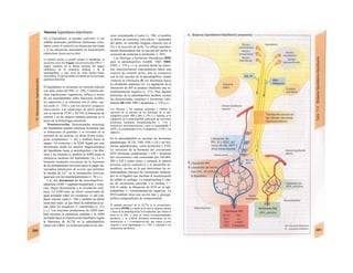 Sistema hipotálamo-hipofisario
En el hipotálamo se pueden convertir 1) las
señales humorales periféricas (hormonas circu-
lantes como el cortisol) en eferencias nerviosas
y 2) las aferencias neuronales en transmisores
endocrinos (neurosecreción).
La primera acción es posible porque el hipotálamo se
encuentra cerca del órgano circunventricular (OVLT =
órgano vasculoso de Ia lámina terminal, del órgano
subfbmical, de Ia eminencia mediana y de Ia
neurohipófisis), a cuyo nivel no existe barrera hema-
toencefálica, Io que posibilita Ia entrada de las hormonas
peptidicas hidrofilas.
El hipotálamo se encuentra en estrecha relación
con otras zonas del SNC (v. 330). Controla mu-
chas regulaciones vegetativas, influye a través
de sus neuropéptidos sobre funciones cerebra-
les superiores y se relaciona con el ritmo vigi-
lia-sueño (v. 334) y con los factores psíquico-
emocionales. Las situaciones de estrés produ-
cen (a través de CFlH y ACTH) la liberación de
cortisol y en las mujeres también participa en el
inicio de la hemorragia menstrual.
Neurosecreción. Determinadas neuronas
del hipotálamo pueden sintetizar hormonas que
se almacenan en granulos y se excretan en la
terminal de las neuritas en dicha forma (trans-
porte axoplásmico; v. 42) y también hacia la
sangre. La oxitocina y la ADH llegan por este
mecanismo desde los núcleos magnocelulares
del hipotálamo hasta ¡a neurohipófisis y las libe-
rinas y las estatinas (y también la ADH) hasta la
eminencia mediana del hipotálamo (A). La li-
beración mediante exocitosis de la hormona
de las terminaciones nerviosas hacia la sangre de-
sencadena potencia/es de acción, que permiten
la entrada de Ca2+
en la terminación nerviosa,
igual que con los neurotransmisores (v. 50 y s.).
Las dos hormonas de la neurohipófisis:
adiuretina (ADH = arginina-vasopresina) y oxito-
cina, llegan directamente a la circulación sisíé-
míca. La ADH tiene un efecto conservador de
agua actuando sobre los receptores J¡ del con-
ducto colector renal (v. 166) y también un efecto
iwsoconsf rictor, ya que libera la endotelina al ac-
tuar sobre ios receptores V1 endoteliales (v. 212
y s.). Las neuronas productoras de ADH tam-
bién alcanzan la eminencia mediana y la ADH
secretada hacia el sistema porta hipofisario regula
la liberación de ACTH en la adenohipófisis
(junto con CRH). La oxitocina actúa en las mu-
jeres estimulando el parto (v. 304; el nombre
se deriva de ωκυτοκος [oky-tokos] = acelerador
del parto, no teniendo ninguna relación con el
O2) y la eyección de leche. Un reflejo neurohor-
monal desencadena tras la succión del pezón la
secreción de oxitocina (y prolactina; v. 303).
Las liberinas u hormonas liberadoras (RH)
para la adenohipófisis (GnRH. TRH. SRH,
CRH; v. 270 y s.) se secretan desde las neuro-
nas neurosecretoras hipotalámicas hacia una
especie de sistema porta, que se comunica
con la red vascular de la adenohipófisis. donde
controla la liberación de sus hormonas hacia
la circulación sistémica (A). La regulación de Ia
liberación de RH se produce mediante una re-
troalimentación negativa (v. 272). Para algunas
hormonas de la adenohipófisis también existen
las denominadas estatinas u hormonas inhi-
bidoras IH (SIH, PIH = dopamina; v. 270 y s.).
Las liberinas y las estatinas estimulan o inhiben Ia
secreción de Ia mayoría de las hormonas de Ia ade-
nohipófisis (como TRH y SIH; v. 270 y s.). Además, en Ia
regulación de Ia adenohipóflsls participan las hormonas
periféricas (mediante retroallmentaclon; v. 272) y
numerosos neurotransmisores, como el neuropéptido Y
(NPY), Ia noradrenalina (NA), Ia dopamina, el VIP y los
opiáceos.
En la adenohipófisis se secretan las hormonas
glandotropas ACTH, TSH, FSH y LH y las hor-
monas aglandotropas, como prolactina y STH.
La secreción de la hormona del crecimiento
STH (hormona somatotropa = GH = hormona
del crecimiento) está controlada por GH-RH,
SIH e IGF-I (entre otras) y estimula la síntesis
proteica (efecto anabólico) y el desarrollo es-
quelético, acción en la que intervienen las so-
mafomedinas (factores de crecimiento sintetiza-
dos en el hígado) que facilitan la incorporación
de sulfato al cartílago. La somatomedina C (fac-
tor de crecimiento parecido a la insulina 1 =
IGF-I) inhibe la liberación de STH en la ade-
nohipófisis (= retroalimentación negativa). La
STH también tiene una acción lipo y glucoge-
nolítica independiente de somatomedina.
El péptido precursor de Ia ACTH es Ia proopiomela-
nocortina (POMC), a partir de Ia cual se originan (dentro
o fuera de Ia adenohipofisls) Ia β-endorfina, que inhibe el
dolor en el SNC y tiene un efecto in-munomodulador
periférico, y Ia α-MSH (hormona estimulante de los
melanocitos α = α-melanocorti-na), que regula el peso
corporal a nivel hipotalámico (v. 230) y estimula a los
melanocitos periféricos.
 