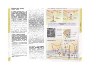 Transporte hacia, a través y
entre las células
La membrana celular lipófila protege al inte-
rior de la célula del líquido del espacio extra-
celular de composición completamente dis-
tinta (v. 2). Su presencia resulta fundamental
para que la célula pueda mantener su medio
interno gastando energía metabólica. Los ca-
nales (poros), los transportadores, las bombas
iónicas (v. 26 y ss.) y el proceso de citosis (v.
28) permiten el transporte transmem-
brana de determinadas sustancias, bien sea
la importación o exportación de sustratos
metabóiicos o metabolitos o el transporte di-
rigido de iones, con los que se puede produ-
cir y modificar el potencial de Ia célula
(v. 32), que resulta fundamental para la ex-
citabilidad de los nervios y las células muscu-
lares. También el transporte dirigido puede
mitigar las consecuencias de la entrada de de-
terminadas sustancias para las que la mem-
brana tiene una buena permeabilidad, como
el agua y el CO2. Este mecanismo regulador
permite compensar los cambios no deseados
del volumen celular y del pH intracelular.
Procesos de transporte intracelular
Como la célula está dividida en distintos es-
pacios por las distintas membranas de las or-
ganelas y en cada célula hay que superar dis-
tancias intracelulares muy importantes, exis-
ten numerosos procesos de transporte
intracelular específicos, entre los que des-
tacan:
* la exportación de ARN y la importación de
proteínas a través de los poros nucleares de la
envoltura nuclear (v. 11, C),
» el transporte de proteínas del RER al com-
plejo de Golgi (v. 13, F),
* el transporte axonal en las fibras nervio
sas, que debe recorrer distancias hasta de 1 m
(v. 42). Este transporte se suele producir a lo
largo de los filamentos del citoesqueleto. El
movimiento de las vesículas rodeadas de di-
neína de los microtúbulos en una dirección y
de las rodeadas de kinesina en la contraria se
realiza consumiendo energía en forma de
ATP (v. 13, F).
El transporte transmembrana intra-
celular se produce en:
» los lisosomas: captación de iones H+
del
citosol y eliminación hacia el mismo de meta-
bolitos, como aminoácidos (v. 12);
* el RE, que posee además de una proteína
translocadora (v. 10) dos proteínas transpor
tadoras de Ca2
* (A). Una bomba de Ca2
*
ATPasa permite bombear este ion desde e!
citosol y este Ca2
* almacenado se puede vol
ver a liberar hacia el mismo a través de un ca
nal de Ca2+
en respuesta a una señal (v. 36);
* las mitocondrias, cuya membrana exter
na contiene grandes poros (porinas, permea
bles para moléculas <5 kDa) y cuya mem
brana interna contiene una gran densidad de
transportadores específicos y enzimas (B).
El complejo enzimático de la cadena respí
ratoria transporta electrones (e-) desde ur
nivel de energía más alto a otro más bajo, a
tiempo que bombea iones H* desde la ma
triz hacia el espacio intermembranoso (Bl),
generando un gradiente H*-iones en la iría
triz. Este gradiente no sólo activa la ATP sin
tetasa (producción de ATP; B2), sino que fa
vorece el flujo de piruvato- y fosfato inor
gánico (Pr (B2 b,c y v. 28). Los iones de
Ca2+
, que regulan las enzimas mitocondria
les sensibles al mismo en las células muscu
lares, pueden ser bombeados hacia la matriz
consumiendo ATP (B2), lo que convierte e
las mitocondrias en una especie de espacio
amortiguador en presencia de concentracio
nes citosólicas de Ca2
* peligrosamente ele
vadas. El potencial de membrana intern<
negativo (por la salida de H+
) desencadena It
entrada de ADP3
' que se intercambia por
ATP4
' (transporte mediado por potencial
B2a y v. 22).
Transporte entre las células vecinas
En el organismo se produce transporte
también entre las células vecinas, biei
mediante difusión por el espacio extracelula
(efecto paracrino de las hormonas) o po
uniones intercelulares en forma de canale
(conexones) en determinadas áreas de l¡
membrana (uniones en hendidura o gap
C). Un conexón (Cl) es medio canal, consti
tuido por 6 moléculas de conexina (C2) j
que se sitúa enfrentado con otro conexón d
una célula vecina, formando en conjunto ui
canal completo, que deja pasar moléculas d
hasta 1 kDa entre las que se encuentran ione
(como el Ca2+
) y algunas sustancias orgání
I
 