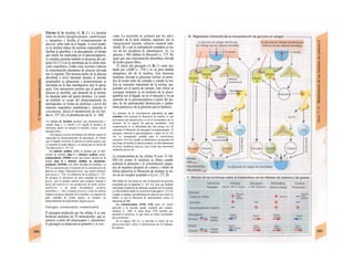 Efectos de la insulina (A, B, C). La insulina
tiene un efecto hipoglucemiante, anabolizante
y /ipogénico y facilita el α/macenamiento de
glucosa, sobre todo en el hígado. A nivel hepáti-
co la insulina induce las enzimas responsables de
facilitar la glucólisis y la glucogénesis, al tiempo
que inhibe las implicadas en la gluconeogénesis.
La insulina aumenta también la presencia del uni-
porte GLUT-4 en la membrana de la célula mus-
cular esquelética. Todas estas acciones reducen
la concentración plasmática de glucosa (elevada
tras la ingesta). Dos terceras partes de la glucosa
absorbida a nivel intestinal durante el período
posprandial se almacenan y posteriormente se
movilizan en la fase interdigestiva (por el gluca-
gón). Este mecanismo permite que el aporte de
glucosa al encéfalo, que depende de la misma,
no dependa tanto del aporte dietético. La insuli-
na también se ocupa del almacenamiento de
aminoácidos en forma de proteínas a nivel del
músculo esquelético (anabolismo,), estimula el
crecimiento, afecta el metabolismo de los lípi-
dos (v. 257, D) y la distribución deí K+
(v. 180).
Un exceso de insulina produce una hipoglucemia y
cuando llega a <2 mmol/l (<35 mg/dl) se produce un
deficiente aporte de energía al encéfalo (coma): shock
hipoglucémico.
Una ingesta excesiva de hidratos de carbono supera Ia
capacidad de almacenamiento de glucógeno, de forma
que el hígado convierte Ia glucosa en ácidos grasos, que
se exportan al tejido adiposo y se almacenan en forma de
tríacilgiicerina (v. 257, D).
La diabetes mellitus (DM) se produce por Ia defi-
ciencia de insulina (tipo I o diabetes mellitus insuli-
nodependiente, DMID) o por una menor eficacia de Ia
misma (tipo Il o diabetes mellitus no msulinode-
pendiente, DMNID, con cifras elevadas de insulina). La
DM se caracteriza por el aumento de Ia concentración de
glucosa en sangre (hiperglucemia), que puede producir
glucosuria (v. 158). La inhibición de Ia lipólisis (v. 257,
D) produce Ia liberación de gran cantidad de ácidos
grasos, que se pueden utilizar para producir energía a
través del acetil-CoA con producción de ácido acético
acetil-CoA y de ácido β-oxibutírico (acidosis
metabólica; v. 142) y acetona (cetosis). Como Ia síntesis
hepática de grasa depende de Ia insulina y se dispone de
gran cantidad de ácidos grasos, se produce un
almacenamiento de triglicéridos (hígado graso).
Glucagón, somatostatina, somatotropina
El glucagón producido por las células A es una
hormona peptidica de 29 aminoácidos, que se
sintetiza a partir del prog/ucagón (= glicentina).
El glucagón se almacena en granulos y se exo-
citan. La secreción se estimula por los ami-i
noácidos de la dieta (alanina, arginina), por la
riipog/ucemia (ayunas, esfuerzo corporal man-
tenido; B) y por la estimulación simpática (a tra-
vés de los receptores β2 adrenérgicos; A). La
glucosa y SIH inhiben la liberación (v. 273, B),
igual que una concentración plasmática elevada
de ácidos grasos libres.
El efecto del glucagón (A, B, C) viene me-
diado por cAMP (v. 274) y es en gran medida
antagónico del de la insulina. Esta hormona
mantiene elevada la glucemia incluso en perío-
dos de ayuno entre las comidas y cuando se rea-
liza un consumo importante de la misma, ase-
gurando así el aporte de energía. Este efecto se
consigue mediante a) un aumento de la gluco-
genólisis (en el hígado, no en el músculo) y b) un
aumento de la gluconeogénesis a partir del lac-
tato, de los aminoácidos (destrucción o catabo-
lismo proteico) y de la glicerina (por la lipólisis).
Un aumento de Ia concentración plasmática de ami-
noácidos (AS) estimula Ia liberación de insulina, Io que
provocaría una hipoglucemia si no se acompañara de un
aumento de Ia ingesta de glucosa simultáneo. Esta
compensación se ve dificultada aún más porque los AS
estimulan Ia liberación del glucagón hi-perglucemiante. El
glucagón estimula Ia gluconeogénesis a partir de los AS,
con su consiguiente pérdida para el metabolismo
energético. Por eso, cuando se administran a un paciente AS
para tratar de facilitar Ia síntesis proteica, se debe administrar
de forma simultánea glucosa, para evitar esta conversión
metabólica de los AS.
La somatostatina de las células D (con 14 AS:
SIH-14) (como la insulina) se libera cuando
aumenta la glucemia y la concentración sanguí-
nea de arginina (después de comer) e inhibe de
forma paracn'na la liberación de insulina (a tra-
vés de un receptor acoplado a G¡) (v. 273, B)
SIH inhibe de esta forma no sólo Ia liberación de gas-trina
estimulada por Ia digestión (v. 243, 63), sino que también
interrumpe el depósito de nutrientes mediado por Ia insulina.
La SIH también inhibe Ia secreción de glucagón (v. 273, B).
Cuando se produce una deficiencia de glucosa este efecto se
inhibe, ya que Ia liberación de catecolaminas reduce Ia
liberación de SIH.
La somatotropina (STH, GH) tiene un efecto
parecido a Ia insulina agudo, mediado por somato-
medinas (v. 280). A largo plazo STH permite que
aumente Ia glucemia, Io que tiene un efecto estimulante
del crecimiento.
En Ia página 296 (C) se describe el efecto de los
glucocorticoides sobre el metabolismo de los hidratos
de carbono.
 