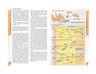Hormonas tiroideas
El tiroides contiene folículos redondeados
(diámetro 50-500 µιη), cuyas células sintetizan
las dos hormonas tiroideas que contienen
yodo: tiroxina (T4, tetrayodotironina) y triyo-
dotironina (T3). T3 y T4 se almacenan en el co-
loide del folículo (A, Bl) unidas a la glucopro-
teína tirog/obu/ina (B2). La síntesis y la libera-
ción de estas hormonas es controlada por el
eje tíroliberina (TRH)-tirotropina (TSH) (A y
v. 270 y s.). El cociente T3A4 influye sobre el
crecimiento, la maduración y el metabolismo
corporal.
En las denominadas células parafoliculares
o células C del tiroides se sintetiza la
ca/citonina (v. 292).
La tiroglobulina es un dímero de 660 kDa que se
sintetiza en los ribosomas de las células tiroideas y que
contiene su componente de hidratos de carbono en el
aparato de Golgi. La tiroglobulina se empaqueta en
vesículas y sale hacia el coloide mediante exocitosis (B1
y v. 30).
El yodo necesario para la síntesis hormonal es
captado por las células tiroideas de forma acti-
ua-secundaria en forma de ion yodo (I") a tra-
vés de un transportador simporte 2 Na+
-I" (NIS)
desde la sangre y consigue una concentración
25 veces mayor (B2). TSH aumenta (median-
te cAMP) la capacidad de transporte de I" en la
membrana basolateral (enriquecimiento de I"
hasta 250 veces). Otros aniones (por orden de
eficacia ClO4", SCN~, NO2I inhiben de forma
competitiva la captación del I~.
Para la síntesis hormonal se obtiene I"
del depósito intracelular y con ayuda de la
í/ro-peroxidasa (TPO) de las
microvellosidades de la membrana celular
próxima al coloide se oxida a 1° elemental (¿o a
ion yoduro I+
?), que reacciona con ayuda de la
misma enzima con 20 de los 144 restos tirosilo
de la tiroglobulina (C). En esta reacción el
anillo fenol de los restos tirosilo se yoda en la
posición 3 o 5, de forma que la cadena
proteica sólo contiene restos di-yodotirosilo
(DIT) o monoyodoíirosí/o (MIT). Estos pasos
de la síntesis son estimulados por la TSH (a
través de IP3), mientras que el tioura-cilo, el
tiocianato, el glutatión y otras sustancias
reductoras los inhiben. La estructura de la
tiroglobulina permite que los restos tirosilo to-
davía presentes en el coloide reaccionen en-
tre ellos, de forma que el anillo fenol de DIT
(o MIT) se una a otro DIT mediante un enlace
éster, lo que permite que la cadena de la tiro-
globulina tenga ahora restos de tetra y, sobre
todo, triyodoíironiío (C). Estas sustancias
constituyen la forma de depósito de las hor-
monas tiroideas T3 y T4.
La excreción de T3 y T4 es estimulada
por TSH. La tiroglobulina del coloide es capta-
da de nuevo por la célula mediante endocitosis
(B3, C). Estas vesículas se fusionan con los Ii-
sosomas primarios para formar fagolisoso-
mas, en los que la tiroglobulina es hidrolizada
por las proteasas. Se liberan de esta forma T3
y T4 (entre 0,2 y 1-3 mol por mol de tiroglobu-
lina), que pasan a la sangre (B3), al tiempo que
se elimina el I" de los MIT y DIT liberados en el
proceso para que esté disponible de nuevo
para la síntesis.
Regulación de la secreción hormonal.
El tripéptido TRH del hipotálamo (v. 280) esti-
mula la secreción de TSH en la adenohipófi-
sis, mientras que la somatostatina (SIH) la
inhibe (A y v. 270). El efecto de TRH se modi-
fica en función del nivel de T4 plasmático, para
lo cual ésta tiene que ser captada y deyodada
a T3 a nivel intracelular, igual que en otras cé-
lulas. T3 inhibe la secreción hipotalámica de
TRH y disminuye la densidad de receptores
para TRH en la hipófisis, de manera que dis-
minuyen tanto la liberación de TSH como de
T3/T4 (retroalimentación negativa). En los re-
cién nacidos, el frío estimula la liberación de
TRH por mecanismo neuronal (termorregula-
ción; v. 224). El heterodímero TSH (26 kDa),
que consta de una subunidad α (idéntica que la
de LH y FSH) y otra β, controla las principales
funciones tiroideas, como la captación del
yodo y la síntesis y liberación de T3 y T4 (A-C),
así como la circulación y el desarrollo de la
glándula.
El bocio es un aumento difuso o localizado de tamaño
del tiroides. Las formas difusas de bocio se pueden
relacionar con una deficiencia de yodo y tienen como
consecuencia Ia falta de T3TT4 con aumento de Ia
secreción de TSH. La elevación crónica de los niveles de
TSH determina el bocio, ya que aumenta el número de
células foliculares (bocio hiperplásico), al tiempo que
aumenta Ia síntesis de T3TT4, normalizando su
concentración en sangre (bocio eutiroideo). El bocio
puede persistir aunque se elimine Ia causa del mismo
(deficiencia de yodo).
 