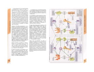 La (tiro)-calcitonina (CT) es una hormona peptí-dica
(32 aminoácidos) que se sintetiza en las células C o
parafoliculares del tiroides y que tiene sensores para el
Ca2
* (v. 36). Durante una hipercalce-mia Ia
concentración de CT aumenta mucho (D, derecha) y
cuando [Ca2
*] <2 mmol/l ya no se puede detectar el nivel
de Ia misma. La CT reduce el nivel (aumentado) de
calcio sérico sobre todo por su efecto sobre los huesos,
donde inhibe Ia actividad de los osteoclastos estimulada
por PTH, facilitando Ia incorporación de calcio al hueso
(D5). Algunas hormonas digestivas aumentan Ia secreción
de CT, Io que facilita Ia incorporación del calcio
absorbido en el período posprandial al hueso. Este efecto
y Ia posible acción de Ia CT retrasando Ia digestión impi-
den Ia hipercalcemia posprandial, que tendría como
consecuencia una inhibición (en este caso no deseada)
de Ia secreción de PTH con el consiguiente aumento en
Ia excreción renal del Ca2
* absorbido. La CT también
actúa a nivel renal (D6).
Calcitriol (l,25-(OH)2-colecalciferol). En la
síntesis de esta hormona lipófila parecida a
los esferoides participan varios órganos (C). La
radiación UV (sol, sol en las alturas) actúa so-
bre la pie/ estimulando la síntesis de 7-dehi-
drocolesterol pasando por una sustancia inter-
media (previtamina D), calcio! (= colecalcife-
rol = vitamina D3). Ambos productos se ligan
en la sangre a la proteína ligadora de vitami-
na D (DBP), siendo mayor la afinidad del cal-
ciol. y se transportan. La previtamina D per-
manece un tiempo en la piel iras la acción de
la radiación UV (depósito a corto plazo).
También el calcidiol y el calcitriol se ligan a la
DBP, cuya concentración aumenta durante el
embarazo por efecto de los estrógenos.
Cuando Ia exposición a Ia radiación UV resulta in-
suficiente, hay que administrar calciol oral como
vitamina. Los niños necesitan 400 unidades = 10
¡iglá y los adultos Ia mitad. Se puede emplear Ia
vitamina D3 de origen animal y también el ergo-calciferol
(= vitamina D2) de origen vegetal (siendo los procesos
que a continuación se describen iguales).
El calciol se convierte a nivel hepático a cal-
cidiol (= 25-OH-colecalciferol), que repre-
senta la principal forma de depósito con una
concentración de 25 µς/l y una semivida de
15 días. A nivel renal (y en Ia placenta) se
produce la sustancia realmente activa, el cal-
citriol (= l,25-(OH)2-colecalciferol; C).
La regulación de la concentración plasmá-
tica de calcitriol depende de la I-a-riidroxi/asa
renal, implicada en el último paso de la sínte-
sis, y de la enzima que inactiva el calcitriol, la¡
24-hidroxilasa.
El nivel plasmático de calcitriol aumenta por Ia mayor
secreción de PTH secundaria a Ia hipocalcemia (D2), por
Ia deficiencia de fosfato y por Ia prolactina (lactancia), que
inhiben Ia 24-hidroxilasa y activan Ia 1-a-hidroxilasa. Este
nivel disminuye porque el calcitriol: 1) inhibe de forma
directa Ia 1 -a-hidroxilasa; 2) inhibe Ia secreción de PTH,
y 3) facilita Ia absorción intestinal de Ca2
* y fosfato
aumentando Ia concentración plasmática de estas
sustancias. Ambos iones inhiben Ia 1-a-hidroxilasa y el
fosfato activa además Ia 24-hidroxilasa.
El órgano diana fundamental del calcitriol es el I
intestino, aunque también actúa sobre los
huesos, el riñon, la placenta, las glándulas
mamarias, los folículos pilosos y la piel. Se liga
con su receptor nuclear e induce la expresión
de la proteina ligadora de calcio y de la ATPasa
de Ca2+
(v. 278, 36). Algunos efectos no son de
naturaleza genómica. El calcitriol estimula
normalmente la absorción de Ca2+
a nivel in-
testinal (D4) y la mineralization esquelética;
cuando se produce una sobredosis, se observan
calcificaciones a nivel óseo, un efecto po-
tenciado por la PTH. El calcitriol también
aumenta el transporte de Ca2+
a nivel renal
(v. 178), placentario y mamario.
Cuando existe una hipocalcemia, los huesos se
comportan como lampones de Ca2
* de corta duración (D),
cubriéndose Ia deficiencia de Ca2+
mediante una mayor
absorción intestinal mediada por el 1 calcitriol. Cuando
no se dispone de suficiente calcitriol, por ejemplo en las
deficiencias de vitamina D por un menor aporte o fallos de
absorción (alteraciones del metabolismo de Ia grasa), por
deficiencia de luz UV o por falta de 1-<x-hidrox¡lac¡ón
(insuficiencia renal), se produce una desmineralización del
esqueleto (osteomalacia y en niños raquitismo). La causa
fundamental de este proceso es Ia mayor secreción de PTH
producida por Ia hipocalcemia crónica (hiperparatiroidismo
compensador).
 