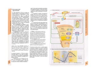 para lo cual emplea aminoácidos procedentes
del catabolismo proteico. El efecto del cortisol
es catató/ico (catabolismo de sustratos hasta
catabolismo tisular), aumentando la excreción '
de urea.
2. Circulación y corazón. Los glucocor-l
ticoides refuerzan Ia contracción cardíaca yl
producen vasoconstricción y ambos efectos
se relacionan con el reforzamiento del e/ecl
to de las catecolaminas (v. 194 y 214): efecto
permisivo del cortisol. El cortisol aumenta
además la síntesis de adrenalina en la médula J
suprarrenal (A6) y de angiotensina hepática!
(v. 184).
3. Los glucocorticoides tienen además une·
acción (en dosis altas) antiinflamatoria y an-l
tialérgica, al inhibir la síntesis de linfocinas yl
la liberación de histamina (v. 100) y estabilizar!
los lisosomas. Por el contrario, la interleuci-I
na 1 y 2 y el TNFa aumentan la secreción del
CRH, lo que eleva los niveles de cortisol en ca-í
sos de infección grave.
4. Ríñones. Los glucocorticoides retrasan Ia ex-·
crecían de agua, manteniendo una TFG normal.·
Reaccionan con los receptores de aldosterona, corv·
virtiéndose en las células sensibles a esta sustancia·
en cortisona a través de una 11 β-hidroxiesteroide-U
oxidorreductasa. Las concentraciones normales de 1
cortisol no tienen efecto sobre los receptores de al-1
dosterona, pero en dosis altas muestran el mismo·
efecto que Ia aldosterona (v. 182).
5. A nivel gástrico los glucocorticoides debilitan 1
la cubierta mucosa, de forma que dosis altas de I
esta sustancia o situaciones de estrés intenso·
aumentan el riesgo de ulcera gástrica (v. 242).
6. A nivel encefálico el aumento de los glucocor- I
ticoides provoca alteraciones en el EEG y a nivel·
psíquico por su acción sobre el hipotálamo (A).
El estrés por esfuerzo físico o tensión psígu/j·
ca aumenta la secreción de cortisol al facilitar I
la secreción de CRH y aumentar el tono sim*
pático (A). Muchas de las funciones del cortisol I
se relacionan con esta respuesta frente ai es-·
tres (aumento del metabolismo energético, me-e
jora del rendimiento cardíaco, etc.). Las enfer-1
medades físicas (sepsis) o psíquicas (depresión) I
graves mantienen niveles muy altos de cortisol I
durante todo el día (hasta 10 veces por encima I
de lo normal).
!Corteza suprarrenal:
glucocorticoides
La 2ona glomerular (Al) de la corteza su-
prarrenal produce los denominados mineralcor-
ticoides aldosterona, corticosterona y 11-des-
oxicorticosterona (v. 182 y s., y 294). La
zona /ascicu/ar (A2) elabora principalmente
gíucocorticoides: cortisol (= hidrocortisona) y
(en menor medida) cortisona (v. 294). La zona
reticular (A3) es la principal fuente de andró-
genos de Io corteza suprarrenal, entre ellos Ia
dehidroepiandrosterona, que se exporta como
sustancia base para la síntesis de hormonas
sexuales en otros tejidos (v. 304).
Para el transporte del cortisol en sangre
éste se liga a la transcortina (= globulina
ligadora de cortisol = CBG), una proteína de
transporte específica que tiene una gran afini-
dad de unión. Cuando se modifica la confor-
mación de la CBG, por ejemplo en procesos
inflamatorios, se libera el cortisol.
La regulación de la síntesis y liberación
de cortisol se debe a CRH y ACTH (A4,5 y
v. 270). La ACTH se encarga de mantener la
estructura normal de la corteza suprarrenal y
de que estén disponibles las sustancias base
para sintetizar las hormonas (colesterol a partir
de ios esteres de colesterol y neosíntesis;
progesterona a partir de 17a-OH-progestero-
na; v. 256 y 294). La secreción de ACTH se
estimula por CnH y adrenalina y se somete al
control mediante retroalimentación negativa
del cortisol (en parte mediado por CRH- A v
v. 273, A).
Además existe un ritmo día-noche espontáneo de
liberación de CRH y también de ACTH y cortisol, de forma
que el nivel más alto de cortisol se produce por Ia
mañana (B, valor medio). Las determinaciones seriadas
de Ia concentración hormonal demuestran que Ia
secreción de ACTH y cortisol se ajustan a episodios de 2-
3 horas (B).
La proteína receptora (v. 278) de los gluco-
corticoides aparece en casi todos los órganos.
Los efectos de estas sustancias fundamentales
para la vida son numerosos, afectando las si-
guientes funciones:
1. Metabolismo de los hidratos de car-
bono y los aminoácidos (v. tabla pág. 283,
A, y 285 C): el cortisol aumenta ¡a glucemia
(en situaciones extremas «diabetes esteroidea»),
 
