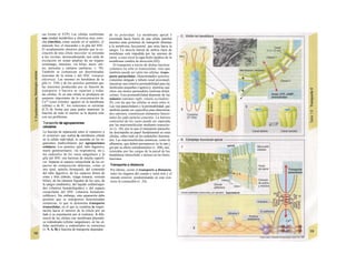 cas (como el ATP). Las células conforman
una unidad metabólica y eléctrica muy estre-
cha (sincitio), como sucede en el epitelio, el
músculo liso, el miocardio y la glía del SNC.
El acoplamiento eléctrico permite que la ex-
citación de una célula muscular se extienda
a las vecinas, desencadenando una onda de
excitación en zonas amplias de un órgano
(estómago, intestino, vía biliar, útero, uré-
ter, aurículas y cámaras cardíacas; v. 70).
También se comunican así determinadas
neuronas de la retina y del SNC (sinopsis
eléctrica). Las uniones en hendidura de la
glía (v. 338) y de los epitelios permiten que
las tensiones producidas por su función de
transporte o barrera se repartan a todas
las células. Si en una célula se produjera un
aumento importante de la concentración de
Ca2
* (caso extremo: agujero en la membrana
celular) o de H+
, los conexones se cerrarían
(C3) de forma que para poder mantener la
función de todo el sincitio se la dejaría sola
con sus problemas.
Transporte de agrupaciones
celulares
La función de separación entre el «interior» y
el «exterior» que realiza la membrana celular
en la célula individual, es asumida en los or-
ganismos multicelulares por agrupaciones
celulares. Los epitelios (piel, tubo digestivo,
tracto genitourinario, vía respiratoria, etc.),
los endotelios de los vasos sanguíneos y la
glía del SNC son barreras de mucha superfi-
cie. Separan el espacio extracelular de los es-
pacios de composición diferente, como el
aire (piel, epitelio bronquial), del contenido
del tubo digestivo, de los espacios llenos de
orina y bilis (túbulo, vejiga urinaria, vesícula
biliar), de las cámaras líquidas de los ojos, de
la sangre (endotelio), del liquido cefalorraquí-
deo («barrera hematolíquida») y del espacio
extracelular del SNC («barrera hematoen-
cefálica»). Sin embargo, esta separación debe
permitir que se transporten determinadas
sustancias, lo que se denomina transporte
transcelular, en el que se combina la impor-
tación hacia el interior de la célula por un
lado y su exportación por el contrario. A dife-
rencia de las células con membrana plasmáti-
ca redondeada (células sanguíneas), en las cé-
lulas epiteliales y endoteliales su estructura
(v. 9, A, B) y función de transporte dependen
de su polaridad. La membrana apical I
(orientada hacia fuera) de una célula epitelial
muestra unas proteínas de transporte distintas
a la membrana basotateml, que mira hacia la
sangre. La mezcla lateral de ambos tipos de
membrana está impedida por las uniones de
cierre, a cuyo nivel la capa fosfo-lipídica de la
membrana cambia de dirección (D2).
El transporte a través de dichas barreras
celulares no sólo es transcelular, sino que
también puede ser entre las células: trans-
porte paracelular. Determinados epitelios
(intestino delgado y túbulo renal proximal)
muestran una relativa permeabilidad para las
moléculas pequeñas («goteo»), mientras que
otros son menos permeables (nefrona distal,
colon). Esta permeabilidad depende de las
uniones (uniones tight, zónula occludens;
D), con las que las células se unen entre sí.
Las vías paracelulares y la permeabilidad, que
también puede ser específica para determina-
dos cationes, constituyen elementos funcio-
nales de cada epitelio concreto. La barrera
endotelial de los vasos puede ser superada
por las macromoléculas mediante transcito-
sis (v. 28), por lo que el transporte paracelu-
lar desempeña un papel fundamental en estas
células, sobre todo en los endotelios fenestra-
dos. Las macromoléculas amónicas, como la
albúmina, que deben permanecer en la san-j
gre por su efecto coloidosmótico (v. 208), son;
retenidas por las cargas de la pared de las
hendiduras intercelular e incluso en las fenes-
traciones.
Transporte a distancia
Por último, existe el transporte a distancia
entre los órganos del cuerpo y entre éste y el
mundo exterior, predominando en este con-
texto la conuecdón (v. 24).
 