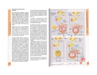 Regulación hormonal del ciclo
menstrual
En la mujer sexualmente madura se secreta la
hormona liberadora gonadotropa gonadoli-
berina o GnRH cada 60-90 min en pulsos de
1 min de duración (pulsátil) bajo la influencia
de distintos neurotransmisores, lo que permite
la liberación pulsátil de FSH y LH en la ade-
nohipófisis. Un ritmo más rápido o la adminis-
tración continua de esta sustancia disminuye
la liberación de FSH y LH, provocando infer-
tilidad. Durante el ciclo menstrual la secreción
de LH y FSH cambia de forma relativa, lo
que indica que existen otros factores que la
afectan.
La liberación de FSH y LH se regula por mecanismos
nerviosos centrales (influencias psíquicas, estrés), que Ia
modifican mediante diversos neurotransmisores del
sistema porta hipotalámico, como Ia noradrenalína (NA)
y el neuropéptido V(NPY), y también por las hormonas
ováricas, estrógenos (E1, E2, E3, etc.), progesterona e
inhibina. La influencia de las hormonas ováricas sobre Ia
secreción de GnRH es indirecta, ya que afectan a las
células nerviosas del SNC, que estimulan las neuronas
secretoras de GnRH a través del glutamato, Ia NA y NPY
y las inhiben mediante GABAy opiáceos.
Al final de la fase luteínica se produce un
aumento de FSH (v. 299, Al), de forma que
en la fase folicular temprana (Al) permite
la proliferación de una serie de 20 folículos del
estrato granuloso e induce la aromatasa de las
células granulosas. Esta enzima permite la
síntesis de los dos estrógenos E2 y E1 a partir
de los andrógenos testosferona y androsteno-
diona (v. 295, A, pasos r y o), que se sintetizan
en las células de la teca y son captadas por las
de la granulosa. La secreción de LH es relati-
vamente escasa (Al y v. 299, Al), pero provoca
la activación de enzimas de las células de la
teca, fundamentales para la preparación de los
andrógenos implicados en la síntesis de estró-
genos (17 β-hidroxiesteroides-deshidrogenasa,
C17-C20-liasa). La densidad de los receptores
de FSH en el folículo aumenta, de forma que el
folículo con mayor sensibilidad a la FSH y ma-
yor contenido de estrógenos se convierte hacia
el día 6 en el folículo dominante (A2).
Durante la fase folicular media los estrógenos
limitan la secreción de FSH y LH (retroalimen-
tación negativa controlada por la inhibina;
A2), pero también inducen un aumento de los
receptores para LH en las células de la granu-
losa. Éstas producen progesterona (inicio de la
«fase luteínica»), que es captada por las células
de la teca (A3), que la utilizan como sustancia
base para la síntesis de andrógenos (v. 295 A,
pasos f y1).
Los estrógenos y Ia inhibina inhiben Ia creciente
secreción de FSH por el folículo dominante, de forma
que se reduce Ia producción de estrógenos en los
restantes folículos iniciados. Como consecuencia en ellos
se acumulan andrógenos, Io que determina Ia apoptosis
de los folículos no seleccionados.
En la fase folicular tardía (A3) aumenta la
liberación de LH υ FSH de forma progresiva,
con un incremento pronunciado de su concen-
tración plasmática. El pico de FSH (hacia el
día 13) induce: 1) la maduración del óvulo.
Los estrógenos aumentan la secreción de LH
(por vía hipotalámica), con la consiguiente sín-
tesis de andrógenos y estrógenos (retroalimen-
tación positiva), que hacen que la cifra de LH
aumente con rapidez hasta el valor máximo:
pico de LH del día 14 (A2). Unas 10 horas
más tarde se rompe el folículo y se libera el
óvulo: ovulación. Si no se produjera este sú-
bito aumento de LH o resultara insuficiente, no
se produciría la ovulación, lo que impediría el
embarazo.
Fase luteínica (A4): LH, FSH y los estró-
genos hacen que el folículo se convierta en el
cuerpo lúteo (o amarillo), que sólo produce
cantidades progresivamente mayores de pro-
gesterona. En la fase inicial de la fase luteínica
(A) los estrógenos y la progesterona inhiben la
secreción de FSH y LH (de forma indirecta por
la inhibición de GnRH), con un rápido descenso
en sus niveles plasmáticos. Esta retroali-
mentación negativa hace que al final del ciclo
las concentraciones plasmáticas de estrógenos
y progesterona disminuyan mucho (hacia el
día 26) y se origine la hemorragia menstrual
(v. 299 A2), poco antes de la cual aumenta de
nuevo la secreción de FSH (A4).
Si durante Ia primera mitad del ciclo se administrara de
forma artificial estrógenos junto con progestáge-nos, no
se produciría Ia ovulación, principio fundamental de los
anovulatorios («pildora»).
 