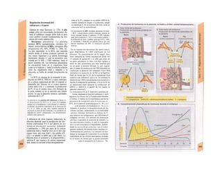 roña en la ZF y después en su sulfato (DHEA-S).
Ambas sustancias llegan a la placenta, donde
se sintetizan E. En el testículo del feto varón se
convierte la P en íestosferona.
La concentración de HPL (lactógeno placentario hu-mano
= HCS = somatotropina coriónica humana) aumenta de
forma constante durante ei embarazo. El HPL estimula,
igual que Ia prolactina (v. 303). e¡ crecimiento mamario y
Ia producción de leche y también, igual que STH (v. 280),
el crecimiento y desarrollo en general. Parece que una
función importante del HPL es aumentarla glucemia
materna.
En la regulación hormonal del parto tiene]
gran importancia Ia CRH sintetizada en IaI
placenta. Su concentración en la sangre ma-j
terna aumenta de forma exponencial desde IaJ
12 semana de gestación y se sabe que antes de
un parto prematuro lo hace con más rapidez y
antes de uno postérmino con más lentitud que
en un parto a término normal, lo que sugiere
que el tempo de producción de CRH placenta-ria
condiciona la duración del embarazo. Esta CRH
estimula a) la secreción de ACTH en la hipófisis
fetal, de forma que la ZA de la suprarrenal fetal
sintetiza más colesterol. que a su vea estimula la
liberación de CRH (retroalimenta-cion positiva) y
facilita la maduración pulmonar, y b) en la ZF de
¡a suprarrenal fetal aumenta la producción de
DHEA y DHEA-S, a partiH de los cuales la
placenta sintetiza E.
La concentración de E maternos aumenta de
forma empinada al final del embarazo y anH
tagoniza los efectos de la P mantenidos durante
el mismo: E induce en la musculatura uterina la
presencia de receptores para la oxitocina (v.
303). de receptores aradrenérgicos (v. 84 y s.)
y de uniones en hendidura (v. 16 y s.).
Además se produce la despolarización de las
células uterinas, aumentando la excitabilidad
uterina. Además, estimufa (a síntesis de P,
que inducen las colagenasas, que debilitan e'l
colágeno cervical. Los sensores de distensión
uterinos responden al aumento de tamaño y a
los movimientos fetales, lo que se transmite
por vía nerviosa hacia el hipotálamo, aumen-
tando la secreción de oxitocina, con el consi-
guiente aumento de contracciones uterinas (re-
troalimentación positiva). Las uniones en hen-
didura se encargan de «concertar» la excitación
espontánea de las células marcapasos aisladas
en el fondo, de forma que se pueda distender
todo el miometrio (a 2 cm/s) (v. 70).
Regulación hormonal del
embarazo y el parto
Además de otras funciones (v. 220). la pla-
centa cubre las necesidades hormonales du-
rante el embarazo, aunque sobre todo al prin-
cipio también resultan fundamentales las hor-
monas del ovario materno (A).
Hormonas placentarias. La placenta
produce HCG (gonadotropina coriónica hu-
mana), cortico/iberina (CRH), estrógenos (E),
progesterona (P), HPL, POMC (v. 280), etc.
La más importante es la HCG, que aumenta
mucho desde el primer trimestre (período de
tres meses siguientes a la ultima hemorragia
menstrual), durante e! cual se encuentra con-
trolada por la HPL y CRH maternas, hasta el
tercer trimestre (B). Las hormonas placentarias
se encuentran tanto en el organismo fetal
como en el materno y. dada la estrecha relación
entre los organismos fetal y materno y la
placenta, se habla de unidad fetoplacenta ría
(A).
La HCG se encarga de a) estimular la pro-
ducción de DHEA, DHEA-S y otros esteroides
en ¡a corteza suprarrenal del feto: b) impedir ei
desarrollo del folicuio en ei ovario materno
(como antes LH). y c) mantener la producción
de P y E en el cuerpo lúteo (Al) Después de
la sexta semana ya no se necesita esta última
acción, ya que la placenta sintetiza cantidades
suficientes de E y P.
La mayoría tis las pruebas del embarazo se basan en
Ia demostración de HCG en Ia orina (6-8 semanas
después de Ia fecundación). Como durante el embarazo
se produce un aumento importante de Ia secreción de
P y E (v. tabla en pág. 302), también aumenta Ia
excreción en orina de estas hormonas y sus productos de
degradación, estriol y pregnandioí, cuya determinación
también indica gestación.
A diferencia de otros órganos endocrinos, la
placenta depende para la producción de hor-
monas esteroideas P y E del aporte de las
sustancias precursoras necesarias (colesterol
o andrógenos; v. 294) por parte de la corteza
suprarrenal fetal o materna (A2) ¡en el feto este
órgano tiene una zona fetal y otra adulta (ZF,
ZA) y su tamaño es doble que el del riñon]. La
placenta toma el coiesterol y la pregnenolona y
sintetiza P. que regresa a la corteza suprarrenal
fetal, donde se convierte en deri/droepiandroste-
 