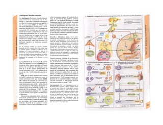 Andrógenos, función testicular
Los andrógenos (hormonas sexuales masculi-
nas) son hormonas estero/deas con 19 áto-
mos de C. Entre ellos se incluyen la testostero-
na (T), la 5a-dehidrotestosterona (DHT) y
los 17-cetosteroides (DHEA, v. 294), con me-
nos efecto androgénico. Un 95% de la T se se-
creta en el testículo (A2) y el 5% restante en la
suprarrenal (Al), mientras que en la mujer se
secreta en el ovario y Ia suprarrenal. Las con-
centraciones plasmáticas son 15 veces mayo-
res en el hombre que en la mujer, pero se van
reduciendo con la edad. Un 98% de la T se en-
cuentra en la sangre unida a proteínas (igual
que los esteroides), sobre todo albúmina y la
globulina ligadura de hormonas sexuales
(SHBG) (A2).
En los testículos también se secretan pequeñas
cantidades de DHT y estradiol (E2). En las células diana
se producen grandes cantidades de DHT (por Ia 5a-
reductasa) y E2 (por Ia aromatasa) a partir de Ia
testosterona, que pasan desde ellas al plasma. DHT y T
se ligan a los mismos receptores intracelu-lares. E2 también
es activo en el varón, sobre todo a nivel epifisario, en Ia
preparación del eyaculado, en Ia hipófisis y en el
hlpotálamo.
La regulación de la secreción de T se debe
a LH, que depende a su vez de GnRH, que se
secreta de forma rítmica, igual que en la mujer
(ritmo cada 1,5-2 horas). LH estimula la secre-
ción de T en las células intersticiales de
Leydig testiculares (A2). T y E2 inhiben la se-
creción de LH y GnRH (retroalimentación ne-
gativa).
FSH, que se libera también bajo control
de GnRH, estimula las células de sostén de
Sertoli testiculares (A3), que secretan inhibi-
ría e inducen la expresión de la proteína liga-
dora de andrógenos (ABP), cuya presencia re-
sulta fundamental para que la T actúe sobre la
espermatogénesis. FSH induce además los re-
ceptores de LH en las células de Leydig. La se-
creción de FSH se inhibe por T, DHT, E2 e inhi-
bina (retroalimentación negativa; A) y se estimu-
la por la acíiuina, cuya significación fisiológica
se desconoce.
Además de su importante efecto sobre la di-
ferenciación genital masculina, la espermatogé-
nesis y el crecimiento y desarrollo de los genita-
les, la próstata y las vesículas seminales, la T
controla el desarrollo de los caracteres sexuales
secundarios, como el tipo de distribución del
vello, la estructura corporal, el tamaño de la la-
ringe, la actividad de las glándulas sebáceas
(acné), etc. Una secreción adecuada de T resulta
fundamental para la libido normal, la poteníia
generandi (fertilidad) y la poíentia coeundi (ca-
pacidad de apareamiento) del varón. La T esti-
mula también la producción de sangre y tiene
un efecto anabólico (productor de tejido), lo que
justifica el mayor desarrollo muscular del varón.
A nivel del SNC también condiciona comporta-
mientos como la agresividad.
Desarrollo y diferenciación sexual. Tras Ia deter-
minación del sexo genético (cromosomico) (B) aparecen
las gónadas correspondientes al mismo, hacia las que
migran las células reproductoras (esper-matogonias). El
posterior desarrollo y diferenciación de los caracteres
sexuales será femenino en ausencia de T (C). Para que Ia
diferenciación sea masculina se necesita T en ambos
procesos (C), pero para algunos (como el descenso
testicular hacia el escroto) hace falta otro factor (¿CGRP?
= péptido relacionado con el gen de Ia calcitonina). Una
producción excesiva de andrógenos o Ia administración
artificial de los mismos (¡anabolizantes!) puede producir
Ia virilización del cuerpo femenino (C).
Función testicular. Además de las funciones
ya descritas, en el testículo se producen los pa-
sos del desarrollo (espermatogénesis) de las
células reproductoras masculinas (espermato-
zoides, esperma), bajo efecto de la T (A3). La
espermatogénesis se produce en los túbulos
seminíferos (longitud conjunta 300 m), cuyo
epitelio de revestimiento está constituido por
células reproductoras y las células de sostén de
Sertoli. Los túbulos se separan de los demás te-
jidos testiculares por la denominada barrera
hematotesticular. La T (necesaria para la ma-
duración de los espermatozoides y la prepara-
ción del eyaculado, v. 308) puede atravesar
esta barrera cuando va unida a ABP.
Espermatogénesis (B). Las esparmatogonias que se
desarrollan hasta Ia pubertad se dividen mediante mitosis
en un primer paso. Una de las células hijas se queda (a
diferncia de Ia ovogénesis, v. 298) toda Ia vida como
reservorio de células madre, mientras que Ia otra se sigue
dividiendo hasta llegar a espermatocito de primer orden,
del que se originan tras una división meiotica dos
espermatocitos de segundo orden. Tras una segunda
división se producen dos espermátides, que se
diferencian finalmente a espermatozoides. Desde Ia
primera división meiótica las células pasan a tener una sola
dotación de cromosomas (haploides).
 