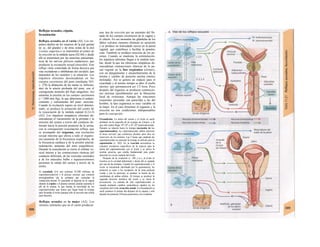 Reflejos sexuales, cópula,
fecundación
Reflejos sexuales en el varón (Al). Los im-
pulsos táctiles de los sensores de la piel genital
(p. ej., del glande) y de otras zonas de la piel
(«zonas engerías») se transmiten al centro de
Ia erección en la médula sacra (S2-S4) y desde
allí se transmiten por las neuronas parasimpá-
ticas de los nervios pélvicos esplácnicos, que
producen la excitación sexual (erección). Este
reflejo viene controlado de forma decisiva por
vías excitadoras e inhibidoras del encéfalo, que
dependen de los sentidos y la situación. Los
impulsos eferentes desencadenan en los
cuerpos cavernosos del pene (mediante NO;
v. 278) la dilatación de las ramas (a. helicina-
das) de la arteria profunda del pene, con el
consiguiente aumento del flujo sanguíneo. Así
aumenta la presión en los cuerpos cavernosos
(< 1.000 mm Hg), lo que determina el endure-
cimiento y estiramiento del pene: erección.
Cuando la excitación supera un nivel determi-
nado, se produce la actuación del centro de
Ia eyacu/ación de la médula espinal (L2-L3)
(A2). Los impulsos simpáticos eferentes de-
sencadenan el vaciamiento de la próstata y la
emisión del semen a través del conducto de-
ferente hacia la porción posterior de la uretra,
con la consiguiente eyaculación refleja, que
se acompaña del orgasmo, una excitación
sexual máxima que afecta a todo el organis-
mo (aumento de la frecuencia respiratoria, de
la frecuencia cardíaca y de la presión arterial,
sudoración, aumento del tono esquelético).
Durante la eyaculación se cierra el esfínter ve-
sical interno y las contracciones rítmicas del
conducto deferente, de las vesículas seminales
y de los músculos bulbo e isquiocavernosos
permiten la salida del semen a través de la
uretra.
El eyaculado (2-6 mi) contiene 35-200 millones de
espermatozoides/mi y el plasma seminal, que contiene
prostaglandinas (de Ia próstata) que estimulan Ia
contracción uterina. El eyaculado se deposita en Ia vagina
durante Ia copula y el plasma seminal alcalino aumenta el
pH de Ia misma, Io que facilita Ia movilidad de los
espermatozoides que tienen que llegar hasta Ia trompa
para fecundar el óvulo (aunque sólo se necesita una célula
para hacerlo).
Reflejos sexuales en la mujer (A2). Los
mismos estímulos que en el varón producen
una /ase de erección por un aumento del lle-
nado de los cuerpos cavernosos de la vagina y
el clitoris. En ese momento las glándulas de los
labios vulvares menores eliminan su secreción
y se produce un transudado seroso en la pared
vaginal, que contribuye a facilitar la penetra-
ción. También se produce erección de los pe-
zones. Cuando se mantiene la estimulación,
los impulsos aferentes llegan a la médula lum-
bar, desde la que las eferencias simpáticas de-
sencadenan contracciones rítmicas de la pa-
red vaginal en la fase orgásmica (climax),
con un alargamiento y ensanchamiento de la
misma y cambio de posición uterina (menos
inclinada). Así se genera un espacio para el
eyaculado y al mismo tiempo se abre el cuello
uterino, que permanecerá así 1/2 hora. Poco
después del orgasmo se producen contraccio-
nes uterinas (posiblemente por la liberación
local de oxitocina). Aunque las reacciones
corporales asociadas son parecidas a las del
hombre, la fase orgásmica es muy variable en
la mujer. En el caso femenino el orgasmo y la
erección no son condiciones indispensables
para la concepción.
Fecundación. La unión del semen y el óvulo se suele
producir en Ia ampolla de Ia trompa de Falopio, a Ia
que sólo suelen llegar 102
-103
a 107
-10a
espermatozoides.
Durante su tránsito hacia Ia trompa (ascensión de los
espermatozoides), los espermatozoides deben atravesar
el moco cervical, que constituye durante unos días un
reservorio de los mismos. Las 5 horas que emplean los
espermatozoides en alcanzar Ia trompa se utilizan para Ia
capacitación (v. 302). En Ia reacción acrosómica se
exponen receptores específicos de Ia especie para Ia
unión del espermatozoide con el óvulo y se activa Ia
enzima acras/na, que resulta fundamental para poder
atravesar Ia corona radiada del óvulo.
Después de Ia ovulación (v. 298 y ss.), el óvulo se
localiza en Ia cavidad abdominal y desde allí es captado
por una de las trompas. Cuando los espermatozoides y el
óvulo se encuentran (facilitado por Ia quimiotaxis), los
primeros se unen a los receptores de Ia zona pelúcida
ovular y uno Ia atraviesa; se produce Ia fusión de las
membranas de ambas células. Al tiempo se produce Ia
segunda división meiótica del óvulo y se inicia Ia
fecundación. La entrada de más espermatozoides se
impide mediante cambios proteolíticos rápidos en los
receptores del óvulo (reacción zonal). La fecundación se
suele producir el primer día después de Ia cópula y sólo
durante las primeras 24 horas posteriores a Ia ovulación.
 