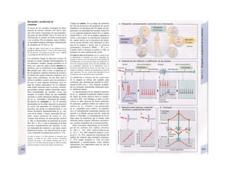 Recepción y producción de
estímulos
A través de los sentidos recibimos la infor-
mación de nuestro entorno (109
bit/s), aun-
que sólo somos conscientes de una pequeñísi-
ma parte de ella (lOMO2
bit/s). El resto de la
información se asimila de forma inconsciente
o no se utiliza. Por el contrario, para el habla y
la movilidad (mímica) utilizamos informaciones
de alrededor de 107
bit/s (v. A).
Un bit (en inglés: binary digit) es una medida de Ia ca-
pacidad de información (8 bit = 1 byte); el bit/s mide el flujo
de información. Una página de un libro tiene ±1.000 bit
y una imagen de televisión más de 106
blt/s.
Los estímulos llegan en diferentes formas de
energía al cuerpo (energía electromagnética en
los estímulos visuales, energía mecánica en el
tacto, etc.), para las cuales existen sensores es-
pecíficos, que se centralizan en los órganos de
los sentidos (ojo, oído) o bien, se dispersan so-
bre la superficie corporal (sensores de la piel) o
el interior del cuerpo (sensores osmóticos, etc.)
(para evitar confusiones, en este libro sólo se
utiliza la palabra receptor para las proteínas a
las que se unen algunas hormonas, pero no
para las células sensoriales). Por el contrario,
cada célula sensorial tiene su propio estímulo,
que produce siempre señales sensoriales especí-
ficas (modalidades de sentidos, como, por
ejemplo, el sonido). Dentro de una modalidad
sensorial se suelen diferenciar distintas cualida-
des (p. ej., intensidad y frecuencia del sonido).
Recepción de estímulos (v. B). B estímulo
desencadena en la célula sensorial un potencial
de sensor (de generador, de receptor) (trans-
ducción), que puede ser despolarizante o, con
menos frecuencia, hiperpolarizante (p. ej., sen-
sores de Ia retina). A mayor intensidad del estí-
mulo, mayor potencial de sensor (v. Cl).
Cuando éste alcanza un determinado umbral
(v. Bl), se desencadena un potencial de acción
(PA; Bl y v. 46 y s.) que se transmite en la fibra
nerviosa: transformación del estímulo. A ma-
yor intensidad del estímulo y, por tanto, mayor
potencial de sensor, con más frecuencia se pro-
voca y transmite un potencial de acción (v. C2).
Sl entre el sensor y Ia fibra aferente se encuentra una
sinapsis, se habla de una célula sensitiva secundaria
(sensores del gusto y del sonido), mientras que en un
sensor con una fibra aferente propia se habla de célula
sensitiva primaria (sensores del olfato, nocisensores).
Código de señales. En el código de estímulos
del tipo de frecuencia del potencial de acción
(impulso/s), la frecuencia del PA puede ser pro-
porcional a la intensidad del estímulo (sensor-P)
o a su variación temporal (sensor-D) o a ambos
(sensor-PD) (v. 314). En la sinapsis siguiente se
vuelve a decodificar la información transmiti-
da: cuanto mayor sea la frecuencia del poten-
cial de acción aferente, más transmisor se libe-
rará en la sinapsis y mayor será el potencial
postsináptico excitatario (PPSE, v. 50 y ss.).
Cuando vuelve a alcanzar el umbra/ (ν. Β2), se
transmite un nuevo potencial de acción.
El código de tipos de frecuencia tiene Ia ventaja de que
Ia información se transmite con mayor seguridad que
cuando se utiliza el nivel de potencial como portador de
Ia información; en los trayectos largos de conducción el
nivel del potencial puede variar con más facilidad, con
Ia consiguiente alteración de Ia información, que Ia
frecuencia del potencial de acción. Por otro lado, en Ia
sinapsis se debilita o refuerza Ia información (a través de
otras neuronas). Por eso, resulta más adecuado el nivel
de potencial, que se decodifica antes !ocalmente.
La inhibición o refuerzo de las conexiones
en la sinapsis se utiliza, por ejemplo, para
contrastar una información durante la trans-
misión al SNC (D y v. 354). Además, se debili-
tan los estímulos transmitidos demasiado pron-
to: inhibición lateral.
La transformación de los impulsos sensoria-
les (p. ej., midiendo el potencial celular) se pue-
de seguir de forma objetiva hasta su integra-
ción en el SNC. Sin embargo, el salto a la con-
ciencia se debe apreciar de forma subjetiua.
En principio, podemos definir las seña/es sen-
soria/es (p. ej., «verde») y las sensaciones
(p. ej., «pequeñas rayas verdes»). La experien-
cia y el entendimiento interpretan entonces los
sucesos y se obtiene una percepción: «rama de
abeto» o «Navidad». La interpretación de los di-
bujos pone de manifiesto que la misma señal
sensorial puede originar diferentes percepcio-
nes, incluso tratándose de la misma persona.
Otros conceptos importantes en la fisiolo-
gía de los sentidos son: umbra/ absoluto
(v. 340 y s.. 352, 358), umbral diferencial
(v. 34 y s., 352, 368) sumación espacia/ y tem-
poral (v. 52, 352), adaptación (incremento del
umbral del estímulo para estímulos continuos;
(v. 352), campo receptiuo (v. 354), así como
habituación y sensibi/ización. Estos últimos
mecanismos son importantes para las vías de
aprendizaje (v. 336).
 