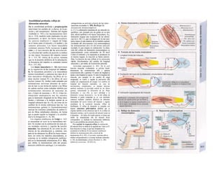 Sensibilidad profunda, reflejo de
distensión muscular
En la sensibilidad profunda o propiocepción
intervienen los sentidos de ¡a fuerza, de la po-
sición y del mouimienío. Además del órgano
vestibular (v. 342) y los mecanosensores tácti-
les (v. 314), también están implicados los pro-
piosensores, es decir, los husos musculares,
los sensores tendinosos (= órgano de Golgi;
en el límite entre el músculo y el tendón) y los
sensores aríicu/ares. Los husos musculares
contienen sensores PyDy reconocen la posi-
ción y el movimiento de la articulación.
La velocidad del cambio de posición se traduce
en una mayor frecuencia del impulso (sensor
D, v. 315, Dl: vértice de la curva), mientras
que en la posición definitiva de la articulación,
la frecuencia del impulso es constante (sensor
P) (v. 315, D2).
Los husos musculares (v. Al) intervienen
en la regulación de la longitud del múscu-
lo. Se encuentran paralelos a la musculatura
motora (extrafusal) y contienen dos tipos de fi-
bras musculares intrafusales, las fibras de ca-
dena nuclear (sensor P) y las fibras de saco
nuclear (sensor D). Ambas están rodeadas por
terminaciones nerviosas aferentes de neuro-
nas de tipo /a con forma de espiral y las fibras
de cadena nuclear están rodeadas también por
terminaciones aferentes de neuronas de
tipo ¡I (tipos de neuronas, v. 49, C). Estas ter-
minaciones anulospira/es son los sensores
para la distensión (longitud) de las fibras intra-
fusales e informan a la médula espinal de su
longitud (aferencia tipo Ia y II), así como de los
cambios de la misma (aferencias tipo Ia). Las
motoneuronas gamma (o fusimotoneuronas)
inervan los extremos contráctiles de ambos ti-
pos de fibras intrafusales eferentes, de forma
que se puede regular su longitud y la sensibili-
dad a la elongación (v. Al, Bl).
Los órganos tendinosos de Golgi (ν. Α2)
se encuentran en serie en la musculatura mo-
tora. Se excitan con la contracción de unas po-
cas unidades motoras y regulan la tensión
muscular. Sus aferencias Ib, así como las afe-
rencias de las articulaciones y cutáneas, una
parte de las aferencias Ia y II de los husos muscu-
lares, así como los impulsos descendentes, se
conectan en la médula (integración multimo-
dal) en la denominada iníerneurona Ib (v. D2),
que inhibe la motoneurona alfa del propio
músculo (inhibición autóloga). Los músculos
antagonistas se activan a través de las inter-
neuronas excitadas (v. D5). Reflejo de
distensión monosináptico
(v. C). La distensión repentina de un músculo es-
quelético, por ejemplo por un golpe en su tern
don, afecta también a los husos musculares. Si¡¡
distensión origina una excitación de las aferen-
cias Ia (ν. Β2, C), que se dirigen por la raíz pos-
terior hacia el asta anterior de la médula espinal,
excitando allí directamente (vía monosináptica)
las motoneuronas al/a (A) del mismo músculo
excitado, lo que origina su contracción. La dura-
ción del reflejo de distensión monosináptico es
especialmente corta (alrededor de 30 ms)J
Como el estímulo y la respuesta se producen en
el mismo órgano, la reacción se llama autorre-
fleja. La función de este reflejo es la corrección
rápida «involuntaria» del cambio de longitud
muscular y, por tanto, de la posición articular.
Actividad supraspinal (v. B3). En la corl
tracción muscular «voluntaria» se activan simul-
táneamente las motoneuronas alfa y gamma
(coactivación alfa y gamma). El sensor de longitud se
ajusta a una longitud en reposo. Si varía la longitud del
músculo, por ejemplo en un cambio de carga
inesperado, se vuelve a regular la inervación alfa
(reflejo de compensación de carga). Los cambios de
longitud del músculo esperados, en caso de
movimientos complicados, se pueden precisar
también mediante la actividad central de las fibras
gamma, aumentando la distensión de las fibras
intrafusales y, con ello, su sen-l sibilidad a la
distensión («juego fusimotor»). La vía del reflejo de
distensión se puede comprobar (p. ej., con electrodos
cutáneos) mediante estímulos eléctricos de diferentes
intensidades del nervio (mixto) del músculo y registro
simultáneo de Ia excitación muscular: reflejo de
H(offmann). El reflejo de distensión se completa con
algunas conexiones polisi-nápticas añadidas que se
originan también en las] aferencias tipo II. Si el reflejo de
distensión termina j con Ia extensión del músculo (como en
el denomina- < do reflejo del tendón paíe/ar), se tienen que
inhibir las motoneuronas alfa del músculo flexor
correspondien-; te, mediante las intemeuronas inhibitorias
tipo Ia, para posibilitar una extensión eficaz (v. D1).
Para concluir Ia respuesta refleja, Ia contracción
del músculo flexor se inhibe de Ia siguiente ma-1 ñera: a) El
huso muscular se relaja, Io que hace desaparecer Ia
excitación en Ia fibra Ia. b) Los sensores tendinosos
inhiben las motoneuronas alfa a través de las
intemeuronas Ib (v. D2). c) Las moto-;
neuronas alfa se
inhiben retrógradamente a sí mismas mediante colaterales
(v. D3), las denominadas j células Renshaw (v. D4):
inhibición recurrente · (V.321.C1).
 