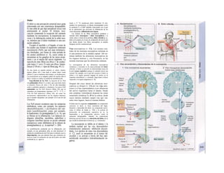 Dolor
El dolor es una percepción sensorial poco grata
relacionada con una experiencia desagradable.
Es una señal de que algo perjudicial (noxa) está
amenazando al cuerpo. El término noci-
cepción comprende la recepción del estimulo
mediante los nocisensores, la transmisión ner-
viosa y la elaboración central de la señal noci-
va, mientras que el dolor resultante es una sen-
sación subjetiva.
Excepto el encéfalo y el hígado, el resto de
los tejidos que forman el organismo contienen
nocisensores (NoS), que son unas terminacio-
nes hinchadas, con forma de cinta perlada de
los axones periféricos (v. A), cuyos somas se
encuentran en los ganglios de las raíces poste-
riores y en el núcleo del nervio trigémino. La
mayoría de estas fibras son fibras C de conduc-
ción lenta (<1 m/s). El resto son fibras Aámie-
línicas (5-30 m/s; v. tipos de fibras pág. 49, C).
En una lesión se registra primero el «dolor rápido»
intenso (fibras Αδ) y más tarde el «dolor lento» sordo
(fibras C), que se mantiene más tiempo y se localiza peor.
Los nocisensores no se adaptan (¡dolor de muelas todo el
día!) s incluso se reduce el umbral de sensibilización.
Especificidad de los NoS. La mayoría de los NoS
son polimodales (fibras C), es decir, que reaccionan tanto
a estímulos físicos de calor y frío de alta intensidad,
como a estímulos químicos y mecánicos. Los pocos NoS
unimodales son los NoS térmicos (fibras Αδ), que se
estimulan con temperaturas extremas (>45 0
C, <5 °C; v.
314), los NoS mecá-nicos (fibras Αδ), así como los
nocisensores «adormecidos» (en los órganos internos),
que se pueden «despertar», por ejemplo, en el caso de una
inflamación.
Los NoS poseen receptores para las sustancias
inhibidoras, como, por ejemplo, los opiáceos
(desensibilización), y facilitadoras del estí-
mulo (sensibilización), como, por ejemplo,
la bradicinina o la prostaglandina E2 (v. A), que
se liberan en la inflamación. Los opiáceos en-
dógenos (dinorfina, encefalina, endorfina) o
exógenos (morfina) ejercen su acción calmante
(analgésica) como inhibidores de la síntesis de
prostaglandina (p. ej., la aspirina*; v. 269).
La sensibilización producida por Ia inflamación, por
ejemplo, en una quemadura solar, no sólo disminuye el
umbral de sensibilización del NoS para el estímulo nocivo
(hiperalgesia), sino que además hace que estímulos no
nocivos como Ia sensación de roce de Ia piel o de calor
moderado (p. ej., agua ca-
liente a 37 "C) produzcan dolor (alodmia) Al esti-
mularse los nocisensores, se liberan neuropéptidos como
Ia sustancia P o CGRP (péptido relacionado con el gen
de Ia calcitonina) que provocan Ia inflamación de los
vasos adyacentes: inflamación neu-rógena.
Las lesiones de las fibras nociceptivas producen a
menudo dolor (neurógeno = dolor neuropático) y se
siente como si viniera de Ia periferia: dolor referido (p. ej.,
dolor en Ia pierna en el caso de compresión del nervio por
una hernia discal). Las fibras nociceptivas se pueden
bloquear con frío o anestesia local.
Vías nociceptivas (v. Cl). Los axones cen-
trales de las neuronas nociceptivas terminan en
el asta posterior de la médula espinal. Ahí ter-
minan también las aferencias nociceptivas de
los órganos internos y, con frecuencia, en las
mismas neuronas que las aferencias cutáneas.
La convergencia de las aferencias nociceptivas
somáticas y viscerales es Ia causa principal del dolor
referido: el dolor se percibe en determinadas áreas de
Ia piel (zonas capitales) aunque el estimulo nocivo sea
visceral. Por ejemplo, en el caso del corazón el dolor se
refiere a Ia región pectoral (angina de pecho en Ia
isquemia miocárdica) y, a menudo, llega hasta el brazo
izquierdo y Ia región epigástrica (v. B).
Después del cruce lateral las aferencias noci-
ceptivas se dirigen (v. Cl) por las vías ante-
riores y el haz espinotalámico (con afluencias
del nervio trigémino) hasta el tálamo. Desde
este complejo ventrolateral alcanzan las zonas
sensoriales somáticas I y II de la corteza, desde
cuyos núcleos mediales surgen vías que van,
entre otros lugares, hacia el sistema límbico.
El dolor tiene los siguientes componentes: un componente
sensorial, es decir, se tiene conciencia del lugar,
duración e intensidad del dolor; un componente motor,
como el reflejo de huida (v. 320) y Ia actitud de
protección; un componente vegetativo (p. ej., Ia
taquicardia) y un componente afectivo, como Ia
sensación desagradable. Además, las experiencias
dolorosas previas llevan a Ia valoración del dolor, de Ia
que resulta Ia actitud ante el mismo (p. ej., el lamento).
La nocicepción se inhibe en el tálamo y la
médula espinal por las vías descendentes
(transmisores opiáceos): inhibición descen-
dente. Los núcleos de estas vías descendentes
(v. C2, azul) se encuentran en el tronco de/
encéfalo y se activan a través del haz espi-
norreticular nociceptivo (retroalimentación ne-
gativa).
 