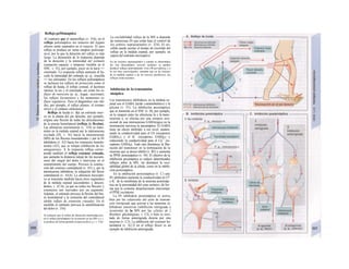 Reflejo poMsináptico
Al contrario que e autorreflejo (v. 316), en el
reflejo polisináptico los sensores del órgano
efector están separados en el espacio. El arco
reflejo se produce en varias sinapsis (polisináp-
tico), por lo que la duración del reflejo es más
larga. La dimensión de la respuesta depende
de la duración y la intensidad del estímulo
(sumación espacia/ y témpora/ variable en el
SNC, v. 52), por ejemplo, picor en la nariz =>
estornudo. La respuesta refleja aumenta al ha-
cerlo la intensidad del estímulo (p. ej., tosecilla
=> tos sofocante). En los reflejos polisinápticos
se incluyen los reflejos de protección como el
reflejo de huida, el reflejo corneal, el lacrimeo
intenso, la tos y el estornudo, así como los re-
flejos de nutrición (p. ej., tragar, succionar),
los reflejos locomotores y los numerosos re-
flejos vegetativos. Para el diagnóstico son váli-
dos, por ejemplo, el reflejo plantar, el cremas-
térico y el cutáneo abdominal.
Reflejo de huida (v. A): un estímulo noci-
vo en la planta del pie derecho, por ejemplo,
origina una flexión de todas las articulaciones
de la pierna homolateral (reflejo de flexión).
Las aferencias nocisensoras (v. 318) se trans-
miten en la médula espinal por la interneurona
excitada (IN, v. Al) hacia la motoneurona
(MN) de los flexores homolaterales y por la IN
inhibidora (ν. Α2) hacia los extensores homola-
terales (A3), que se relajan (inhibición de los
antagonistas). A la respuesta refleja corres-
ponde también el reflejo extensor cruzado,
que aumenta la distancia (aleja) de los nocisen-
sores del origen del dolor e interviene en el
sostenimiento del cuerpo. Provoca la contrac-
ción del extensor contralateral (ν. Α5) y, por la
interneurona inhibidora, la relajación del flexor
contralateral (v. A4,6). La aferencia nocicepti-
va se transmite también hacia otros segmentos
de la médula espinal (ascendentes y descen-
dentes, v. A7,8), ya que no todos los flexores y
extensores son inervados por un segmento.
Además, el estímulo provoca la flexión del bra-
zo homolateral y la extensión del contralateral
(doble reflejo de extensión cruzado). En el
encéfalo el estímulo provoca la sensibilización
del dolor (v. 316).
Al contrario que el reflejo de distensión monosináp-tico,
en el reflejo polisináptico Ia excitación en las MN o y γ
se produce de forma paralela (coactivación α y γ; v. 316).
La excitabilidad refleja de la MN α depende
de numerosas IN que están bajo el control de
los centros supraespinales (v. 324). El en-
céfalo puede acortar el tiempo de recorrido del
reflejo en la médula espinal, por ejemplo, en
espera del estímulo nociceptivo.
En las lesiones supraespinales o cuando se interrumpen
las vías descendentes (sección medular) se pueden
producir reflejos anormalmente vivos (W-perreflexia) y a
Ia vez muy estereotipados; mientras que en las lesiones
de Ia médula espinal o de los nervios periféricos, los
reflejos están ausentes.
Inhibición de Ia transmisión
sináptica
Los transmisores inhibidores en la médula es-
pinal son el GABA (ácido γ-aminobutírico) y la
glicina (v. 55). La inhibición presináptica
que se transmite en el SNC (v. B), por ejemplo,
en la sinapsis entre las aferencias Ia y la moto-
neurona a, se efectúa por una sinopsis axo-
axonal de una interneurona GABAérgica en la
terminación nerviosa Ia presináptica. El GABA
tiene un efecto inhibidor a ese nivel, aumen-
tando la conductividad para el Ch (receptores
GABAA) y el K+
(receptores GABA6) y
reduciendo la conductividad para el Ca2+
(re-
ceptores GABAB). Todo esto disminuye la libe-
ración del transmisor en la terminación de la
neurona que se desea inhibir (ν. Β2) y aumenta
su PPSE postsináptico (v. 50). El objetivo de la
inhibición presináptica es reducir determinados
influjos sobre la MN, sin disminuir la exci-
tabilidad global de la célula, como en la inhibi-
ción postsináptica.
En la inhibición postsináptica (v. C) una
IN inhibidora aumenta la conductividad al Cl"
o K+
de la membrana de la neurona postsináp-
tica en la proximidad del cono axónico, de for-
ma que la comente despolarizante interrumpe
el PPSE excitatorio.
La IN inhibidora postsináptica se activa,
bien por las colaterales del axón de transmi-
sión retrógrada que activan a las neuronas in-
hibidoras sensitivas (inhibición retrógrada o
recurrente de la MN por las células de ]
Renshaw glicinérgicas; v. Cl), o bien es exci-
tada de forma anterógrada directa por otra
neurona (v. C2). La inhibición del extensor ho-
molateral (v. A2,3) en el reflejo flexor es un
ejemplo de inhibición anterógrada.
 