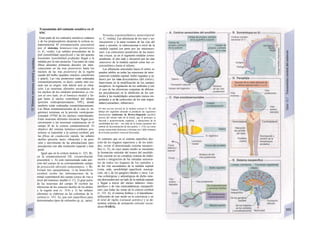 Transmisión del estímulo sensitivo en el
SNC
Gran parte de los estímulos sensitivos cutáneos
y de los propioceptores alcanzan la corteza so-
matosensorial SI (circunuo/ución poscentral)
por el sistema lemnisco-vías posteriores
(v. C, verde). Las señales procedentes de la
piel (sensibilidad superficial) y las del aparato
locomotor (sensibilidad profunda) llegan a la
médula por la raíz posterior. Una parte de estas
fibras aferentes primarías discurre sin inter-
conexiones en las was posteriores hasta los
núcleos de las was posteriores de la región
caudal del bulbo raquídeo (núcleos cuneiforme
y grácil). Las vías posteriores están ordenadas
somatotópicamente, es decir, cuanto más cra-
neal sea su origen, más lateral será su situa-
ción. Las neuronas aferentes secundarias de
los núcleos de los cordones posteriores se cru-
zan al otro lado, en el lemnisco medial y lle-
gan hasta el núcleo ventrobasal del tálamo
(porción ventroposteroíatera/, VPL), donde
también están ordenadas somatotópicamente.
Las fibras somatosensoriales de la cara (n. tri-
gémino) terminan en la porción ventroposte-
romedial (VPM) de los núcleos ventrobasales.
Estas neuronas aferentes terciarias llegan pos-
teriormente a las neuronas cuaternarias en el
campo Sl de la corteza somatosensorial. El
objetivo del sistema lemnisco-cordones pos-
teriores es transmitir a la corteza cerebral, por
las fibras de conducción rápida, las señales
táctiles (presión, tacto, vibración) y de posi-
ción y movimiento de las articulaciones (pro-
piocepción) con alta resolución espacial y tem-
poral.
Igual que en la corteza motora (v. 325, B).
en la somatosensorial (SI, circunvolución
poscentral, v. A) está representada cada por-
ción del cuerpo en su correspondiente campo
de proyección (división somatotópica; v. B).
Existen tres características: 1) un hemisferio
cerebral recibe las informaciones de la
mitad contralateral del cuerpo (cruce de vías a
nivel del lemnisco medial (v. C), 2) gran parte
de las neuronas del campo SI reciben las
aferencias de los sensores táctiles de los dedos
y la región oral (v. 314) y 3) las señales
aferentes se elaboran en las columnas de la
corteza (v. 333. A), que son específicos para
determinados tipos de estímulos (p. ej., tacto).
Sistema espinotalámico anterolateral
(v. C. violeta). Las aferencias de los nocí y ter-
mosensores y la parte restante de las vías del
tacto y presión, se interconectan a nivel de la
médula espinal (en parte por las interneuro-
nas). Las conexiones posteriores de las neuro-
nas cruzan, ya en el segmento medular corres-
pondiente, al otro lado y discurren por las uías
anteriores de la médula espinal como haz es-
pinotalámico hasta el tálamo.
Las afluencias sensoriales hacia el córtex se
pueden inhibir en todas las estaciones de inter-
conexión (médula espinal, bulbo raquídeo y tá-
lamo) por las vías descendentes (del córtex).
Intervienen en la modificación de los campos
receptivos. Ia regulación de los umbrales y (en
el caso de las aferencias conjuntas de diferen-
tes procedencias) en la inhibición de los estí-
mulos y las modalidades sensoriales menos im-
portantes y en la «selección» de los más impor-
tantes («escuchar», «observar»).
En una sección parcial de Ia médula espinal (v. D), por
debajo del segmento afectado se producen las siguientes
alteraciones (síndrome de Brown-Séquard): parálisis
motora del mismo lado de Ia lesión, que al principio es
flaccida y posteriormente espástica, y alteraciones de Ia
sensibilidad del mis- : mo lado de Ia lesión (aumento del
umbral de discriminación de dos puntos, v. 314), así como
ciertas sensaciones dolorosas y térmicas en e lado contrario
de Ia lesión (parálisis sensorial disociada).
Al contrario que en el sistema específico des-
crito de los órganos superiores y de los senti-
dos, existe el denominado sistema inespecí-
fico (v. E), en cuyo punto medio se encuentra
la formación reticular del tronco del encéfalo.
Ésta consiste en un complejo sistema de elabo-
ración e integración de las entradas sensoria-
les de todos los órganos de los sentidos y
de las vías ascendentes de la médula espinal
(vista, oído, sensibilidad superficial, nocicep-
ción, etc.), de los ganglios básales y otros. Las
vías colinérgicas y adrenérgicas de dicho siste-
ma descienden por un lado de la médula espinal
y llegan a través del núcleo talámico «ines-
pecífico» y de vías corticotalámicas «inespecífi-
cas» casi todas las zonas de la corteza cerebral
(v. 333. A), el sistema límbico y el hipotálamo.
influyendo de este modo en la conciencia y en
el nivel de vigilia («arousal activity») y se de-
nomina sistema de acíiuación reticular ascen-
dente (SARA).
 
