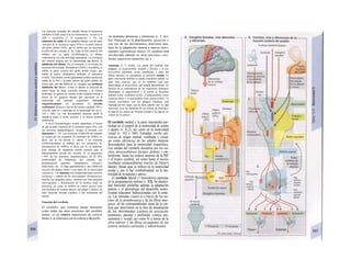 Las neuronas excitadas del estriado liberan el transmisor
inhibidor GABA junto con un cotransmisor, sustancia P
(SP) o encefalina (v. D; transmisor, v. 55). Las
estaciones de salida de los ganglios básales son Ia parte
reticular de Ia sustancia negra (SNr) y Ia parte interna
del globo pálido (GPi), que se inhibe por las neuronas
GABA/SP del estriado (v. D). Tanto Ia SNr como el GPi
inhiben por su parte (GABAérgico) el tálamo
ventrolateral con alta actividad espontánea. La excitación
del estriado origina, por Ia denominada vía directa, Ia
inhibición del tálamo. Por el contrario, si se excitan las
neuronas del estriado, liberándose GABA y encefalina, se
inhibe Ia parte externa del globo pálido (Gpe), que
inhibe al núcleo subtalámico mediante el transmisor
GABA. Este último excita (glutamato) ambos núcleos de
salida de Ia SNr y Ia parte interna del globo pálido, de
forma que, por vía indirecta, se consigue una profunda
inhibición del tálamo. Como el tálamo se proyecta de
nuevo hacia las áreas corticales motoras y Ia corteza
prefrontal, se genera un circuito córtico-tálamo-cortical a
través de los ganglios básales que interviene en Ia
motricidad del músculo esquelético (circuito
esqueleticomotor vía pu-tamen). El circuito
oculomotor discurre a través del núcleo caudado, SNr y
coliculo superior y participa en Ia motricidad del ojo (v.
342 y 360). Las vías descendentes alcanzan desde Ia
sustancia negra el techo (tectum) y el núcleo pontino
peduncular.
A nivel fisiopatológico resulta importante el hecho
de que Ia parte compacta de Ia sustancia negra, SNc, con
sus neuronas dopaminérgicas, «irriga» al estriado con
dopamina (v. D). Las neuronas GABA/SP del estriado
se excitan por los receptores D1 (aumento de AMPc), es
decir, por Ia vía directa (v. antes); y las neuronas
GABA/encefalina se inhiben por los receptores D2
(disminución de AMPc), es decir, por Ia vía indirecta.
Esta entrada de dopamina resulta esencial para el
funcionamiento normal del estriado. Si se degeneran
>70% de las neuronas dopaminérgicas de Ia SNc
(enfermedad de Parkinson), por ejemplo, por
predisposición genética, traumatismos (¡boxeo!),
infecciones, etc., se llega generalmente a una inhibición
excesiva del tálamo motor y por tanto de Ia motricidad
voluntaria. Los síntomas son incapacidad para moverse
(acinesia) y retardo de los movimientos (bradicinesia),
marcha con pequeños pasos, escritura con letra pequeña
(micrografia) y disminución de Ia mímica (cara cíe
máscara), así como un temblor de reposo grueso (con
movimientos de «contar dinero» del pulgar y dedos), un
tono muscular elevado (rigidez) y una inclinación del
cuerpo.
Función del cerebelo
El cerebelo, que contiene tantas neuronas
como todas las otras porciones del encéfalo
juntas, es un centro importante de control
motor y se relaciona con la corteza y la perife-
ria mediante aferencias y eferencias (v. F, arri-
ba). Participa en la planificación, ejecución y
con tro/ de los movimientos; interviene tam-
bién en la adaptación motora a nuevos movi-
mientos (aprendizaje motor). El cerebelo está
involucrado además en otras funciones cere-
brales superiores (atención, etc.).
Anatomía (v. F, arriba). Las partes del cerebelo más
antiguas, el arquicerebelo (nodulo y floculo) y el pa-
leocerebelo (pirámide, uvula, paraflóculo y parte del
lóbulo anterior) se encuentran en posición medial. La
parte intermedia también se puede considerar medial. La
parte más «nueva», que en los hombres está muy
desarrollada, el neocerebelo, está situada lateralmente. En
función de Ia información de las respectivas eferencias
dominantes, el arquicerebelo y el vermis se describen
también como vestibuhce-rebelo. el paleocerebelo como
espinocerebelo y el neocerebelo como pontocerebelo. La
corteza cere-belosa, con sus pliegues (láminas), está
formada por tres capas, que de fuera adentro son: Ia capa
molecular (con las dendritas de las células de Purkinje),
Ia capa tie las células de Purkinje (somas) y Ia capa de las
células de los granos.
El cerebelo medial y la parte intermedia par-
ticipan en el control de la motricidad de sostén
y agarre (v. Fl,2). así como en la motricidad
visual (v. 342 y 360). Entradas: recibe afe-
rencias de origen espinal, vestibular y visual,
asi como eferencias de las señales motoras
descendentes para la motricidad esquelética.
Las salidas del cerebelo discurren por los nú-
cleos intracerebelosos fastigio, globoso y em-
boliforme. hasta los centros motores de la ME
y el tronco cerebral, así como hasta el núcleo
vestibular extracerebeloso (núcleo de Deiters
lateral). Desde aquí se influye en la motricidad
ocular y, por el haz vestibulospinal, en la mo-
tricidad de la marcha y apoyo.
El cerebelo lateral (= hemisferio) participa
en la programación motora (v. F3). Su plastici-
dad funcional posibilita además la adaptación
motora y el aprendizaje del desarrollo motor.
Existen relaciones bidireccionales con la corte-
za. Las entradas vienen a) a través de los nú-
cleos de la protuberancia y de las fibras mus-
gosas, de las correspondientes áreas de la cor-
teza que intervienen en la fase de preparación
de los movimientos (corteza de asociación
premotora. parietal y prefrontal. corteza sen-
somotora y visual), así como b) a través de la
oliva inferior y las fibras ascendentes de los
centros motores corticales y subcorticales.
 