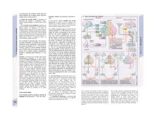 Las eferencias del cerebelo lateral salen del
núcleo dentado, por el tálamo motor, hasta los
campos de Ia corteza motora.
Las lesiones del cerebelo medial se manifiestan con
alteraciones del equilibrio y oculomotoras (mareo,
náuseas, nistagmo pendular) y ataxia del tronco y de Ia
marcha.
En las lesiones de los hemisferios cerebelo-sos se
altera Ia iniciación, Ia coordinación y Ia finalización de Ia
función motora de intención, así como Ia
«desprogramación» rápida de los movimientos opuestos
(= diadococinesia). Se produce temblor antes de finalizar
el movimiento (temblor intencional), errores al intentar
alcanzar un objeto (disme-tría), oscilación hacia atrás al
detener el movimiento (fenómeno de carga posterior) y
adiadococinesia. Además se entontece el habla y se
vuelve monótona y pastosa (disartría).
En el cerebelo la estructura fina y las conexio-
nes están unificadas. Las salidas de la corteza
cerebelosa están constituidas exclusivamente
de axones de alrededor de 15 · 106
células de
Purkinje. Tienen un efecto inhibidor mediado
por el GABA sobre las neuronas de conexión
ulterior de los núcleos fastigio, emboliforme,
dentado y vestibular lateral (Deiters) (v. F, de-
recha).
Entradas. Las aferencias de Ia médula espinal (tracto
espinocerebeloso) conmutadas en Ia oliva inferior
terminan como fibras ascendentes excitables (actuando
el aspartato como transmisor) divergentes (1:15), en una
hilera de células de Purkinje, transversalmente dispuesta
respecto a Ia lámina: centra tie estimulación sagital. Ahí
terminan también las fibras serotoninérgicas de los
núcleos del rafe y las vías noradrenérgicas del locus
coeruleus. Las fibras musgosas (aferencias puntinas,
reticulares y espinales) excitan las células de los granos,
cuyos axones se dividen en forma de T (fibras paralelas)
disponiéndose en Ia capa molecular con gran con-
vergencia longitudinal (alrededor de 105
:1) hacia Ia
lámina, y excitan hileras de varios mm de células de
Purkinje: centro de estimulación longitudinal. Se acepta
que el sistema ascendente (en los puntos de cruce de los
centros de excitación orientados en ángulo recto) refuerza
las relativamente débiles aferencias de las fibras
musgosas hacia las células de Purkinje. Numerosas
interneuronas (células de Golgi, estrelladas y en cesta)
aumentan, mediante inhibición lateral y retrógrada, el
contraste del patrón de excitación en Ia corteza
cerebelosa.
Motricidad de sostén
En la médula espinal se producen, además de
reflejos de distensión (v. 316), los com-
plicados reflejos de extensión y flexión (v.
320).
En una sección medular (parálisis por sección
transversal) se produce de forma transitoria una
anulación de los reflejos periféricos por debajo de Ia
lesión (arreflexia, shock espinal), que posteriormente
vuelven a aparecer aunque persista Ia sección.
Los reflejos espinales están al servicio de los
centros espinales (v. E). El control de la motri-
cidad de sostén corresponde a los centros
motores del tronco cerebral (v. El): nú-
cleo rojo, núcleo vestibular (del núcleo de
Deiters lateral) y parte de la/ormación reticu-
lar. Son centros de conexión para los reflejos
de sostén y posturales, que controlan la ac-
titud corporal y mantienen el equilibrio (in-
voluntario). Los reflejos de sostén controlan
el tono muscular y la posición de los ojos
(v. 343, C). Las afluencias proceden del ór-
gano del equilibrio (reflejo laberíntico tónico)
y de los propiosensores del cuello (reflejo cer-
vical tónico). Las mismas aferencias participan
en los reflejos posturales (reflejo laberíntico,
reflejo postural cervical), encargados de mante-
ner el cuerpo en su postura normal. En primer
lugar, como respuesta a las aferencias de los
propiosensores del cuello, se lleva el tronco a
su postura normal. En este reflejo influyen ade-
más aferencias del cerebelo, de la corteza mo-
tora (v. C), la vista, el oído, el olfato y los sen-
sores táctiles. Para el sostén y actitud corporal
son también importantes los denominados re-
flejos estotocinét/cos, que, por ejemplo, inter-
vienen en la preparación al salto y en el nistag-
mo (v. 360).
Las vías descendentes que parten del núcleo rojo y
de Ia formación reticular bulbar hacia Ia médula espinal
(haces rubrospinal y reticulospinal lateral) tienen
esencialmente un efecto inhibidor sobre las
motoneuronas α y γ (v. 316) del músculo extensor y
excitador sobre el músculo flexor (ν. Ε2). Por el
contrario, las vías procedentes del núcleo de Deiters y
de Ia parte pontina de Ia formación reticular (haces
vestibulospinal y reticulospinal medial), inhiben el
flexor y excitan las fibras α y γ del extensor.
Si se secciona el tronco cerebral por debajo del núcleo
rojo, se produce Ia denominada rigidez de
descerebración, porque entonces predomina el influjo
extensor del núcleo de Deiters.
La capacidad de integración y coordinación del
sistema sensomotor queda reflejada con el siguiente
ejemplo de una jugadora de tenis: mien-
tras el contrario está sacando Ia pelota, el cuerpo se
mueve en Ia dirección del punto teórico de llegada de
Ia misma {motricidad intencional), en el que se debe
mantener (motricidad de sostén) el apoyo correcto
(pierna derecha) y el equilibrio (brazo izquierdo). La
motricidad visual «mantiene» Ia pelota en «el ojo», Ia
corteza visual analiza el movimiento y Ia velocidad de
Ia pelota. La corteza cerebral «asociativa» proyecta el
movimiento de devolver Ia pelota, teniendo en cuenta Ia
pelota, Ia
red, el campo contrario y Ia posición del contrario, así
como el retroceso al golpear Ia pelota que se debe
compensar con movimientos de apoyo. Con las
programaciones de movimientos del cerebelo y los
ganglios básales, Ia corteza motora produce el
movimiento de saque deseado, que permite no sólo
que Ia pelota llegue al campo contrario, sino que
además realice un trayecto tagencial («cortar») en
rotación (motricidad intencional rápida aprendida).
 