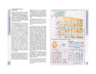 Organización de Ia corteza
cerebral, EEG
Para los procesos, proyectos y percepción
conscientes es necesario un buen funciona-
miento de la corteza cerebral (v. 322 y ss.).
Estructura fina e interconexión intra-
cortical (v. A). La corteza está compuesta por
seis capas (IVI), dispuestas paralelamente a la
superficie, y dividida en columnas o módulos
corticales en sentido perpendicular (diámetro
0,05-0,3 mm, profundidad 1,3-4,5 mm), que
atraviesan las seis capas.
Las vías aferentes que parten del tálamo específico o
¡nespecífico terminan en Ia capa IV, y en las capas I y Il
(v. A3); las de otras áreas corticales terminan en Ia capa Il
(ν. Α2). Las células piramidales pequeñas y grandes (ν.
Α1; 80% de todas las células corticales) se encuentran
en las capas V y III (generalmente usan el glutamato
como transmisor, p. ej., en el estriado, v. 325, D). Los
axones de las células piramidales abandonan Ia capa 6 de
su columna como únicas vías eferentes de Ia corteza; se
dirigen en gran parte hacia otras áreas corticales
homolaterales (fibras de asociación) o contralaterales
(fibras de Ia comisura) (ν. Α2) y sólo una pequeña parte
hacia Ia periferia,(A4 y v. 325, C). Localmente, las células
piramidales se relacionan entre sí mediante colaterales
de los axones. La dendrita principal de Ia célula
piramidal se dirige hacia las capas superficiales de Ia
columna. Posee muchas prolongaciones en forma de
espina (espinas), en las cuales terminan numerosas fibras
de Ia comisura, de asociación y cortícotalámicas. Las fi-
bras aferentes utilizan diferentes transmisores, como
noradrenalina, dopamina, serotonina, acetíl-colina e
histamina. Las numerosas y morfológicamente variables
células estrelladas (ν. Α1) se encargan de Ia elaboración
intracortical de Ia información, mediante su efecto
excitador (transmisores: VIP, CCK y otros péptidos) o
inhibidor (GABA). Las dendritas de las células
piramidales y estrelladas también llegan a muchas
columnas cercanas, de forma que se crean miles de
relaciones entre las mismas. Para las vías de aprendizaje
resulta fundamental Ia capacidad de modificarse (v.
336) de las sinapsis de las células piramidales según su
actividad (plasticidad).
Potenciales de la corteza. Igual que en el
ECG, se pueden recoger las oscilaciones de
potencial de la corteza cerebral en el cuero ca-
belludo: electroencefalograma (EEG, v. B).
Los PPSE proporcionan la principal aporta-
ción en las sinopsis de las dendritas de las cé-
lulas piramidales, y menos los relativamente
pequeños PPSI (v. 50 y ss.). Los ritmos más
evidentes en el EEG sólo son generados en
parte directamente en la corteza (ondas α y γ
en la vida consciente). Las ondas de baja fre-
cuencia «llegan» a la corteza desde otras zonas
del cerebro (transmisión), como las ondas α del
tálamo y las ondas θ probablemente del hipo-
campo.
Las oscilaciones de potencial del EEG hacia abajo se
consideran positivas, al contrario que en el ECG. De
una forma simplificada se puede decir que se origina una
despolarización (excitación) en las capas de Ia corteza
más profundas y una hiperpola-rización en las capas
corticales superficiales, con vértice inferior (+), y
viceversa.
Las oscilaciones de potencial se determinan
mediante el grado de vigilia y varían la ampli-
tud (a), así como la frecuencia (f) de las curvas
(v. B, C): las ondas <x (f = 10 Hz; α = 50 µ/)
predominan en los adultos despiertos (relaja-
dos, con los ojos cerrados) y se presentan ge-
neralmente a la vez en varias derivaciones:
EEG sincronizado. Si se abren los ojos, se es-
timulan otros órganos sensoriales o se realiza
una suma complicada, desaparecen las ondas
α (bloqueo a) y aparecen las ondas β (f = 20 Ηε,
α menor que en las ondas a) al abrir los ojos,
sobre todo a nivel occipital (v. B) y parietal. La
frecuencia y la amplitud de las ondas cambia
en este caso en las diferentes derivaciones
(EEG desincronizado). Las ondas β son la ex-
presión de una atención mayor y de (p. ej., por
la adrenalina) una mayor actividad («actividad
en vigilia») del SARA (v. 322). Las ondas γ
(>30 Hz) aparecen, por ejemplo, al estudiar.
Durante el sueño (estadios del sueño A/B/C
[ver D]) aparecen las ondas θ de baja frecuen-
cia, que durante el sueño profundo (estadios
D/E) se convierten en las ondas δ, aún más
lentas (v. C, D).
El EEG es útil para el diagnóstico de la epi-
lepsia (ondas y picos de convulsiones locales
o generalizadas; v. C), para la valoración del
grado de madurez del cerebro, la vigilia de la
narcosis y para el establecimiento de la muerte
cerebral (EEG plano).
Pata poder localizar con exactitud el foco de actividad en
Ia corteza cerebral se puede combinar el EEG con Ia
magnetoencefalografía (MEG) (resolución milimétrica),
con el cual se pueden medir sobre el cráneo los diminutos
campos magnéticos que se inducen mediante Ia corriente
cortical de iones.
 