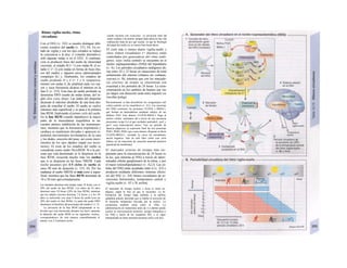 Ritmo vigilia-sueño, ritmo
circadiano
Con el EEG (v. 332) se pueden distinguir dife-
rentes estadios del sueño (v. 333, D). En es-
tado de vigilia y con los ojos cerrados se reduce
la conciencia a la fase A («medio dormido»);
sólo algunas ondas α en el EEG. A continua-
ción se producen fases del sueño de intensidad
creciente, el estadio B (= 1) con ondas Θ, el es-
tadio C (= 2) con ondas en forma de huso (hu-
sos del sueño) y algunos picos (denominados
complejos K) y, finalmente, los estadios de
sueño profundo D y £ (= 3 y 4, respectiva-
mente) con ondas δ, de amplitud cada vez ma-
yor y cuya frecuencia alcanza el mínimo en la
fase E (v. 333). Esta fase de sueño profundo se
denomina SWS (sueño de ondas lentas, del in-
glés slow wave sleep). Las ondas del despertar
alcanzan el máximo alrededor de una hora des-
pués de conciliar el sueño. El sueño se vuelve
entonces más superficial y se pasa a la primera
fase REM, finalizando el primer ciclo del sueño.
En la fase REM («sueño hipnótico») la mayor
parte de la musculatura esquelética se en-
cuentra atónica (inhibición de las motoneuro-
nas), mientras que la frecuencia respiratoria y
cardíaca se mantienen elevadas y aparecen re-
pentinos movimientos involuntarios de la cara
y los dedos, erección del pene, así como movi-
mientos de los ojos rápidos (rapid eye move-
ments). El resto de los estadios del sueño se
consideran como sueño N(o)-REM. Si a la per-
sona que está durmiendo se le despierta en la
fase REM, recuerda mucho más los sueños
que si se despierta en las fases NREM. Cada
noche pasamos por 4-5 ciclos de sueño de
unos 90 min de duración (v. 333, D). Por las
mañanas el sueño NREM es más corto y super-
ficial, mientras que las fases REM aumentan de
10 a 30 min aproximadamente.
Los lactantes duermen más tiempo (unas 16 horas, con el
50% del sueño de fase REM). Los niños de 10 años
duermen unas 10 horas (20% de fase REM), mientras
que los adultos jóvenes duermen 7-8 horas y a los 50
años es suficiente con unas 6 horas de sueño (con un
20% del sueño en fase REM). La parte del sueño SWS
disminuye en beneficio del porcentaje del estadio C (= 2).
La privación de Ia fase REM (despertando al in-
dividuo que está durmiendo durante esa fase), aumenta
Ia duración del sueño REM en las siguientes noches,
«recuperándose» de esta manera ostensiblemente el
mismo. Los 2-3 primeros ciclos
(sueño nuclear) son esenciales. La privación total del
sueño conduce a Ia muerte, aunque hasta ahora no hay una
explicación clara de por qué sucede, ya que Ia fisiología
del papel del sueño no se conoce bien hasta ahora.
El ciclo más o menos diario vigilia-sueño y
otros ritmos circadianos (= diurnos) están
controlados por generadores del ritmo endó-
genos, cuyo «reloj central» se encuentra en el
núcleo supraquiasmático (NSQ) del hipotálamo
(v. A). Los períodos circadianos endógenos du-
ran entre 24 y 25 horas en situaciones de total
aislamiento del entorno (sótanos sin ventanas,
cuevas) (v. B), mientras que con los marcado-
res externos de tiempo se sincronizan con
exactitud a los períodos de 24 horas. La resin-
cronización en los cambios de horario (en via-
jes largos con dirección oeste-este) requiere va-
rios días (jetlag).
Recientemente se han descubierto los «engranajes» del
«reloj central» en los mamíferos (v. A1). Las neuronas
del NSQ contienen las proteínas CLOCK y BMAL1,
que forman un heterodímero mediante enlaces de sus
ámbitos PAS. Este dímero CLOCK-BMAL1 llega al
núcleo celular, uniéndose ahí a través de una secuencia
promotora («caja E») al gen oscilador per(íodo)1, per2 y
per3, cuya transcripción activa. Tras un período de
latencia adquieren su expresión final las tres proteínas
PER1, PER2, PER3, que, como trímero, bloquean el efecto
CLOCK-BMAL1, cerrando Ia curva de retroalimen-
tación negativa. Aún no está claro cómo este ciclo
influye en las reacciones de conexión neuronal posterior
(potencial de membrana).
El marcador externo de tiempo más im-
portante para la sincronización de 24 horas es
la luz, que informa al NSQ a través de deter-
minadas células ganglionares de la retina, y por
el tracto retionohipotalámico (v. A2,3). Las cé-
lulas del NSQ están acopladas entre sí (v. A3) y
producen mediante diferentes sistemas efecto-
res del SNC (ν. Α4) ritmos circadianos de se-
creciones hormonales, temperatura central y
vigilia-sueño (ν. Α5 y B, arriba).
El marcador de tiempo acelera o frena el ritmo en-
dógeno, según Ia fase en que se encuentre. La in-
formación del tiempo llega también a Ia epífisis
(glándula pineal), haciendo que se Inhiba Ia secreción de
Ia hormona melatonina (elevada por Ia noche). La
melatonina también actúa sobre el NSQ. La
administración de melatonina antes de ir a dormir puede
acortar Ia sincronización posterior, porque tranquiliza a
los NSQ a través de los receptores MT2 y se sigue
manteniendo un ritmo neuronal nocturno (salvo con luz).
 