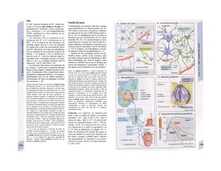 Glía
El SNC contiene alrededor de 1011
células ner-
viosas y 10 veces más células de la glía (o/i-
godendrocifos, asírocitos, células ependima-
rias y microg/ía, v. A). Los oligodendrocitos
(ODZ) constituyen la vaina mielínica de los
axones centrales (v. A).
Los astrocitos (AC) se ocupan de la ho-
meostasia del H+
y K+
extracelular en el
SNC: en la excitación de alta frecuencia, las
neuronas sueltan /ones K+
(v. B) y los astrocitos
los captan para evitar una concentración eleva-
da de K+
intersticial y por tanto una despolariza-
ción no deseada de las neuronas (ecuación de
Nernst; v. 32, ecuación 1.18). Lo mismo sirve
para los iones H+
. Como los astrocitos están re-
lacionados entre sí mediante uniones «en hendi-
dura» (v. 16 y s.), se pueden transmitir sobre la
carga de K+
o de H+
entre ellos (v. B).
Los astrocitos intervienen en la protección de
las sinopsis, y evitan que el transmisor liberado
llegue a otras sinapsis. Además absorben trans-
misor. El glutamato (GIu) se transforma intrace-
lularmente en glutamina (GIuNH2) y se reexporta,
absorbiéndolo otra vez las células nerviosas y
convirtiéndose de nuevo en glutamato (reciclaje
del transmisor; v. B).
Algunos astrocitos tienen, por una parte, receptores para
el transmisor (el GIu, p. ej., provoca una onda de Ca2
*
que se transmite de astrocito a astrocito) y, por otra, están
en condiciones de alterar Ia concentración de Ca2+
en el
citoplasma de Ia neurona, de manera que ambos tipos de
células «hablan» entre ellas de forma manifiesta. Los
astrocitos permiten también el transporte de sustancias
entre los capilares sanguíneos y las neuronas y se ocupan de
Ia ho-meostssia energética de las células nerviosas me-
diante Ia síntesis y el catabolismo del glucógeno. Durante
el desarrollo embrionario precoz, las largas prolongaciones
de los astrocitos sirven de gula a las células nerviosas
indiferenciadas en su migración hasta su destino definitivo.
Las células de Ia glía también controlan en parte Ia
expresión genética en las uniones de las células nerviosas
necesaria en el desarrollo del SNC, mediante los factores de
crecimiento (NGF = factor de crecimiento neural, nerve
growth factor; BDGF = factor de crecimiento derivado del
encéfalo, brain-derived GF; GDNF = factor neurotrópico
derivado de líneas de células guales, glial cell line-derived
neurotropic factor), siendo también el GDNF un factor
trópico para las neuronas maduras.
En el caso de infecciones o lesiones del SNC, Ia
microglía inmunocompetente (v. A) tiene las mismas
funciones que los macrófagos fuera del SNC (v. 94 y ss.).
Las células ependimarias revisten las cavidades internas del
SNC (v. A). Las células de Ia glía tienen capacidad de
dividirse y pueden formar cicatrices (posible foco de
epilepsia) y tumores (glloma).
Sentido del gusto
Continuamente (se reponen cada dos semanas
aproximadamente) se forman grupos de 50-
100 células sensoriales secundarias linguales
en cada uno de los casi 5.000 botones gusta íi-
uos (v. D). La estimulación de los sensores se
transmite por las terminaciones de los pares
craneales VII, IX y X y posteriormente se inter-
conexionan en el núcleo del tracto solitario y
llegan mediante convergencias superiores a) a
la circunvolución poscentral a través del tálamo
(v. 323, B, lengua) y b) al hipotálamo y al siste-
ma límbico a través de la protuberancia (v. C).
Además de las cualidades gustativas ha-
bituales (dulce, salado, ácido, amargo), para
las cuales existen sensores distribuidos en dife-
rentes densidades por toda la lengua, existe
también la cualidad Umami que se produce por
acción del glutamato-L-monosódico (GMS), y
que aparece en los alimentos ricos en proteínas.
Sobre los sensores gustativos se sabe Io siguiente: los
cationes (Na*, K* y otros) saben salado, jugando también
su papel los aniones presentes. El sodio, por ejemplo,
entra por el canal del sodio en Ia célula sensorial y Ia
despolariza. Ácido: los iones H* cierran el canal del K*.
produciendo igualmente una despolarización. Amargo: una
gran familia de genes (>50 genes) codifica un arsenal de
sensores de sustancias amargas. La célula sensorial expresa
Ia mayoría de las proteínas del sensor específicas para
determinadas sustancias, siendo ésta sensible a todas las
sustancias amargas. La información transmitida (por Ia
proteína G a-gustducina) es, en cualquier caso, solo
«amargo», es decir, se trata de una señal de alarma (v. más
adelante), pero no dice nada sobre el tipo de sustancia
amarga. Umami: algunas células gustativas contienen una
sensor de glutamato metabotropo (mGluR4), cuya
estimulación disminuye Ia concentración de AMPc
citoplasmático y para su activación requiere una
concentración de GMS más alta que los receptores
mGluR4 del cerebro.
Umbrales. Los umbrales de identificación
(mol/1) para el sulfato de cinina y la sacarina
ascienden a 10~5
, para el HCl a 10~3
, para el
azúcar de caña y NaCl a 10~2
. El umbral dife-
rencial de intensidad relativo ∆Ι/Ι (v. 352) as-
ciende a 0,20. La concentración de sustan-
cias determina si el sabor es agradable o no
(v. E). Para la adaptación ver página 341, C-
Entre las funciones del sentido del gusto se
incluyen también el control del alimento (sa-
bor malo o amargo [¡umbral bajo!]: advierte
que generalmente es venenoso) y ία produc-
ción de secreción salival y de jugos gástricos
(v. 236 y 242).
 