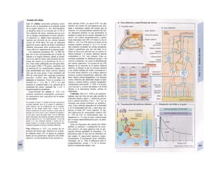 Sentido del olfato
Las 107
células sensoriales primarias sensi-
bles al olor se encuentran en el epitelio neural
de la región olfatoria (v. Al). Son bipolares;
su dendrita tiene en su extremo de 5 a 20 ci-
lios cubiertos de moco, mientras que los axo-
nes se dirigen centralmente en haces (filamen-
to olfatorio) (v. Al,2). Estas neuronas se re-
nuevan por división de las células básales
(ciclos de 30-60 días). En caso de estímulos
agresivos (como vapores de ácido o amoníaco)
también reaccionan otras terminaciones ner-
viosas libres (n. trigémino) de la mucosa nasal.
Las sustancias aromáticas (M1. 15-300) lle-
gan con el aire (incrementado por el hecho de
aspirar) a la región olfatoria, donde se disuel-
ven en la capa de moco, para alcanzar las pro-
teínas del sensor en la membrana de los ci-
lios. Éstas están codificadas por una gran fami-
lia de genes (500 a 750 genes, repartidos por
la mayoría de los cromosomas), aunque con
toda probabilidad una célula sensora expresa
sólo uno de estos genes. Como alrededor del
40% de estos genes sólo expresan secuencias
parciales, existen unos 200-400 tipos de
sensores en humanos. Éstos se acoplan a la
protema G8 (= Gol¡) (B, v. 274 y ss.), que
aumenta la conductividad a los cationes de la
membrana del sensor, entrando Na+
y Ca2+
y
despolarizando la membrana.
Especificidad del sensor (v. A3). Los
sensores reconocen propiedades estructura-
les moleculares muy específicas de la sustan-
cia aromática.
Por ejemplo, el sensor 17 clonado de Ia rata, reacciona al
n-octanal aldehido, pero no al octanol ni alaldehído o
ácido octánico, que en comparación con el n-octanal,
dispone de dos grupos metilo más o menos. En los
enlaces aromáticos un sensor reconoce si éstos están en
posición orto, meta o para y otro y también Ia longitud y
en qué parte exacta del anillo están. Con sus diferentes
partes moleculares una sustancia aromática estimula varios
tipos de sensores (p. ej., A3, arriba derecha). La flor del
jazmín o el vino contienen docenas o cientos de sus-
tancias olorosas y su aroma es una sensación todavía más
compleja (integrada en las áreas cerebrales olfatorias).
Vías olfatorias (ν. Α2). Los axones de los
sensores del mismo tipo, dispersos en el epite-
lio olfatorio (unos 103
), se ponen en contacto
dentro de los glomérulos olfatorios del bulbo
olfatorio, con las dendritas de las mismas cé-
lulas mitróles (CM) y en pincel (CP). Los glo-
mérulos son centros de convergencia que reco-
pilan y transmiten señales del mismo tipo de
sensores. La correspondiente proteína del sen-
sor determina también en qué glomérulos se
produce la unión de los axones originada en el
sensor. Las células periglomerulares y granu-
losas relacionan a las CM y CP entre sí y las in-
hiben (v. A2). Las CM ejercen su efecto en las
mismas sinopsis ¡noersas (v. A,«+/-»), en sen-
tido contrario excitando las células periglome-
rulares y granulosas, que, por otro lado, se in-
hiben en dirección eferente por la corteza ol-
fatoria primaria y el núcleo olfatorio anterior
contralateral (ν. Α2, vías violetas). Estas co-
nexiones posibilitan la inhibición propia y del
entorno (contraste), así como la desinhibición
por centros superiores. Los axones de las CM,
después de la conexión en el núcleo olfatorio
anterior, se dirigen a) por la comisura anterior
a las células mitrales del bulbo contralateral y
b) como tracto olfatorio a la corteza olfatoria
primaria (corteza prepiriforme, tubérculo olfa-
torio, núcleo cortical amigdalino). Las informa-
ciones olfatorias ahí elaboradas llegan al hipo-
tálamo y sistema límbico (¡núcleo amigdalino:
componente emocional!, v. 330), a la forma-
ción reticular y, a través del tálamo o de forma
directa, a la neocorteza (ínsula, corteza or-
bitofrontal).
Umbrales. Sólo el 4 · ICH5
g de metilmer-
captano (ajo) por litro de aire para percibir la
sensación «huele a algo» (= umbral de percep-
ción o umbral absoluto). Con 2 · 10~13
g/1 se
reconoce este aroma (umbrales de identifica-
ción). Estos umbrales dependen de la humedad
y de la temperatura del aire y para otras sus-
tancias es hasta 1010
veces superior. El um-
bral diferencial de intensidades relativo ∆Ι/Ι
(v. 352) de 0,25 es relativamente alto. La
adaptación (v. C) está en parte condicionada
por el sensor (desensibílización) pero, en parte,
es neuronal.
Entre las funciones del sentido del olfato
también se incluyen: 1) producción de secre-
ción salival y de jugos gástricos ante la per-
cepción olorosa agradable de alimentos, y la
advertencia ante el mal olor de alimentos en
mal estado; 2) supervisión higiénica (sudor,
excrementos); 3) in/ormación socio/ «familia»,
«enemigo», etc. (v. 330); 4) influencia sobre el
comportamiento sexual, y 5) en el terreno
afectivo (sentimiento alegre o no).
 