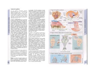 Sentido del equilibrio
Los tres conductos semicirculares, dispuestos
perpendicularmente entre si (ν. Α1), contienen en su
ampolla una pendiente (cresta, ν. Α2) con células
sensoriales secundarias (células pilosas), cuyos cilios (v.
A3) están incluidos en Ia cúpula (ν. Α2). Se trata de un
cinocilio largo en el borde de Ia célula y unos 80
estereocilios o estereovilli más cortos, cuyos extremos
están unidos con los cilios próximos más largos con Ia
punta hacia Ia izquierda (v. A3).
Conductos semicirculares. En la posición
de reposo de los cilios, las células pilosas libe-
ran ya transmisor (glutamato), que produce en
las fibras nerviosas del ganglio vestibular po-
tenciales de acción (PA). Al girar la cabeza se
genera, como consecuencia de la inercia de la
endolmfa, una diferencia de presión de corta
duración a ambos lados de la cúpula, haciendo
protuberancia en ella y desplazando así ligera-
mente a los estereocilios (ν. Α2). Este despla-
zamiento recíproco altera la conductividad de
los canales de cationes ciliares. El desplaza-
miento de los estereocilios en dirección al ci-
nocilio aumenta la conductividad, entrando
K+
, Na+
y Ca2+
(entre la endolinfa y el interior de
las células pilosas existe un gradiente elec-
troquímico mayor para los tres iones, v. 366).
Las células se despolarizan, se abren los cana-
les de Ca2+
, se libera más glutamato y la fre-
cuencia del PA se eleva. Sucederá lo contrario
si los cilios se desplazan en la dirección contra-
ria. La función de los tres conductos semicir-
culares es registrar las aceleraciones del án-
gulo (de rotación) (estímulo adecuado) en todos
los ejes del espacio (inclinación, rotación y late-
ralización de la cabeza). Como los movimientos
normales de la cabeza duran sólo <0,3 s
(aceleración => desaceleración), el estímulo de
dichos conductos se transmite antes que la ve-
locidad de rotación.
En Ia rotación prolongada del cuerpo, desaparece Ia
diferencia de presión. En Ia desaceleración de los
movimientos de rotación se crea un gradiente de
presión en Ia dirección contraria: si el movimiento de los
cilios al empezar el movimiento de rotación aumentara Ia
frecuencia del PA, con Ia desaceleración disminuiría y
viceversa. Estos estímulos originan mareos y nistagmo
(v. más adelante).
Mácula. Los cilios de la mácula situados en el
sáculo y el utrículo (v. Al,4) penetran dentro
de una sustancia gelatinosa (v. A4), rica en cris-
tales de calcio relativamente pesados (estaíoíi-
tos, densidad = 3,0). Éstos desplazan a la mem-
brana de los estatolitos y, por tanto, a los cilios
(ν. Α4), al moverse la cabeza, a consecuencia de
su inercia, y en la posición de reposo de la ca-
beza, con los cambios de dirección de la grave-
dad. Las funciones de la mácula, son, por tanto,
a) informar de los mouimientos (traslación) en
línea recta, así como b) del alejamiento de la ca
beza respecto de la perpendicular.
Conexión centred. Las neuronas bipolares
del gang/ίο uestibular transmiten el estímulo a
los núcleos vestibulares (v. A, B). Importantes
vías se dirigen desde allí al lado contrario, a los
núcíeos oculomotores, al cerebelo (v. 326), a
las motoneuronas de la musculatura esqueléti-
ca y a la circunvolución poscentraf (orientación
espacial consciente). Los reflejos vestibulares
son útiles para a) el mantenimiento del equilibrio
del cuerpo (motricidad de sostén, v. 328) y
b) «mantener en los ojos» el entorno a pesar de
los movimientos del cuerpo y la cabeza (motrici
dad visual, v. B y 360).
Por ejemplo, si se hace bascular a Ia persona que se
explora (v. C), el estímulo que parte del órgano
vestibular origina Ia extensión del brazo y muslo sobre el
lado del apoyo y Ia flexión del brazo del lado contrario
(v. C2). Un paciente con alteración del órgano del
equilibrio no reacciona y se cae (v. C3).
Como el órgano vestibular por sí solo no puede
diferenciar si sólo se mueve el cuerpo o la
cabeza (sentido del movimiento) o si ya se ha
movido (postura), los núcleos vestibulares re-
ciben también información de los propiosen-
sores de la musculatura cervical e informa-
ción visual. Las eferencias llegan a los núcleos
oculomotores bilaterales, y cada variación de
la posición de la cabeza se corrige rápidamente
con un movimiento en sentido contrario de los
ojos (v. B). Este reflejo vestibuloocular es útil
para la orientación espacial.
La exploración clínica del órgano vestibular se realiza
a través de Ia motricidad ocular. Tras Ia desaceleración
después de una rotación prolongada del cuerpo sobre su
eje vertical (silla giratoria), se produce, por Ia
estimulación de los conductos semicirculares
horizontales, un nistagmo posrotatorío: los ojos se
mueven horizontalmente y con lentitud en Ia dirección
del giro para, a continuación, volver rápidamente hacia
atrás, es decir, una rotación derecha origina un nistagmo
izquierdo y viceversa (v. 360). El estímulo calórico de los
conductos semicirculares con agua fría (30 °C) o callente
(44 0
C) en el conducto auditivo origina un nistagmo
calórico y permite Ia exploración unilateral.
 