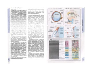 Estructura del ojo, lágrimas,
humor acuoso
La luz que incide en el ojo. antes de llegar a los
fotosensores de la retina, atraviesa la córnea,
el humor acuoso, el cristalino y el humor
uííreo, es decir, el aparato óptico del ojo
(v. A). Éste proyecta en la retina una imagen
reducida (e invertida) del entorno. La transpa-
rencia, la constancia de la forma y la superficie
lisa de cada parte de este aparato son requisi-
tos indispensables para una perfecta interpre-
tación de la imagen. La córnea está protegida
por el líquido lacrimal, que se secreta en la
glándula lacrimal (situada en la parte supero-
externa de la órbita ocular) (composición simi-
lar a la saliva primaria; v. 236), se distribuye
por el ojo con el parpadeo reflejo y se drena
por ambos conductos lacrimales (orificio en
párpado superior e inferior; v. B) hacia el saco
lacrimal y la cavidad nasal. Las lágrimas mejo-
ran las propiedades ópticas de la córnea igua-
lando las irregularidades, lavando las partículas
de polvo, los vapores corrosivos, etc., la prote-
gen de la sequedad (opacidad) y contienen una
inmunoglobulina A (v. 98 y 232) como defensa
de irritaciones y también actúan como una pe-
lícula lubrificante para los párpados. Además
son un conocido medio de expresión de emo-
ciones.
La entrada de luz en el ojo está regulada
(v. 353, Cl) por el iris (v. A), constituido por
fibras musculares lisas radiales y circulares. Los
músculos esfínter y dilatador de Ia pupila la
estrechan (mios/s; colinérgica) o la ensanchan
(midriasis; adrenérgica).
El mantenimiento de Ia forma del globo
ocular está garantizado, por una parte, por su
envoltura (esclerótica; v. A) y, por otra, por la
elevada presión infraocular (frente a la del ex-
terior) (normalmente de 15-22 mm Hg). Para
mantener una presión constante es funda-
mental el equilibrio entre la producción y la ab-
sorción del humor acuoso (v. C), que se pro-
duce en el proceso ciliar de la cámara poste-
rior (el transporte activo de iones y la
anhidrasa carbónica tienen un papel funda-
mental) y fluye por la cámara anterior y a tra-
vés del conducto de Schlemm al sistema ve-
noso. El humor acuoso se repone en una hora
aproximadamente.
El drenaje se puede reducir de forma aguda mediante
una contracción intensa del músculo dilata-
dor de Ia pupila que comprime el conducto y produce un
aumento de Ia presión intraocular (glaucoma), que
origina dolor y lesión en Ia retina. La disminución de Ia
producción de humor acuoso por inhibición de Ia
anhidrasa carbónica y Ia contracción pupilar son dos
medidas terapéuticas para el glaucoma.
El cristalino está suspendido en las /¡faros de
Ia zónula (v. C). Éstas se contraen en la visión
lejana (acomodación lejana), por lo que el
cristalino se aplana, sobre todo la superficie
anterior (v. D, arriba). En la visión cercana
(acomodación cercana), las fibras de la zónu-
la se relajan por la contracción del músculo ci-
liar, recuperando el cristalino de nuevo su
elasticidad y su forma original (v. D, abajo,
y 346).
La cara interna de la pared del globo ocular
está cubierta de atrás a adelante por la retina,
dejando libre el lugar por donde sale el nervio
óptico (v. A) (papila del nervio óptico; v. A).
En la parte opuesta a la apertura de la pupila,
la retina está ligeramente hundida (fóvea cen-
tral, v. A). La retina del ojo está formada por
las siguientes capas (de afuera a adentro, v. E):
células epiteliales pigmentadas, fotosensores
(conos y bastones), células horizontales, cé-
lulas bipolares, células amacrinas y células
ganglionares. Las prolongaciones de estas últi-
mas (unas 106
) abandonan el globo ocular
como nervio óptico (conexión en la retina:
v. 355 y ss.).
Fotosensores. Los conos y bastones se
componen de un segmento externo sensible a
la luz, que está relacionado con la parte princi-
pal de las células sensoriales (porción interna)
mediante una fina conexión (contiene el cilio)
(v. 349, Cl). El segmento interno contiene las
organelas celulares normales y establece el
contacto sináptico con las células de conexión
ulterior. En los casi 800 discos de Ia membra-
na del segmento externo de los bastones, así
como en la membrana plasmática con pliegues
pectiniformes del segmento externo de los co-
nos, se almacenan los pigmentos fotosensibles
(v. 348).
Los segmentos externos se regeneran habitual-mente
de Ia siguiente manera: los discos de Ia membrana más
antiguos se desprenden en el vértice, agregándose otros
nuevos del segmento interno. Los discos desprendidos
son fagocitados por el epitelio pigmentado, los de los
bastones por las mañanas y los de los conos por las
noches.
 