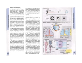 Agudeza visual, fotosensores
La agudeza visual es una medida esencial
para valorar la capacidad visual. Con buena
luz un ojo puede distinguir perfectamente dos
puntos separados entre sí, cuando los rayos
desde esos puntos forman un ángulo (a) de
Γ (= 1/60°) (A, y v. 346). La agudeza visual se
calcula a partir de I/a. (minuto angular1
), que
en los casos normales es 1/1.
En Ia práctica, para explorar Ia agudeza visual se utilizan
unas pizarras de exploración visual con letras de
diferentes tamaños, cuyas particularidades se manifiestan
en un ángulo inferior a 1' a una distancia determinada (p.
ej., 5 m, v. A). En lugar de letras también se puede utilizar
anillos (anillos de Landolt), cuya apertura se ve en un
ángulo inferior a Γ (v. A). La agudeza visual se puede
calcular a partir de Ia distancia real y teórica, a partir de Ia
cual se distinguen las letras (o Ia apertura de los anillos).
Ejemplo: a 3,3 m de distancia se debe ver normalmente
dónde está Ia apertura del anillo de Ia derecha (v. A). En
este caso, Ia agudeza visual se eleva a 3,3/3,3 = 1,0
(normal). Si a 3,3 m sólo se distingue Ia apertura de anillo
izquierdo, Ia agudeza visual es 3,3/8,5 = 0,39, ya que Ia
apertura en el lado izquierdo se debe ver a los 8,5 m.
Los conos, en una cantidad aproximada de
6 · 106
, y los bastones, en un número 20 ve-
ces mayor, son los sensores de la retina sensi-
bles a la luz (v. 345). Están distribuidos de for-
ma diferente (v. Bl): en la fóvea central se en-
cuentran exclusivamente conos, cuya densidad
periférica va disminuyendo, mientras que los
bastones se suelen disponer de forma circular
(30° alrededor de la fóvea, disminuyendo su
densidad progresivamente hacia la periferia de
la retina, de un máximo de 1,5 · 105
/mm2
hasta
una tercera parte de esa cantidad. En la salida
del nervio óptico no hay sensores: punto
ciego.
Para observar de día un objeto con preci-
sión, «se fija», es decir, se representa en la
fóvea. Si se produce un movimiento cerca
de la cara, se produce una sacada refleja
(v. 360), reproduciéndose el objeto en la fó-
vea central. La agudeza visual depende de
esta «zona de visión nítida» que se encuentra
en la retina localizada 5° temporal al eje ópti-
co. La agudeza visual disminuye rápidamente
fuera de la fóvea (ν. Β2) y se refleja en la dis-
tribución de los conos (ν. Β2). La sensibilidad
de la retina en la oscuridad corresponde, por
el contrario, a los bastones (v. Bl,2). Los co-
nos se utilizan para la visión (del color) más
detallada con buena iluminación (visión fotó-
pica), mientras que los bastones posibilitan
la visión con poca luz (en blanco y negro) (vi-
sión escotópica, visión crepuscular), donde
la alta sensibilidad se paga con una considera-
ble pérdida de nitidez en la visión (ν. Β2, agu-
deza visual).
Función de los sensores
Los conos y bastones (v. Cl) contienen los
pigmentos fotosensibles que absorben la luz,
así como una gran cantidad de enzimas y mo-
léculas-señal que actúan de intermediarias
en la transformación del estímulo luminoso en
una excitación eléctrica de los sensores: trans-
ducción fotoeléctrica. La membrana de los
discos de los bastones contiene la rodopsina
(v. C2). Ésta está formada por la proteína de
membrana escotopsina, que tensa la membra-
na de los discos hasta siete veces su valor ini-
cial, y el aldehido íl-cís-reíineno. Éste, unido
a un resto de Usina, se incluye en la escotopsina
y se estabiliza !ocalmente mediante débiles
intercambios con otros dos restos de amino-
ácidos. El estímulo luminoso desencadena la
reacción fotoquímica primaria en la rodopsina
(duración: 2 · 10~14
s), que supone un cambio
instantáneo del 11-cis-retineno a trans-retinal
(v. C3). A continuación, y sin requerir la
acción luminosa, se forma en primer lugar ba-
íorodopsina y, después de pasar por lumirro-
dopsína y metarrodopsina I, se forma final-
mente la meíarrodopsina // (duración total del
proceso sólo 10~3
s) (v. Dl).
La metarrodopsina // (MR D) reacciona con
una proteína Gs (v. 274), la transducina (= G1-
proteína), que, a consecuencia de ello, tras la
sustitución de GDP por GTP1 se descompone
en las subunidades as y βγ (v. Dl). En la Ot5-
GTP activada se une la subunidad inhibitoria
(IPDE) de la GMPc-fosfodiesterasa, PDE (v. D2) y
la PDE desinhibida disminuye a continuación
la concentración citoplasmática de guano-
sinmonofosfato cíclico, GMPc. La activación
de una sola molécula de rodopsina de los bas-
tones por un fotón puede originar la hidrólisis
de hasta 106
GMPc/s, es decir, que estas reac-
ciones en cascada tienen una importante fun-
ción de refuerzo.
En la oscuridad (v. D, izquierda) el
GMPc está unido a los canales de cationes
(Na+
, Ca2+
) en la membrana celular del seg-
 