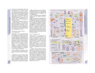 mentó externo, manteniéndolos abiertos, de
forma que el Na+
y el Ca2+
entran en la célula
y la despolarizan a -40 mV (v. D3,4).
(Este «flujo de oscuridad» implica también un
flujo de salida de K+
del segmento interno del
sensor.) El Ca2+
que ha entrado en el segmento
externo vuelve a salir de la célula gracias a un
intercambiador de NaVCa2+
(v. 36) de la
membrana plasmática, de forma que la con-
centración de Ca2+
citoplasmático [Ca2+
] se
mantiene constante en la oscuridad (350-
500 nmol/1) (v. D6).
Al descender la concentración de GMPc con
el estímulo luminoso (v. D2), se disocia de
los canales de cationes, que se cierran: se pro-
duce una hiperpolarización de unos -70 mV:
potencial de sensor (v. D, derecha), que inhi-
be la liberación del transmisor glutamato en la
base del sensor (v. D5), lo que origina cambios
en el potencial de las neuronas de la retina, es
decir, una señal eléctrica (v. 354).
Desconexión de Ia reacción lumínica y
ciclos de regeneración
* Rodopsina (v. E2). Una rodopsinacinasa
(RC) compite con la transducina (100 veces
más concentrada) por la unión con la MR II
(v. E2, derecha). Si se une RC a MRII, ésta se
fosforiliza y disminuye su afinidad por la trans-
ducina, aumentando por la de otra proteína, la
arresíina. La arrestina impide la unión de
la transducina a MR II, el al-írans-retineno se
separa de la escotopsina, se vuelve a desfosfo-
rilizar y se une al 11-cis-retineno. » El trans-
retineno (v. El) se transporta desde el
fotosensor al epitelio pigmentado re-
duciéndose a al-írans-retinol, que se esterifica
y finalmente se regenera en 11-cis-retineno.
Tras el transporte retrógrado en el fotosensor,
se vuelve a unir con la escotopsina.
El reí/no/ es Ia vitamina A. En las deficiencias crónicas de
esta vitamina y de su precursor (carotinoide) se origina
ceguera nocturna debido a una formación incompleta (v.
352).
» Transducina (ν. Ε3). El GTP de la B5-GTP
se divide con la actividad de la propia GTPasa
en GDP + P¡. Las subunidades as y βγ vuelven
a unirse formando transducina. La regenera-
ción de la transducina se acelera con la GAP
(proteína activadora de la GTPasa). Otra pro-
teína, la fosducina, se fosforila en la oscuridad
(v. D6) y se desfosforila con la luz (v. D7). En
esta última forma se une la subunidad βγ
(v. D7, E3) y se bloquea así la regeneración de
transducina (interviene en la adaptación a la
luz, v. más adelante).
» PDE. En la regeneración de la transducina
se libera de nuevo lPDEy también se desactiva el
PDE (ν. Ε3).
» GMPc. Tras producirse la interrupción de la
entrada del calcio por los canales catiónicos tras
la estimulación luminosa el ¡ntercambiador
3 NaVCa2+
sigue funcionando, de forma que la
[Ca2+
] disminuye. Si se alcanzan 100 nmol/1,
la GCAP (proteína activadora de la guanílilci-
clasa) ligadora de Ca2+
pierde sus iones 4 Ca2+
,
activándose en esta forma la guanililciclasa
para poner en marcha de nuevo la síntesis
GMPc. La concentración de GMPc vuelve a
aumentar, los canales de los cationes se abren
y el sensor queda preparado para un nuevo es-
tímulo lumínico. Este ciclo del calcio permite
también un circuito de retroalimentación para
Ia formación de GMPc.
Iones Ca2+
y adaptación (v. 352)
Cuando la [Ca2+
]¡ es alta, en ausencia de luz,
el calcio unido a la calmodulina (v. 36)
aumenta la fosforilación de la fosducina
(v. D6) por el AMPc y la fosfocinasa A. En
ambientes luminosos ([Ca2+
I1 bajo), se desfos-
forila la fosducina y se inhibe la regeneración
rápida de la transducina (v. D7, E3). Otra
proteína ligadora de Ca2+
, la recoverina,
hace que el Ca2+
acelere, en presencia de luz,
la fosforilación de MR II (ν. Ε2). Con estos
dos mecanismos el calcio interviene de forma
decisiva en la adaptación de los sensores
(v. 352).
A pesar de tener una dotación similar de
transmisores y enzimas, los conos son unas
100 veces menos sensibles a la luz que los bas-
tones, de forma que no pueden registrar nin-
gún fotón aislado. Esto se debe probablemente
a que la reacción en los conos se inactiva con
mayor rapidez. En comparación con la rodop-
sina, los bastones absorben los tres pigmen-
tos fotosensibles de los tres tipos de conos
(11-cis-retineno con la zona escotopsina varia-
ble) siempre que la luz tenga una longitud de
onda estrecha (v. 357), requisito para la visua-
lization de colores (v. 356).
 