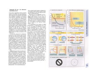 Adaptación del ojo a las diferentes
intensidades de luz
El ojo tiene la capacidad de detectar estímulos
luminosos tan débiles como una pequeña es-
trella, y, por otro lado, tan grandes como la luz
del sol reflejada en un glaciar. La valoración de
estas diferentes intensidades del estímulo
(1:1012
) sólo es posible con la adaptación del
ojo a cada intensidad de luz. Por ejemplo,
cuando se está adaptado a la luz del día, un
cuarto débilmente iluminado parecerá en prin-
cipio negro: la intensidad de la luz está por de-
bajo del umbral momentáneo del ojo. Después
de unos minutos se podrá apreciar la distribu-
ción del cuarto, es decir, el umbral del estímulo
habrá bajado. Para observar las estrellas, por
ejemplo, se tarda aún más en adaptarse.
Después de 30 min se ha alcanzado el máximo
de adaptación (v. A), es decir, la intensidad re-
conocible en ese instante corresponde al um-
bral absoluto de visión (se muestra en A y
en B como 1).
El desarrollo temporal de la adaptación
normal de la retina muestra, para un valor
unas 200 veces mayor que el umbral absoluto,
una inflexión (v. A, curva azul). Aquí se alcanza
la intensidad de la luz en la que los conos
totalmente adaptados a la oscuridad todavía se
pueden estimular («umbral de Ia visión diur-
na»). La prolongación de la curva hacia abajo
se determina mediante la adaptación algo re-
zagada de los bastones (v. A, curva violeta).
Esta última se puede determinar de forma ais-
lada en la ceguera para los colores (monocro-
mática de bastones), mientras que la adapta-
ción de los conos aislada (v. A, curva roja) se
observa en la ceguera nocturna (hemeralopía
v. 350).
Umbral diferencial (límite de diferencial).
Para la visión también es importante la capa-
cidad de diferenciación por los ojos de dos
estímulos luminosos de intensidad similar.
Tenemos dos intensidades luminosas I e Γ bien
diferenciales; se puede calcular el umbral di-
ferencial absoluto ∆Ι como Ι-Γ. El umbral dife-
rencial relativo es ∆Ι/Ι y en la zona media del
estímulo es bastante constante (relación de
Weber). El ∆Ι/1 de 0,01 de la vista es especial-
mente pequeño (es decir, la capacidad de dife-
renciación es muy buena), en buenas condicio-
nes de luz (alrededor de 109
veces el valor del
umbral absoluto; v. B). El umbral diferencial re-
lativo aumenta mucho durante la adaptación a
la oscuridad, aunque también aumenta cuando
hay demasiada luz. Llevar unas gafas de sol dis-
minuye el umbral diferencial.
Disponemos de los siguientes mecanis-
mos de adaptación del ojo (v. C): » La
pupila puede controlar de forma refleja la
cantidad de luz que imcide en él por un factor de
16 (v. Cl). En la oscuridad la pupila está más
abierta que con la luz. La función principal de
este reflejo pupilar es la adaptación rápida del
ojo a un cambio de luz repentino (reflejo
pupilar; v. 358).
» La sensibilidad de los sensores se adapta
químicamente al comportamiento de la luz
(v. C2). Con mucha luz disminuye la concen-
tración citoplasmática de Ca2+
de los sensores
durante un período largo de tiempo, lo que
reduce la disponibilidad de transducina y ro-
dopsina, a través de la recoverina y la fosduci-
na (v. 348 y s.). De esta manera disminuye la
probabilidad de que se forme una molécula de
rodopsina por la luz continua (fotones), asi
como de que una MR II llegue a transducina.
Cuando, por el contrario, la intensidad lumínica
es baja, la rodopsina y transducina están dis-
ponibles en concentraciones más elevadas, por
lo que los sensores son más sensibles a la luz. *
También puede haber una adaptación extensa de
la sensibilidad del ojo, de forma que la superficie
de la retina (número de sensores), a partir de la
cual recibe su estímulo una fibra nerviosa óptica,
pueda cambiar (v. C3), Esta sumación espacial
disminuye con la luz y aumenta con la
oscuridad (v. 354). « Los estímulos cortos, por
debajo del umbral, pueden convertirse en
estímulos por encima del mismo cuando se
alarga («mirada sostenida») y provocar un
potencial de acción (PA) (sumación temporal; v.
C4). El producto entre la intensidad y la
duración del estímulo es j una constante.
Se puede observar una adaptación «local»
en el denominado contraste sucesivo. Si se
mira durante 20 s al centro de un dibujo en '·
blanco y negro (v. D) y a continuación al lado ]
al círculo blanco, aparecen unas partes, antes
oscuras, más claras que alrededor, ya que las ;
áreas correspondiente de la retina se han vuel- ¡
to más sensibles.
 