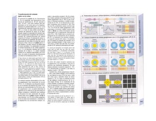 Transformación del estímulo
óptico en Ia retina
El potencial de sensor de los fotosensores
(v. A, a la izquierda), que hiperpolariza el po-
tencial de membrana de -40 mV máximo a
unos -70 mV y que tiene cambios más pro-
nunciados en los conos que en los bastones,
disminuye la conductividad al Na+
y el Ca2+
de la
membrana del segmento externo del sensor (v.
348 y s.). Como en otras células sensoriales, el
aumento del potencial de sensor en un deter-
minado margen de intensidad del estímulo tam-
bién es proporcional al logaritmo del cociente in-
tensidad del estímulo/intensidad del umbral
(relación de Fechner). El potencial de sensor in-
hibe la liberación de glutamato del sensor. En la
transmisión de esta señal a la retina hay que di-
ferenciar un flujo "directo» de señales para la vi-
sión fotópica y un flujo «lateral» de señales para
la visión escotópíca. Los potenciales de acción
se forman únicamente en las células gangliona-
res (v. A, a la derecha), mientras que las otras
neuronas de la retina (v. A, centro) muestran
cambios en su amplitud relacionados con el im-
pulso, los cuales se transmiten electrónicamente
a la retina en las distancias cortas (v. 48 y s.).
El flujo «directo» de señales puede seguir desde el cono
dos direcciones, bien por las células bipolares tipo «on»,
que se despolarizan con Ia luz (inversión de Ia señal) y
excitan a las células ganglionares tipo «on» con las que
conectan (v. A), o bien por las células bipolares tipo
«off», que se hiperpolarizan con Ia luz e inhiben a las
células ganglionares tipo «off». El flujo «lateral» de
señales puede tomar igualmente los siguientes caminos:
bastones => células bipolares de los bastones => células
amacrinas de los bastones => células bipolares «on» u «off»
=> células ganglionares «on» u «off». Las células bipola-
res y amacrinas de los bastones se despolarizan con Ia luz.
Estas últimas inhiben a las células bipolares «off» por una
sinapsis química y excitan a las células bipolares «off» por
una sinapsis eléctrica (v. 50).
Un estímulo luminoso desencadena en las célu-
las ganglionares «on» potenciales de acción
(PA) (v. A, a la derecha), cuya frecuencia aumen-
ta con el aumento del potencial del sensor. Si se
derivan con microelectrodos los PA de las célu-
las ganglionares «on», se puede determinar la
superficie de la retina de la que provienen los
influjos excitatorios e inhibitorios que modifican
la frecuencia de estos potenciales de acción.
Dichas áreas son el campo receptivo (CR) de
estas neuronas. Los CR de las células gangliona-
res de la retina son concéntricos y muestran en
la adaptación a Ia claridad dos campos: un
centro y una periferia circular (v. B). Si se ilumi-
na el centro, aumenta la frecuencia del PA en las
células ganglionares «on» (v. Bl). Si. por el con-
trario, se ilumina la periferia, se inhibe la trans-
misión de los PA; en la desconexión se pro-
duce !ocalmente una excitación (ν. Β2). Este
tipo de CR se denomina campo (central) tipo
«on». Los CR de las células ganglionares «off»
reaccionan a la inversa: campo (central) tipo
«off» (v. B3,4). Las células horizontales son las
responsables de la organización funcional de
estos CR (v. 344). Desde éstos se invierte la in-
formación de los fotosensores de la periferia
de CR y se transmite a los sensores centrales.
La reacción opuesta del centro y la periferia
del CR origina un contraste del estímulo: en el
limite oscuridad-claridad. el lado oscuro se ve
más oscuro y el lado claro más claro. Si se ilumi-
na todo el CR. domina la información del centro.
Un circulo gris homogéneo, por ejemplo, parece más
oscuro sobre un fondo claro que sobre otro oscuro:
contraste simultáneo (v. C, a Ia izquierda). Si observamos
una verja blanca y negra (v. C, a Ia derecha). Ia verja
blanca se ve más oscura en las zonas de intersección y Ia
negra, más clara. Esta impresión está motivada por Ia
disminución del contraste. Esto se puede explicar por los
diferentes estímulos («sumación de estímulos») dentro
del campo receptivo (v. C, centro).
El centro del campo receptivo aumenta con
la adaptación a la oscuridad a costa de la
periferia, que finalmente desaparece. De esta
manera aumenta la sumación espacial (v. 353,
C3), disminuyendo el contraste y. por tanto, la
agudeza visual (v. 349, B2).
También hay células ganglionares (tipo β,
v. 358) y otras células situadas a nivel central en
las vías ópticas en cuyos CR la luz roja y verde
(así como azul y amarilla) tienen un efecto
opuesto (v. 357, E). Aqui se confirma la teoría
de los colores complementarios de la vi-
sión (según Hering). En la visualization de los
colores también se producen contrastes (aumen-
to de la saturación de los colores, v. 356). Si se
observa, por ejemplo, una superficie de colores
(v. 359, C) durante medio minuto aproximada-
mente y se mira a continuación un fondo neutro,
aparecen los colores complementarios (contras-
te sucesiuo de color).
En los centros superiores de las vías ópticas (V1, V2, v.
358) también se pueden definir CR, aunque aquí se
modifica su forma. Los estímulos luminosos en líneas y
ángulos, así como Ia longitud y orientación de los ejes y
Ia dirección del movimiento, juegan aquí un importante
papel.
 