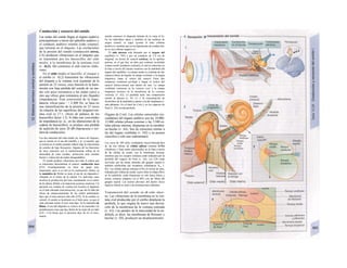 Conducción y sensores del sonido
Las ondas del sonido llegan al órgano auditivo
principalmente a través del pabellón auditivo y
el conducto auditivo externo (oído externo),
que termina en el tímpano. Las oscilaciones
de la presión del sonido (conducción aérea,
CA) producen vibraciones en el tímpano que
se transmiten por los huesecillos del oído
medio, a la membrana de la ueníana oval
(v. Al,2). Ahí comienza el oído interno (labe-
rinto).
En el oído medio el martillo, el yunque y
el estribo (v. Al,2) transmiten las vibraciones
del tímpano a la ventana oval (aumento de la
presión en 22 veces), cuya función es la trans-
misión con baja pérdida del sonido de un me-
dio con poca resistencia a las ondas (aire) a
otro que ofrece gran resistencia al aire (líquido)
(impedancia). Esta conversión de la impe-
dancia, eficaz para / < 2.400 Hz, se basa en
una intensificación de la presión en 22 veces
(la relación de las superficies del tímpano/ven-
tana oval es 17:1; efecto de palanca de los
huesecillos factor 1,3). Si falta este convertidor
de impedancia (p. ej., en las alteraciones de la
cadena de huesecillos), se produce una pérdida
de audición de unos 20 dB (hipoacusia o sor-
dera de conducción).
Los dos músculos del oído medio (m. tensor del tímpano,
que se inserta en el asa del martillo, y m. es-tapedio, que
se inserta en el estribo) pueden reducir algo Ia transmisión
de sonidos de baja frecuencia. Algunas de las funciones
de estos músculos son el mantenimiento reflejo de Ia
intensidad de estos sonidos, protección ante sonidos
fuertes y reducción de ruidos desagradables.
El sonido produce vibraciones por todo el cráneo que
se transmiten directamente al caracol: conducción ósea
(CO). Fisiológicamente no tiene un papel muy
importante, pero sí es útil en Ia exploración clínica: en
Ia maniobra de Weber se pone el asa de un diapasón-a1
vibrando en el centro de Ia cabeza. Un individuo sano
localiza Ia producción del tono exactamente en el centro
de Ia cabeza, debido a Ia impresión acústica simétrica. Un
paciente con sordera de conducción localiza el diapasón
en el lado afectado (lateralización), ya que ahí Ia falta del
efecto de enmascaramiento de los ruidos ambientales
hace que el tono parezca más alto (CO). Si Ia sordera es
central, el sonido se localizará en el lado sano, ya que el
oído afectado siente el tono más bajo. En Ia maniobra de
Rinne, el asa del diapasón se coloca en Ia mastoides (Ia
protuberancia ósea que hay detrás de Ia oreja) de un lado
(CO + CA) hasta que el paciente deje de oír el tono,
mante-
niendo entonces el diapasón delante de Ia oreja (CA).
En los individuos sanos y también en las sorderas de
origen central, se sigue oyendo el tono («Rinne
positivo»), mientras que en las hipoacusias de conducción,
no se oye («Rinne negativo»).
El oído interno está formado por el órgano del
equilibrio (v. 342) y por un conducto de 3-4 cm de
longitud, en forma de caracol (cóclea), en Ia apófisis
petrosa, en el que hay un tubo que contiene en-dolinfa
(rampa media [conducto coclear]), el cual se relaciona en
Ia base a través del ductus reunions con Ia endolinfa del
órgano del equilibrio. La rampa media se continúa de dos
espacios llenos de líquido, Ia rampa vestibular y Ia rampa
timpánica, hasta el vértice del caracol. Estos dos
conductos contienen perílinfa y llegan al vértice del
caracol (helico-trema) uno dentro de otro. La rampa
vestibular comienza en Ia ventana oval y Ia rampa
timpánica termina en Ia membrana de Ia ventana
redonda (ν. Α2). La perilinfa tiene una composición
similar al plasma (v. 93, C) y Ia concentración de
electrolitos de Ia endolinfa se parece a Ia del citoplasma (v.
más adelante). En el túnel de Corti y en los espacios de
Nuel (ν. Α4) circula perilinfa.
Órgano de Corti. Las células sensoriales (se-
cundarias) del órgano auditivo son las 10.000-
12.000 células pilosas externas y las 3.500 cé-
lulas pilosas internas, dispuestas en la membra-
na basilar (ν. Α4). Son de estructura similar a
las del órgano vestibular (v. 342) y no poseen
cinocilios o sólo uno rudimentario.
Los cerca de 100 cilios (verdaderas microvellosida-des)
de las tres hileras de células pilosas externas (CPe)
cilindricas y finas están relacionados en su base a través
de las células de sostén, con Ia membrana lectoría,
mientras que los cuerpos celulares están rodeados por Ia
perilinfa del espacio de Nuel (v. A4). Las CPe están
inervadas por las ramas eferentes del ganglio espiral (y
también acetilcolina por receptores colinérgicos Nm, v.
82). Las células pilosas internas (CPi) en forma de pera,
rodeadas por células de sostén, cuyos cilios se sitúan libres
en Ia endolinfa, están dispuestas en una única hilera y
tienen contacto sináptico en el 90% con las fibras del
ganglio espiral. Los axones eferentes del núcleo olivar
superior lateral se unen a las terminaciones aferentes.
Transmisión del sonido en el oído inter-
no. Las vibraciones de la membrana en la ven-
tana oval producidas por el estribo desplazan la
perilinfa, lo que origina de nuevo una desvia-
ción de la membrana de la ventana redonda
(ν. Α2). Las paredes de la mucosidad de la en-
dolinfa, es decir, las membranas de Reissner y
basilar (v. Dl), producen un desplazamiento
 