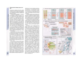 Elaboración del estímulo sonoro en el
SNC
Las siguientes cualidades del sonido se deben
codificar en el nervio acústico para transmitir-
lo: 1) frecuencia(s) del sonido, 2) intensidad del
sonido, 3) dirección del sonido y 4) distancia de
la fuente del sonido.
Las diferentes frecuencias se «reprodu-
cen» separadas a lo largo de la cóclea (v. 367,
C), se transmiten por fibras separadas de las
vías auditivas y se identifican a nivel central.
Se puede, lo que aproximadamente corres-
ponde a las condiciones reales, diferenciar,
por ejemplo. 1.003 Hz de 1.000 Hz: la dife-
rencia es de 3 Hz, lo que significa un umbral
diferencial de frecuencias (v. 352) relativo de
0,003. A esta capacidad de diferenciación fina
contribuyen la «representación» de las frecuen-
cias en la cóclea y la amplificación que se rea-
liza en él por parte de las células pilosas exter-
nas (v. 366), así como el contraste neuronal
(v. 313, D) a lo largo de la vía auditiva. Esta
fina sintonización implica que una frecuencia
determinada tiene un umbral especialmente
bajo en un lugar de «representación». Las pre-
siones de sonido altas reclutan fibras vecinas
(v. más adelante).
Una intensidad del sonido alta produce
a) potenciales de acción (PA) más frecuentes
en la fibra nerviosa eferente y b) la inclusión
(reclutamiento) de las fibras nerviosas veci-
nas (v. A). El umbral diferencial de intensi-
dades relativo (v. 352) es con 0,1 mucho
mayor que el de frecuencias, es decir, un so-
nido se percibirá más alto o más bajo, cuando
su intensidad varíe más de un factor 1,1 (es
decirja presión del sonido mayor que el fac-
tor VtI= 1,05).
Para reconocer la dirección del sonido
es necesaria la audición binaural (bilateral):
a) las ondas de sonido que entran oblicua-
mente llegan al oído un poco después que las
otras. Una desviación perceptible de la direc-
ción de unos 3 grados (umbral de dirección)
supone un retardo del sonido de unos 3 · 10~5
en el oído orientado en la dirección del movi-
miento (v. B, izquierda), b) El sonido se oye
más bajo en el oído orientado hacia el movi-
miento, donde se puede reconocer una dife-
rencia de 1 dB. Una presión de sonido menor
origina, además, un retardo en el potencial de
acción (aumento del tiempo de latencia) (v. B,
derecha), por lo que la excitación central (nú-
cleo accesorio, v. D5) procedente del oído
orientado hacia el movimiento entra retarda-
da. Los efectos a) y b) también se suman
(v. B). El oído externo ayuda a diferenciar si el
sonido viene de delante o de atrás (o de abajo
o de arriba).
La audición bilateral descrita posibilita tam-
bién que, en situaciones de mucho ruido am-
biental (en una fiesta, por ejemplo), se perciba
mejor el sonido de una voz, en comparación
con la audición monoaural. El contacto visual
con la boca del orador es una ayuda adicional.
La distancia de una fuente de sonido se
reconoce porque en la transmisión del sonido
las frecuencias altas se reducen más que las ba-
jas. Cuanto más largo es el camino que recorre
el sonido, menos frecuencias altas llegan
(p. ej., los truenos en una tormenta lejana o
cercana).
Vía auditiva (v. D). Las fibras del nervio
auditivo, cuyos somas se encuentran en el
ganglio espiral de la cóclea, van desde éste
(v. Dl) hacia los núcleos cocleares anteroven-
tral (v. D2), posteroventral y dorsal (v. D3).
En estos tres núcleos, las aferencias están dis-
puestas con diferente complejidad según las
frecuencias (tonotópicamente). Con la inhibi-
ción lateral (v. 313) se produce un contraste,
es decir, una supresión del ruido. En la oliva
superior (v. D4) y en el núcleo accesorio
(v. D5), que reciben primero el impulso con-
tralateral. se produce el ajuste del tiempo de
propagación y la intensidad (audición de la di-
rección, v. antes). La siguiente estación es el
núcleo del circuito lateral (v. D6) y tras el cru-
ce de fibras al otro lado, los cuadrigéminos
inferiores (v. D7). A ellos llegan numerosas
aferencias y son una estación refleja (p. ej.,
músculos del oído medio, v. 366). Por otro
lado, aquí se ajusta también el análisis senso-
rial del núcleo coclear con el análisis espacial
de la oliva superior y se coordina el espacio
visual y acústico a través de las relaciones
con los cuadrigéminos superiores (v. D8).
Las aferencias llegan por el tálamo (cuerpo
geniculado medial, CGM; v. D9) a la corteza
auditiva primaria (v. DIO), que está ro-
deada por regiones auditivas secundarias
(v. 311, áreas 41 y 22). Las funciones de di-
cho centro son el análisis de los sonidos com-
plejos, la memoria inmediata en el ajuste de
tonos, el «escuchar», etc.
 