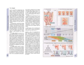 Voz y lenguaje
La voz es un medio de comunicación cuyo
trabajo se adecúa a la capacidad auditiva del
hombre (v. 368, B). Como en un instrumento
de aire, existe un espacio aéreo (tráquea, bron-
quios), de donde sale el aire a través de la glo-
tis entre las cuerdas uoca/es, hasta el espacio
aéreo (bocina) formado por la faringe, cavidad
bucal y cavidad nasal (v. A). El gran margen de
variación de la voz se explica porque la fuerza
del flujo de aire (sonido de la voz), la tensión
de las cuerdas vocales, la anchura y forma de
la glotis (tono de base de la voz), así como el
tamaño y forma del espacio aéreo (timbre,
formatos) dependen de un gran número de
músculos.
Las articulaciones y músculos de la laringe
intervienen en el ajuste de las cuerdas uoca/es
y la glotis. El flujo de aire abre y cierra la glotis
y transfiere a las cuerdas vocales un tipo de
movimiento progresivo (v. B). Para los tonos
bajos, la glotis permanece más tiempo cerrada
que abierta (relación 5:1 con 100 Hz). Para
los tonos altos (400 Hz), esta relación dismi-
nuye a 1,4:1. Al cantar en falsete (v. C, azul) o
susurrar, la glotis permanece más tiempo
abierta.
Las señales motoras provienen de la
corteza motosensorial (v. 325, CyB, «len-
gua», «faringe») y alcanzan la zona del núcleo
del nervio vago. Éste no sólo realiza la inerva-
ción motora de la glotis, sino también la sen-
sitiva, lo que además es importante para los
reflejos de defensa (¡tos!) y la fonación: las fi-
bras sensibles de la mucosa de la glotis y las
sensoriales de los husos musculares (v. 316)
informan a nivel central de la situación y la
tensión de las cuerdas vocales. Estos reflejos y
la estrecha relación de la vía auditiva con los
centros bulbares y corticales de la motricidad
del lenguaje son importantes para el ajuste
fino de la voz.
Las vocales habladas también se diferen-
cian entre si a frecuencias de boca similares
(100-130 Hz; v. D), por los tonos altos añadi-
dos (formatos). Son características las uoca/es
A, U e I (v. D). O, E y las uoca/es modi/icadas
son sonidos intermedios entre estas tres voca-
les («triángulo de vocales»). Los formatos se
determinan por la conformación del espacio
oral (v. D). Las consonantes se diferencian
por el tipo de configuración (en el espacio
oral) labia/ (labios, dientes), como P, B, W,
F, M; dentó/ (dientes, lengua), como D, T, S,
N; lingual (lengua, paladar posterior), como
B, G, K, y según el tipo de sonido: explosivo
(P, B, T, D), de rozamiento (F, W, S, Ch) y vi-
brante (R).
La amplitud de la frecuencia de la voz
asciende con los formatos, de 40 a más de
2.000 Hz. Las partes altas de frecuencia tie-
nen un sonido silbante (S, Z), que no se oye en
los casos de presbiacusia y otras formas de hi-
poacusia central (p. ej., diferencia entre «bass»
y «bad»). También en la transmisión telefónica y
de radio, los sonidos silbantes son especial-
mente pretenciosos. La amplitud de voz
(tono de base; v. C) asciende, al hablar, apro-
ximadamente a una octava, y cantando, a
unas dos octavas (en los cantantes, sobre tres
octavas).
Las escalas normales se basan en Ia duplicación de Ia
frecuencia, Ia octava. En las voces bien temperadas, Ia
octava se divide en 12 semitonos, cuyas frecuencias se
desvían cada vez sobre el factor 1,0595 ('2
^).
Lenguaje (v. 336). A la comunicación ha-
blada corresponden a) la elaboración de lo
oído (v. 368), b) la producción central del len-
guaje y c) la motricidad ejecutora del lenguaje.
La comprensión del lenguaje se localiza en
la zona 22 de la corteza (v. 311, D), de la
región de Wernicke. Las lesiones en esta
zona originan una afasia sensitiva. Los pa-
cientes hablan fluido, pero a menudo de for-
ma incomprensible, pero no lo notan debido a
la alteración de la comprensión del lenguaje.
Las frases complicadas o leídas tampoco las
entienden. La producción del lenguaje se
realiza en las áreas 44 y 45 de la corteza, la
región de Broca (v. 311, D). Es el centro pri-
mario del lenguaje en la corteza motosensorial
(v. antes) superior. En las lesiones del área de
Broca (y también de la circunvolución angular)
se altera la producción del lenguaje (afasia
motora). Los pacientes no pueden hablar o lo
hacen de forma telegráfica. Existe una tercera
variante en la que no se pueden recordar las
palabras (afasia amnésica). Las lesiones que
afectan a la ejecución de la motricidad (vías
corticobulbares, cerebelo) originan trastornos
del lenguaje.
 