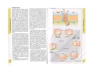 Transporte activo
En muchos lugares del organismo hace falta
transportar sustancias con gasto energético,
es decir, en contra de su concentración quí-
mica y/o, en el caso de los iones, contra su
potencial eléctrico (v. 22). Este transporte no
se puede realizar con los procesos pasivos
(porque se dirige en contra del gradiente y
consume energía, v. 20 y ss.) y son necesarios
los denominados mecanismos de trans-
porte activo, que dependen del consumo
de energía. Una parte considerable de la
energía química que el organismo adquiere a
través de la nutrición (convertida en ATP uti-
lizable, v. 41) se emplea en este tipo de
transporte. La energía liberada por la hidró-
lisis del ATP se emplea en numerosos siste-
mas de transporte transmembrana de iones,
sustratos metabólicos y productos de dese-
cho. Este gasto de energía consigue en las
células y las organelas orden desde el punto
de vista termodinámico, lo que resulta funda-
mental para la vida y función normal de todas
las células y del organismo en su conjunto (v.
38 y ss.).
Si la energía de la hidrólisis del ATP se uti-
liza directamente para el transporte o meca-
nismo de «bomba» se habla de transporte
activo primario y se denomina a las bom-
bas iónicas de este tipo ATPasas. Estas
bombas consiguen un gradiente electroquími-
co de una forma relativamente lenta (ATPasa
NaYK+
: 1 µηιοί · s'1
por m2
de superficie de la
membrana). Este gradiente se puede emplear
para un flujo iónico rápido, después de
aumentar la permeabilidad del canal iónico
(v. 32 y ss.; p. ej., flujo de Na+
en el potencial
de acción: 1.000 µιηοΐ · s"1
· m~2
).
Otros ejemplos de este tipo de bomba son
las ATPasas NaVK+
de la membrana celular,
las ATPasas de Ca2+
del retículo endoplás-mico
y la membrana plasmática, la ATPasa H+
/K+
de las glándulas gástricas y el túbulo renal y la
ATPasa H+
de los lisosomas, que transportan
de forma activa primaria Na+
, K+
, Ca2+
o H+
.
Salvo la ATPasa H+
, estas bombas están
constituidas por 2 unidades α y 2 β
(denominadas clase P), en las que las unidades
a se fosforilan y conforman el «canal de
transporte» (Al).
La ATPasa Na+
TK+
se encarga de la ho-
meostasis de /a concentración de Na+
y K+
intracelular, que resulta esencial para man·
tener el potencial de membrana de la célula·
En cada ciclo de transporte se sacan 3 ione·
de Na+
de la célula y se bombean hacia su in-
terior 2 de K+
(Al, 2), empleando una mole·
cula de ATP para la fosforilación del trans·
portador (A2b), lo que desencadena un can·
bio conformacional de la proteína y cambio·
en la afinidad de los sitios de unión para M
Na+
y el K+
. El cambio conformacional pee
mite el transporte, ya que expone los sitios de
unión hacia el otro lado de la membran·
(A2, b, d). La defosforilación permite reo·
perar la situación de origen (A2; e, f). La ve-
locidad de bombeo de la ATPasa Na+
/Kj
aumenta cuando se eleva la concentración ir·
tracelular de Na+
por entrada del mismo o lo
hace la concentración de K+
. Por eso se de-
nomina ATPasa NaVK+
activable. La ouaba·
na y los glucósidos cardíacos inhiben 1
ATPasa Na+
/K+
.
Se denomina transporte activo secun-
dario al transporte con gasto de energía de
una molécula (como la glucosa) mediante ur·
proteína transportadora (en el ejemp·
SGLT2), al que se acopla el transporte pasivi
de un ion (en este caso Na+
) (Bl). En es·
caso el gradiente electroquímico del Na+
diri
gido hacia el interior de la célula (A) gene*
la fuerza para la entrada activa secundaria de 1
glucosa hacia la misma. Dicho acoplamientl
se conoce como contransporte. Se denJ
mina simporte cuando la sustancia transpol
tada circula en la misma dirección que el icl
(Bl, 2, 3) y antiporte (contratransportJ
cuando el gradiente de iones, Na+
o H+
, es
contrario al transporte activo secundara
(B4). El gradiente electroquímico de H+
resul
tante se puede emplear para el simporfe ai
tiuo terciario de péptidos (B5).
Aunque en el antiporte de Na/H+
(B4) j
NaVCl- (B2) no se genera ninguna cargj
eléctrica neta (transporte electroneutroj
en el simporte de Na+
+ glucosa0
(Bl), de Nd +
aminoácidos0
(B3), 2 Na+
+ aminoácidos H+
+
péptidos0
(B5) sí se produce: transpol te
electrogénico o reogénico. En el tranj
porte electroneutro la única fuerza tractora a
el gradiente químico de Na+
, mientras quj
en el transporte electrogénico el potencial d¡
membrana interna negativo representa uri
fuerza tractora adicional (v. 32 y ss.). Si 
:
 